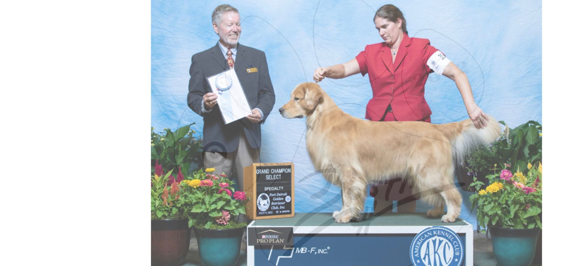 AKC Golden Retriever Champion