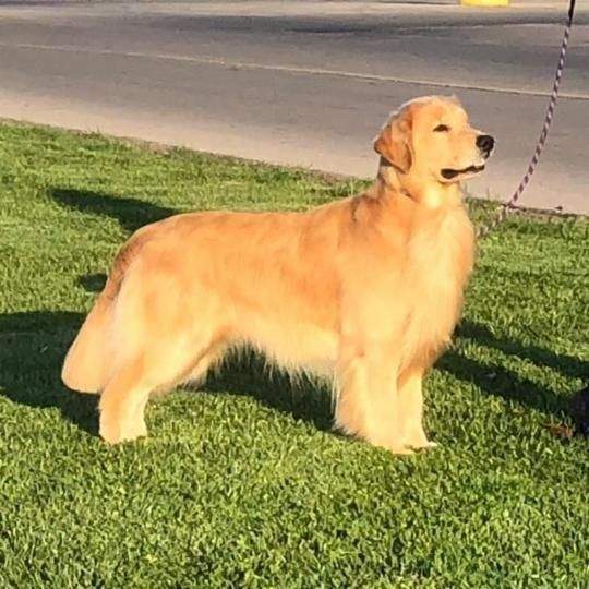 AKC Beautiful Golden Retriever