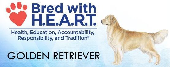 Golden retriever, akc, Breeder, legend golden retrievers, AKC, Breeder, AKC breeder, AKC breeder of Merit, Legend, Legenddogs, Legend Goldens, Legend golden retrievers, golden retriever, golden retriever puppies, golden retriever puppies for sale, golden retriever puppy, english cream golden retriever, mini golden retriever, red golden retriever, black golden retriever, white golden retriever, golden retriever puppies for sale near me, golden retriever puppies near me, english golden retriever, golden retriever price, golden retriever doggy, golden retriever for sale, golden retriever lifespan, miniature golden retriever, golden retriever breeders, baby golden retriever, cute golden retriever, golden retriever baby, golden retriever bf, golden retriever breeders near me, golden retriever dog, golden retriever near me, golden retriever vs labrador, puppy golden retriever, red golden retriever puppies, American golden retriever, golden retriever colors, golden retriever puppy near me, canadian golden retriever, cream golden retriever, field golden retriever, golden retriever breeder, golden retriever for sale near me, golden retriever puppies ohio, golden retriever weight, brown golden retriever, dark golden retriever, english cream golden retriever puppies for sale, golden retriever boy, golden retriever breeder near me, golden retriever energy, golden retriever personality, golden retriever pup for sale, golden retriever puppies nc, golden retriever puppy for sale, labrador vs golden retriever
AKC, Breeder, AKC breeder, AKC breeder of Merit, Legend, Legenddogs, Legend Goldens, Legend golden retrievers, golden retriever puppies, golden retriever puppies for sale, golden retriever puppy, golden retriever puppies for sale near me, golden retriever puppies near me, puppy golden retriever, red golden retriever puppies, golden retriever puppy near me, golden retriever puppies ohio, english cream golden retriever puppies for sale, golden retriever puppies nc, golden retriever puppy for sale, golden retriever puppies for sale $200, white golden retriever puppies, cute golden retriever puppies, english cream golden retriever puppies, golden retriever puppies indiana, golden retriever puppies mn, golden retriever puppies wisconsin, golden retriever puppy price, puppy for sale golden retriever, english golden retriever puppies, golden retriever puppies az, golden retriever puppies colorado, golden retriever puppies florida, golden retriever puppies georgia, golden retriever puppies oregon, golden retriever puppy for sale near me, labrador puppy vs golden retriever, red golden retriever puppies for sale, akc golden retriever puppies, golden retriever puppies iowa, golden retriever puppies price, black golden retriever puppy, cute golden retriever puppy, golden retriever puppies near me for sale, golden retriever puppies virginia, labrador golden retriever puppy, royal canin golden retriever puppy, cream golden retriever puppies, golden retriever puppies alabama, golden retriever puppies ct, golden retriever puppies houston, golden retriever puppies illinois, golden retriever puppies maine, golden retriever puppies michigan, golden retriever puppies photos, golden retriever puppies san diego, golden retriever puppies texas, golden retriever puppy photos, newborn golden retriever puppies, golden retriever puppies for sale in michigan, golden retriever puppies in michigan, golden retriever puppies for sale in ohio, AKC, Breeder, AKC breeder, AKC breeder of Merit, Legend, Legenddogs, Legend Goldens, Legend golden retrievers, , golden retriever puppies for sale, golden retriever puppies for sale near me, golden retriever for sale, golden retriever for sale near me, english cream golden retriever puppies for sale, golden retriever pup for sale, golden retriever puppy for sale, golden retriever puppies for sale $200, puppy for sale golden retriever, golden retriever puppy for sale near me, golden retriever pups for sale near me, red golden retriever puppies for sale, golden retriever sale, miniature golden retriever for sale, golden retriever puppies near me for sale, adult golden retriever for sale, english cream golden retriever for sale, english golden retriever puppies for sale, golden retriever dogs for sale, golden retriever near me for sale, red golden retriever for sale, english cream golden retriever puppies for sale near me, white golden retriever puppies for sale, golden retriever litter for sale, golden retriever puppies for sale in pa, golden retriever puppies for sale los angeles, miniature golden retriever for sale near me, black golden retriever puppies for sale, golden retriever on sale, golden retriever puppies for sale in michigan, golden retriever puppies for sale in mn, golden retriever puppies for sale in texas, baby golden retriever for sale, black golden retriever for sale, black golden retriever puppy for sale, english golden retriever for sale, golden retriever puppies for sale $500, golden retriever puppies for sale chicago, golden retriever puppies for sale in nc, golden retriever puppies for sale in nj, golden retriever puppies for sale in ohio, golden retriever puppies for sale near me under $500, golden retriever puppies sale, mini golden retriever for sale near me, small golden retriever for sale, dark red golden retriever puppies for sale, golden retriever puppies for sale in az, golden retriever puppies for sale in ct, golden retriever puppies for sale michigan, golden retriever puppies for sale ohio, golden retriever puppies in michigan for sale, golden retriever breeders, AKC, Breeder, AKC breeder, AKC breeder of Merit, Legend, Legenddogs, Legend Goldens, Legend golden retrievers, golden retriever breeders near me, golden retriever breeders florida, golden retriever breeders colorado, golden retriever breeders in ma, golden retriever breeders texas, best golden retriever breeders, english cream golden retriever breeders, golden retriever breeders georgia, golden retriever breeders in pa, golden retriever breeders nc, golden retriever breeders ohio, golden retriever breeders wisconsin, golden retriever breeders california, golden retriever breeders ct, golden retriever breeders illinois, golden retriever breeders michigan, golden retriever breeders mn, golden retriever breeders nj, golden retriever breeders indiana, golden retriever breeders va, red golden retriever breeders, golden retriever breeders az, golden retriever breeders in nh, golden retriever breeders maryland, golden retriever breeders ny, golden retriever breeders oregon, golden retriever breeders sc, golden retriever breeders washington, akc golden retriever breeders, english cream golden retriever breeders near me, english golden retriever breeders, golden retriever breeders north carolina, golden retriever dog breeders near me, mini golden retriever breeders, golden retriever breeders alabama, golden retriever breeders in iowa, golden retriever breeders in maine, golden retriever breeders in mn, golden retriever breeders in nc, golden retriever breeders in new england, golden retriever breeders in tn, golden retriever breeders minnesota, golden retriever breeders missouri, golden retriever breeders new england, golden retriever puppy breeders, wisconsin golden retriever breeders, field golden retriever breeders, golden retriever breeders houston,