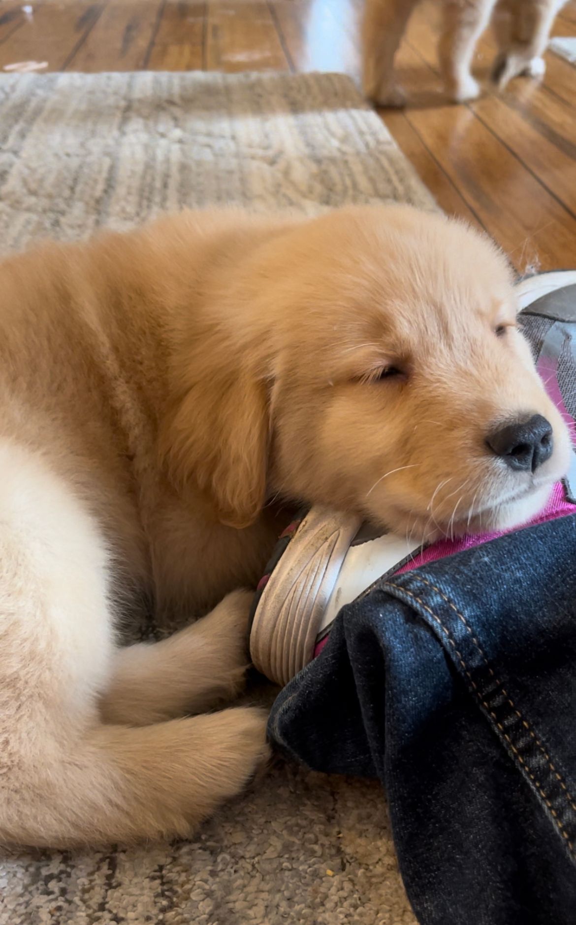 Golden retriever, akc, Breeder, legend golden retrievers, Golden retriever, akc, Breeder, legend golden retrievers, AKC, Breeder, AKC breeder, AKC breeder of Merit, Legend, Legenddogs, Legend Goldens, Legend golden retrievers, golden retriever, golden retriever puppies, golden retriever puppies for sale, golden retriever puppy, english cream golden retriever, mini golden retriever, red golden retriever, black golden retriever, white golden retriever, golden retriever puppies for sale near me, golden retriever puppies near me, english golden retriever, golden retriever price, golden retriever doggy, golden retriever for sale, golden retriever lifespan, miniature golden retriever, golden retriever breeders, baby golden retriever, cute golden retriever, golden retriever baby, golden retriever bf, golden retriever breeders near me, golden retriever dog, golden retriever near me, golden retriever vs labrador, puppy golden retriever, red golden retriever puppies, American golden retriever, golden retriever colors, golden retriever puppy near me, canadian golden retriever, cream golden retriever, field golden retriever, golden retriever breeder, golden retriever for sale near me, golden retriever puppies ohio, golden retriever weight, brown golden retriever, dark golden retriever, english cream golden retriever puppies for sale, golden retriever boy, golden retriever breeder near me, golden retriever energy, golden retriever personality, golden retriever pup for sale, golden retriever puppies nc, golden retriever puppy for sale, labrador vs golden retriever
AKC, Breeder, AKC breeder, AKC breeder of Merit, Legend, Legenddogs, Legend Goldens, Legend golden retrievers, golden retriever puppies, golden retriever puppies for sale, golden retriever puppy, golden retriever puppies for sale near me, golden retriever puppies near me, puppy golden retriever, red golden retriever puppies, golden retriever puppy near me, golden retriever puppies ohio, english cream golden retriever puppies for sale, golden retriever puppies nc, golden retriever puppy for sale, golden retriever puppies for sale $200, white golden retriever puppies, cute golden retriever puppies, english cream golden retriever puppies, golden retriever puppies indiana, golden retriever puppies mn, golden retriever puppies wisconsin, golden retriever puppy price, puppy for sale golden retriever, english golden retriever puppies, golden retriever puppies az, golden retriever puppies colorado, golden retriever puppies florida, golden retriever puppies georgia, golden retriever puppies oregon, golden retriever puppy for sale near me, labrador puppy vs golden retriever, red golden retriever puppies for sale, akc golden retriever puppies, golden retriever puppies iowa, golden retriever puppies price, black golden retriever puppy, cute golden retriever puppy, golden retriever puppies near me for sale, golden retriever puppies virginia, labrador golden retriever puppy, royal canin golden retriever puppy, cream golden retriever puppies, golden retriever puppies alabama, golden retriever puppies ct, golden retriever puppies houston, golden retriever puppies illinois, golden retriever puppies maine, golden retriever puppies michigan, golden retriever puppies photos, golden retriever puppies san diego, golden retriever puppies texas, golden retriever puppy photos, newborn golden retriever puppies, golden retriever puppies for sale in michigan, golden retriever puppies in michigan, golden retriever puppies for sale in ohio, AKC, Breeder, AKC breeder, AKC breeder of Merit, Legend, Legenddogs, Legend Goldens, Legend golden retrievers, , golden retriever puppies for sale, golden retriever puppies for sale near me, golden retriever for sale, golden retriever for sale near me, english cream golden retriever puppies for sale, golden retriever pup for sale, golden retriever puppy for sale, golden retriever puppies for sale $200, puppy for sale golden retriever, golden retriever puppy for sale near me, golden retriever pups for sale near me, red golden retriever puppies for sale, golden retriever sale, miniature golden retriever for sale, golden retriever puppies near me for sale, adult golden retriever for sale, english cream golden retriever for sale, english golden retriever puppies for sale, golden retriever dogs for sale, golden retriever near me for sale, red golden retriever for sale, english cream golden retriever puppies for sale near me, white golden retriever puppies for sale, golden retriever litter for sale, golden retriever puppies for sale in pa, golden retriever puppies for sale los angeles, miniature golden retriever for sale near me, black golden retriever puppies for sale, golden retriever on sale, golden retriever puppies for sale in michigan, golden retriever puppies for sale in mn, golden retriever puppies for sale in texas, baby golden retriever for sale, black golden retriever for sale, black golden retriever puppy for sale, english golden retriever for sale, golden retriever puppies for sale $500, golden retriever puppies for sale chicago, golden retriever puppies for sale in nc, golden retriever puppies for sale in nj, golden retriever puppies for sale in ohio, golden retriever puppies for sale near me under $500, golden retriever puppies sale, mini golden retriever for sale near me, small golden retriever for sale, dark red golden retriever puppies for sale, golden retriever puppies for sale in az, golden retriever puppies for sale in ct, golden retriever puppies for sale michigan, golden retriever puppies for sale ohio, golden retriever puppies in michigan for sale, golden retriever breeders, AKC, Breeder, AKC breeder, AKC breeder of Merit, Legend, Legenddogs, Legend Goldens, Legend golden retrievers, golden retriever breeders near me, golden retriever breeders florida, golden retriever breeders colorado, golden retriever breeders in ma, golden retriever breeders texas, best golden retriever breeders, english cream golden retriever breeders, golden retriever breeders georgia, golden retriever breeders in pa, golden retriever breeders nc, golden retriever breeders ohio, golden retriever breeders wisconsin, golden retriever breeders california, golden retriever breeders ct, golden retriever breeders illinois, golden retriever breeders michigan, golden retriever breeders mn, golden retriever breeders nj, golden retriever breeders indiana, golden retriever breeders va, red golden retriever breeders, golden retriever breeders az, golden retriever breeders in nh, golden retriever breeders maryland, golden retriever breeders ny, golden retriever breeders oregon, golden retriever breeders sc, golden retriever breeders washington, akc golden retriever breeders, english cream golden retriever breeders near me, english golden retriever breeders, golden retriever breeders north carolina, golden retriever dog breeders near me, mini golden retriever breeders, golden retriever breeders alabama, golden retriever breeders in iowa, golden retriever breeders in maine, golden retriever breeders in mn, golden retriever breeders in nc, golden retriever breeders in new england, golden retriever breeders in tn, golden retriever breeders minnesota, golden retriever breeders missouri, golden retriever breeders new england, golden retriever puppy breeders, wisconsin golden retriever breeders, field golden retriever breeders, golden retriever breeders houston,