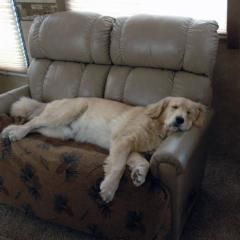 Golden retriever sleeping on the couch Golden retriever, akc, Breeder, legend golden retrievers, Golden retriever, akc, Breeder, legend golden retrievers, AKC, Breeder, AKC breeder, AKC breeder of Merit, Legend, Legenddogs, Legend Goldens, Legend golden retrievers, golden retriever, golden retriever puppies, golden retriever puppies for sale, golden retriever puppy, english cream golden retriever, mini golden retriever, red golden retriever, black golden retriever, white golden retriever, golden retriever puppies for sale near me, golden retriever puppies near me, english golden retriever, golden retriever price, golden retriever doggy, golden retriever for sale, golden retriever lifespan, miniature golden retriever, golden retriever breeders, baby golden retriever, cute golden retriever, golden retriever baby, golden retriever bf, golden retriever breeders near me, golden retriever dog, golden retriever near me, golden retriever vs labrador, puppy golden retriever, red golden retriever puppies, American golden retriever, golden retriever colors, golden retriever puppy near me, canadian golden retriever, cream golden retriever, field golden retriever, golden retriever breeder, golden retriever for sale near me, golden retriever puppies ohio, golden retriever weight, brown golden retriever, dark golden retriever, english cream golden retriever puppies for sale, golden retriever boy, golden retriever breeder near me, golden retriever energy, golden retriever personality, golden retriever pup for sale, golden retriever puppies nc, golden retriever puppy for sale, labrador vs golden retriever
AKC, Breeder, AKC breeder, AKC breeder of Merit, Legend, Legenddogs, Legend Goldens, Legend golden retrievers, golden retriever puppies, golden retriever puppies for sale, golden retriever puppy, golden retriever puppies for sale near me, golden retriever puppies near me, puppy golden retriever, red golden retriever puppies, golden retriever puppy near me, golden retriever puppies ohio, english cream golden retriever puppies for sale, golden retriever puppies nc, golden retriever puppy for sale, golden retriever puppies for sale $200, white golden retriever puppies, cute golden retriever puppies, english cream golden retriever puppies, golden retriever puppies indiana, golden retriever puppies mn, golden retriever puppies wisconsin, golden retriever puppy price, puppy for sale golden retriever, english golden retriever puppies, golden retriever puppies az, golden retriever puppies colorado, golden retriever puppies florida, golden retriever puppies georgia, golden retriever puppies oregon, golden retriever puppy for sale near me, labrador puppy vs golden retriever, red golden retriever puppies for sale, akc golden retriever puppies, golden retriever puppies iowa, golden retriever puppies price, black golden retriever puppy, cute golden retriever puppy, golden retriever puppies near me for sale, golden retriever puppies virginia, labrador golden retriever puppy, royal canin golden retriever puppy, cream golden retriever puppies, golden retriever puppies alabama, golden retriever puppies ct, golden retriever puppies houston, golden retriever puppies illinois, golden retriever puppies maine, golden retriever puppies michigan, golden retriever puppies photos, golden retriever puppies san diego, golden retriever puppies texas, golden retriever puppy photos, newborn golden retriever puppies, golden retriever puppies for sale in michigan, golden retriever puppies in michigan, golden retriever puppies for sale in ohio, AKC, Breeder, AKC breeder, AKC breeder of Merit, Legend, Legenddogs, Legend Goldens, Legend golden retrievers, , golden retriever puppies for sale, golden retriever puppies for sale near me, golden retriever for sale, golden retriever for sale near me, english cream golden retriever puppies for sale, golden retriever pup for sale, golden retriever puppy for sale, golden retriever puppies for sale $200, puppy for sale golden retriever, golden retriever puppy for sale near me, golden retriever pups for sale near me, red golden retriever puppies for sale, golden retriever sale, miniature golden retriever for sale, golden retriever puppies near me for sale, adult golden retriever for sale, english cream golden retriever for sale, english golden retriever puppies for sale, golden retriever dogs for sale, golden retriever near me for sale, red golden retriever for sale, english cream golden retriever puppies for sale near me, white golden retriever puppies for sale, golden retriever litter for sale, golden retriever puppies for sale in pa, golden retriever puppies for sale los angeles, miniature golden retriever for sale near me, black golden retriever puppies for sale, golden retriever on sale, golden retriever puppies for sale in michigan, golden retriever puppies for sale in mn, golden retriever puppies for sale in texas, baby golden retriever for sale, black golden retriever for sale, black golden retriever puppy for sale, english golden retriever for sale, golden retriever puppies for sale $500, golden retriever puppies for sale chicago, golden retriever puppies for sale in nc, golden retriever puppies for sale in nj, golden retriever puppies for sale in ohio, golden retriever puppies for sale near me under $500, golden retriever puppies sale, mini golden retriever for sale near me, small golden retriever for sale, dark red golden retriever puppies for sale, golden retriever puppies for sale in az, golden retriever puppies for sale in ct, golden retriever puppies for sale michigan, golden retriever puppies for sale ohio, golden retriever puppies in michigan for sale, golden retriever breeders, AKC, Breeder, AKC breeder, AKC breeder of Merit, Legend, Legenddogs, Legend Goldens, Legend golden retrievers, golden retriever breeders near me, golden retriever breeders florida, golden retriever breeders colorado, golden retriever breeders in ma, golden retriever breeders texas, best golden retriever breeders, english cream golden retriever breeders, golden retriever breeders georgia, golden retriever breeders in pa, golden retriever breeders nc, golden retriever breeders ohio, golden retriever breeders wisconsin, golden retriever breeders california, golden retriever breeders ct, golden retriever breeders illinois, golden retriever breeders michigan, golden retriever breeders mn, golden retriever breeders nj, golden retriever breeders indiana, golden retriever breeders va, red golden retriever breeders, golden retriever breeders az, golden retriever breeders in nh, golden retriever breeders maryland, golden retriever breeders ny, golden retriever breeders oregon, golden retriever breeders sc, golden retriever breeders washington, akc golden retriever breeders, english cream golden retriever breeders near me, english golden retriever breeders, golden retriever breeders north carolina, golden retriever dog breeders near me, mini golden retriever breeders, golden retriever breeders alabama, golden retriever breeders in iowa, golden retriever breeders in maine, golden retriever breeders in mn, golden retriever breeders in nc, golden retriever breeders in new england, golden retriever breeders in tn, golden retriever breeders minnesota, golden retriever breeders missouri, golden retriever breeders new england, golden retriever puppy breeders, wisconsin golden retriever breeders, field golden retriever breeders, golden retriever breeders houston,