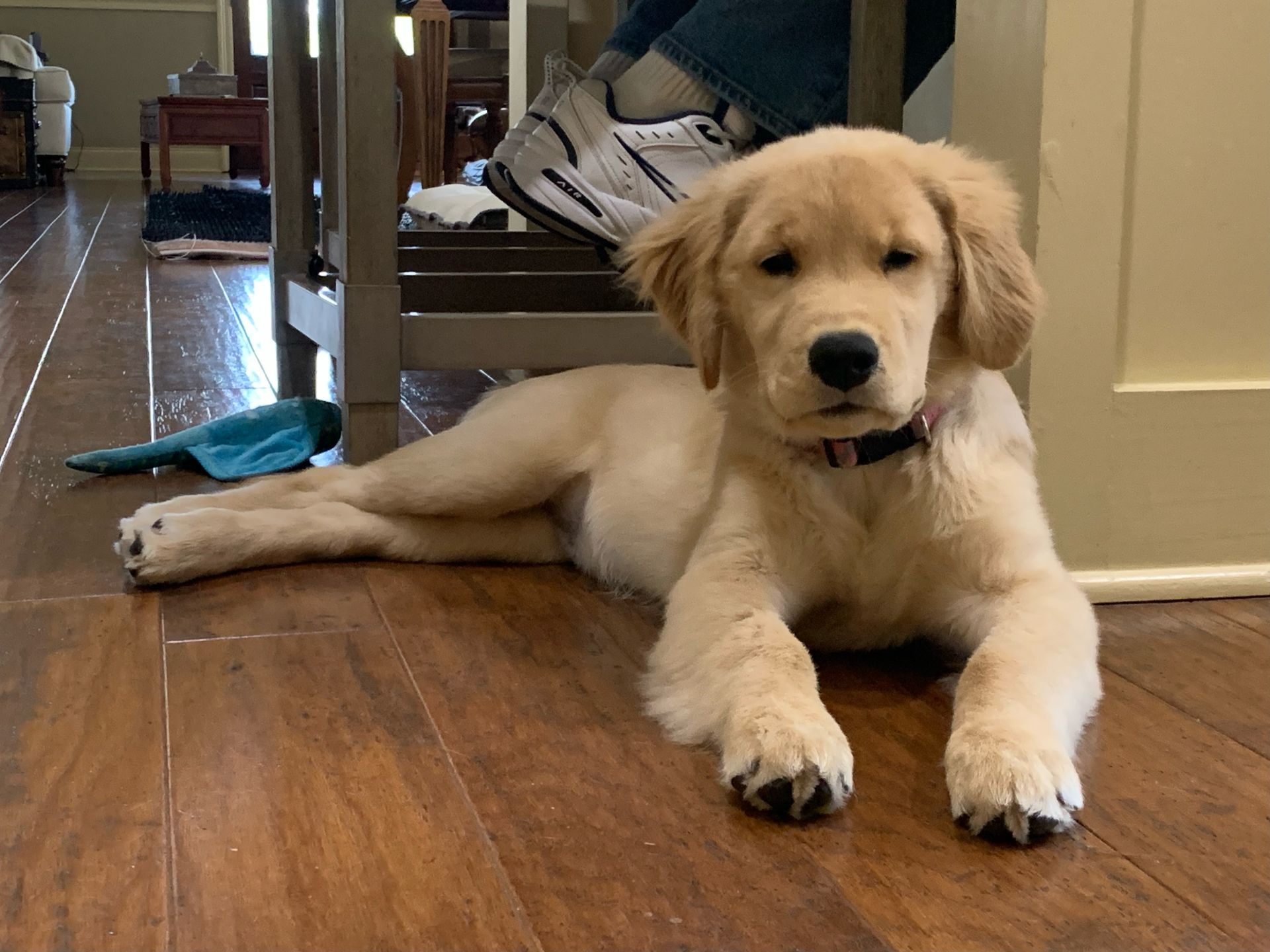 Golden retriever, akc, Breeder, legend golden retrievers, AKC, Breeder, AKC breeder, AKC breeder of Merit, Legend, Legenddogs, Legend Goldens, Legend golden retrievers, golden retriever, golden retriever puppies, golden retriever puppies for sale, golden retriever puppy, english cream golden retriever, mini golden retriever, red golden retriever, black golden retriever, white golden retriever, golden retriever puppies for sale near me, golden retriever puppies near me, english golden retriever, golden retriever price, golden retriever doggy, golden retriever for sale, golden retriever lifespan, miniature golden retriever, golden retriever breeders, baby golden retriever, cute golden retriever, golden retriever baby, golden retriever bf, golden retriever breeders near me, golden retriever dog, golden retriever near me, golden retriever vs labrador, puppy golden retriever, red golden retriever puppies, American golden retriever, golden retriever colors, golden retriever puppy near me, canadian golden retriever, cream golden retriever, field golden retriever, golden retriever breeder, golden retriever for sale near me, golden retriever puppies ohio, golden retriever weight, brown golden retriever, dark golden retriever, english cream golden retriever puppies for sale, golden retriever boy, golden retriever breeder near me, golden retriever energy, golden retriever personality, golden retriever pup for sale, golden retriever puppies nc, golden retriever puppy for sale, labrador vs golden retriever
AKC, Breeder, AKC breeder, AKC breeder of Merit, Legend, Legenddogs, Legend Goldens, Legend golden retrievers, golden retriever puppies, golden retriever puppies for sale, golden retriever puppy, golden retriever puppies for sale near me, golden retriever puppies near me, puppy golden retriever, red golden retriever puppies, golden retriever puppy near me, golden retriever puppies ohio, english cream golden retriever puppies for sale, golden retriever puppies nc, golden retriever puppy for sale, golden retriever puppies for sale $200, white golden retriever puppies, cute golden retriever puppies, english cream golden retriever puppies, golden retriever puppies indiana, golden retriever puppies mn, golden retriever puppies wisconsin, golden retriever puppy price, puppy for sale golden retriever, english golden retriever puppies, golden retriever puppies az, golden retriever puppies colorado, golden retriever puppies florida, golden retriever puppies georgia, golden retriever puppies oregon, golden retriever puppy for sale near me, labrador puppy vs golden retriever, red golden retriever puppies for sale, akc golden retriever puppies, golden retriever puppies iowa, golden retriever puppies price, black golden retriever puppy, cute golden retriever puppy, golden retriever puppies near me for sale, golden retriever puppies virginia, labrador golden retriever puppy, royal canin golden retriever puppy, cream golden retriever puppies, golden retriever puppies alabama, golden retriever puppies ct, golden retriever puppies houston, golden retriever puppies illinois, golden retriever puppies maine, golden retriever puppies michigan, golden retriever puppies photos, golden retriever puppies san diego, golden retriever puppies texas, golden retriever puppy photos, newborn golden retriever puppies, golden retriever puppies for sale in michigan, golden retriever puppies in michigan, golden retriever puppies for sale in ohio, AKC, Breeder, AKC breeder, AKC breeder of Merit, Legend, Legenddogs, Legend Goldens, Legend golden retrievers, , golden retriever puppies for sale, golden retriever puppies for sale near me, golden retriever for sale, golden retriever for sale near me, english cream golden retriever puppies for sale, golden retriever pup for sale, golden retriever puppy for sale, golden retriever puppies for sale $200, puppy for sale golden retriever, golden retriever puppy for sale near me, golden retriever pups for sale near me, red golden retriever puppies for sale, golden retriever sale, miniature golden retriever for sale, golden retriever puppies near me for sale, adult golden retriever for sale, english cream golden retriever for sale, english golden retriever puppies for sale, golden retriever dogs for sale, golden retriever near me for sale, red golden retriever for sale, english cream golden retriever puppies for sale near me, white golden retriever puppies for sale, golden retriever litter for sale, golden retriever puppies for sale in pa, golden retriever puppies for sale los angeles, miniature golden retriever for sale near me, black golden retriever puppies for sale, golden retriever on sale, golden retriever puppies for sale in michigan, golden retriever puppies for sale in mn, golden retriever puppies for sale in texas, baby golden retriever for sale, black golden retriever for sale, black golden retriever puppy for sale, english golden retriever for sale, golden retriever puppies for sale $500, golden retriever puppies for sale chicago, golden retriever puppies for sale in nc, golden retriever puppies for sale in nj, golden retriever puppies for sale in ohio, golden retriever puppies for sale near me under $500, golden retriever puppies sale, mini golden retriever for sale near me, small golden retriever for sale, dark red golden retriever puppies for sale, golden retriever puppies for sale in az, golden retriever puppies for sale in ct, golden retriever puppies for sale michigan, golden retriever puppies for sale ohio, golden retriever puppies in michigan for sale, golden retriever breeders, AKC, Breeder, AKC breeder, AKC breeder of Merit, Legend, Legenddogs, Legend Goldens, Legend golden retrievers, golden retriever breeders near me, golden retriever breeders florida, golden retriever breeders colorado, golden retriever breeders in ma, golden retriever breeders texas, best golden retriever breeders, english cream golden retriever breeders, golden retriever breeders georgia, golden retriever breeders in pa, golden retriever breeders nc, golden retriever breeders ohio, golden retriever breeders wisconsin, golden retriever breeders california, golden retriever breeders ct, golden retriever breeders illinois, golden retriever breeders michigan, golden retriever breeders mn, golden retriever breeders nj, golden retriever breeders indiana, golden retriever breeders va, red golden retriever breeders, golden retriever breeders az, golden retriever breeders in nh, golden retriever breeders maryland, golden retriever breeders ny, golden retriever breeders oregon, golden retriever breeders sc, golden retriever breeders washington, akc golden retriever breeders, english cream golden retriever breeders near me, english golden retriever breeders, golden retriever breeders north carolina, golden retriever dog breeders near me, mini golden retriever breeders, golden retriever breeders alabama, golden retriever breeders in iowa, golden retriever breeders in maine, golden retriever breeders in mn, golden retriever breeders in nc, golden retriever breeders in new england, golden retriever breeders in tn, golden retriever breeders minnesota, golden retriever breeders missouri, golden retriever breeders new england, golden retriever puppy breeders, wisconsin golden retriever breeders, field golden retriever breeders, golden retriever breeders houston,