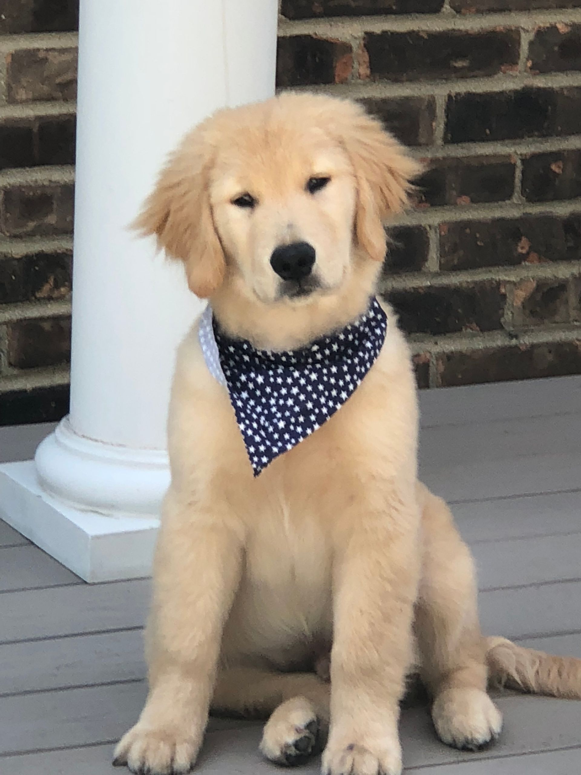 Golden retriever, akc, Breeder, legend golden retrievers, Golden retriever, akc, Breeder, legend golden retrievers, AKC, Breeder, AKC breeder, AKC breeder of Merit, Legend, Legenddogs, Legend Goldens, Legend golden retrievers, golden retriever, golden retriever puppies, golden retriever puppies for sale, golden retriever puppy, english cream golden retriever, mini golden retriever, red golden retriever, black golden retriever, white golden retriever, golden retriever puppies for sale near me, golden retriever puppies near me, english golden retriever, golden retriever price, golden retriever doggy, golden retriever for sale, golden retriever lifespan, miniature golden retriever, golden retriever breeders, baby golden retriever, cute golden retriever, golden retriever baby, golden retriever bf, golden retriever breeders near me, golden retriever dog, golden retriever near me, golden retriever vs labrador, puppy golden retriever, red golden retriever puppies, American golden retriever, golden retriever colors, golden retriever puppy near me, canadian golden retriever, cream golden retriever, field golden retriever, golden retriever breeder, golden retriever for sale near me, golden retriever puppies ohio, golden retriever weight, brown golden retriever, dark golden retriever, english cream golden retriever puppies for sale, golden retriever boy, golden retriever breeder near me, golden retriever energy, golden retriever personality, golden retriever pup for sale, golden retriever puppies nc, golden retriever puppy for sale, labrador vs golden retriever
AKC, Breeder, AKC breeder, AKC breeder of Merit, Legend, Legenddogs, Legend Goldens, Legend golden retrievers, golden retriever puppies, golden retriever puppies for sale, golden retriever puppy, golden retriever puppies for sale near me, golden retriever puppies near me, puppy golden retriever, red golden retriever puppies, golden retriever puppy near me, golden retriever puppies ohio, english cream golden retriever puppies for sale, golden retriever puppies nc, golden retriever puppy for sale, golden retriever puppies for sale $200, white golden retriever puppies, cute golden retriever puppies, english cream golden retriever puppies, golden retriever puppies indiana, golden retriever puppies mn, golden retriever puppies wisconsin, golden retriever puppy price, puppy for sale golden retriever, english golden retriever puppies, golden retriever puppies az, golden retriever puppies colorado, golden retriever puppies florida, golden retriever puppies georgia, golden retriever puppies oregon, golden retriever puppy for sale near me, labrador puppy vs golden retriever, red golden retriever puppies for sale, akc golden retriever puppies, golden retriever puppies iowa, golden retriever puppies price, black golden retriever puppy, cute golden retriever puppy, golden retriever puppies near me for sale, golden retriever puppies virginia, labrador golden retriever puppy, royal canin golden retriever puppy, cream golden retriever puppies, golden retriever puppies alabama, golden retriever puppies ct, golden retriever puppies houston, golden retriever puppies illinois, golden retriever puppies maine, golden retriever puppies michigan, golden retriever puppies photos, golden retriever puppies san diego, golden retriever puppies texas, golden retriever puppy photos, newborn golden retriever puppies, golden retriever puppies for sale in michigan, golden retriever puppies in michigan, golden retriever puppies for sale in ohio, AKC, Breeder, AKC breeder, AKC breeder of Merit, Legend, Legenddogs, Legend Goldens, Legend golden retrievers, , golden retriever puppies for sale, golden retriever puppies for sale near me, golden retriever for sale, golden retriever for sale near me, english cream golden retriever puppies for sale, golden retriever pup for sale, golden retriever puppy for sale, golden retriever puppies for sale $200, puppy for sale golden retriever, golden retriever puppy for sale near me, golden retriever pups for sale near me, red golden retriever puppies for sale, golden retriever sale, miniature golden retriever for sale, golden retriever puppies near me for sale, adult golden retriever for sale, english cream golden retriever for sale, english golden retriever puppies for sale, golden retriever dogs for sale, golden retriever near me for sale, red golden retriever for sale, english cream golden retriever puppies for sale near me, white golden retriever puppies for sale, golden retriever litter for sale, golden retriever puppies for sale in pa, golden retriever puppies for sale los angeles, miniature golden retriever for sale near me, black golden retriever puppies for sale, golden retriever on sale, golden retriever puppies for sale in michigan, golden retriever puppies for sale in mn, golden retriever puppies for sale in texas, baby golden retriever for sale, black golden retriever for sale, black golden retriever puppy for sale, english golden retriever for sale, golden retriever puppies for sale $500, golden retriever puppies for sale chicago, golden retriever puppies for sale in nc, golden retriever puppies for sale in nj, golden retriever puppies for sale in ohio, golden retriever puppies for sale near me under $500, golden retriever puppies sale, mini golden retriever for sale near me, small golden retriever for sale, dark red golden retriever puppies for sale, golden retriever puppies for sale in az, golden retriever puppies for sale in ct, golden retriever puppies for sale michigan, golden retriever puppies for sale ohio, golden retriever puppies in michigan for sale, golden retriever breeders, AKC, Breeder, AKC breeder, AKC breeder of Merit, Legend, Legenddogs, Legend Goldens, Legend golden retrievers, golden retriever breeders near me, golden retriever breeders florida, golden retriever breeders colorado, golden retriever breeders in ma, golden retriever breeders texas, best golden retriever breeders, english cream golden retriever breeders, golden retriever breeders georgia, golden retriever breeders in pa, golden retriever breeders nc, golden retriever breeders ohio, golden retriever breeders wisconsin, golden retriever breeders california, golden retriever breeders ct, golden retriever breeders illinois, golden retriever breeders michigan, golden retriever breeders mn, golden retriever breeders nj, golden retriever breeders indiana, golden retriever breeders va, red golden retriever breeders, golden retriever breeders az, golden retriever breeders in nh, golden retriever breeders maryland, golden retriever breeders ny, golden retriever breeders oregon, golden retriever breeders sc, golden retriever breeders washington, akc golden retriever breeders, english cream golden retriever breeders near me, english golden retriever breeders, golden retriever breeders north carolina, golden retriever dog breeders near me, mini golden retriever breeders, golden retriever breeders alabama, golden retriever breeders in iowa, golden retriever breeders in maine, golden retriever breeders in mn, golden retriever breeders in nc, golden retriever breeders in new england, golden retriever breeders in tn, golden retriever breeders minnesota, golden retriever breeders missouri, golden retriever breeders new england, golden retriever puppy breeders, wisconsin golden retriever breeders, field golden retriever breeders, golden retriever breeders houston,