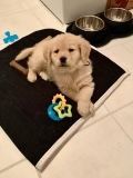 Golden retriever, akc, Breeder, legend golden retrievers, AKC, Breeder, AKC breeder, AKC breeder of Merit, Legend, Legenddogs, Legend Goldens, Legend golden retrievers, golden retriever, golden retriever puppies, golden retriever puppies for sale, golden retriever puppy, english cream golden retriever, mini golden retriever, red golden retriever, black golden retriever, white golden retriever, golden retriever puppies for sale near me, golden retriever puppies near me, english golden retriever, golden retriever price, golden retriever doggy, golden retriever for sale, golden retriever lifespan, miniature golden retriever, golden retriever breeders, baby golden retriever, cute golden retriever, golden retriever baby, golden retriever bf, golden retriever breeders near me, golden retriever dog, golden retriever near me, golden retriever vs labrador, puppy golden retriever, red golden retriever puppies, American golden retriever, golden retriever colors, golden retriever puppy near me, canadian golden retriever, cream golden retriever, field golden retriever, golden retriever breeder, golden retriever for sale near me, golden retriever puppies ohio, golden retriever weight, brown golden retriever, dark golden retriever, english cream golden retriever puppies for sale, golden retriever boy, golden retriever breeder near me, golden retriever energy, golden retriever personality, golden retriever pup for sale, golden retriever puppies nc, golden retriever puppy for sale, labrador vs golden retriever
AKC, Breeder, AKC breeder, AKC breeder of Merit, Legend, Legenddogs, Legend Goldens, Legend golden retrievers, golden retriever puppies, golden retriever puppies for sale, golden retriever puppy, golden retriever puppies for sale near me, golden retriever puppies near me, puppy golden retriever, red golden retriever puppies, golden retriever puppy near me, golden retriever puppies ohio, english cream golden retriever puppies for sale, golden retriever puppies nc, golden retriever puppy for sale, golden retriever puppies for sale $200, white golden retriever puppies, cute golden retriever puppies, english cream golden retriever puppies, golden retriever puppies indiana, golden retriever puppies mn, golden retriever puppies wisconsin, golden retriever puppy price, puppy for sale golden retriever, english golden retriever puppies, golden retriever puppies az, golden retriever puppies colorado, golden retriever puppies florida, golden retriever puppies georgia, golden retriever puppies oregon, golden retriever puppy for sale near me, labrador puppy vs golden retriever, red golden retriever puppies for sale, akc golden retriever puppies, golden retriever puppies iowa, golden retriever puppies price, black golden retriever puppy, cute golden retriever puppy, golden retriever puppies near me for sale, golden retriever puppies virginia, labrador golden retriever puppy, royal canin golden retriever puppy, cream golden retriever puppies, golden retriever puppies alabama, golden retriever puppies ct, golden retriever puppies houston, golden retriever puppies illinois, golden retriever puppies maine, golden retriever puppies michigan, golden retriever puppies photos, golden retriever puppies san diego, golden retriever puppies texas, golden retriever puppy photos, newborn golden retriever puppies, golden retriever puppies for sale in michigan, golden retriever puppies in michigan, golden retriever puppies for sale in ohio, AKC, Breeder, AKC breeder, AKC breeder of Merit, Legend, Legenddogs, Legend Goldens, Legend golden retrievers, , golden retriever puppies for sale, golden retriever puppies for sale near me, golden retriever for sale, golden retriever for sale near me, english cream golden retriever puppies for sale, golden retriever pup for sale, golden retriever puppy for sale, golden retriever puppies for sale $200, puppy for sale golden retriever, golden retriever puppy for sale near me, golden retriever pups for sale near me, red golden retriever puppies for sale, golden retriever sale, miniature golden retriever for sale, golden retriever puppies near me for sale, adult golden retriever for sale, english cream golden retriever for sale, english golden retriever puppies for sale, golden retriever dogs for sale, golden retriever near me for sale, red golden retriever for sale, english cream golden retriever puppies for sale near me, white golden retriever puppies for sale, golden retriever litter for sale, golden retriever puppies for sale in pa, golden retriever puppies for sale los angeles, miniature golden retriever for sale near me, black golden retriever puppies for sale, golden retriever on sale, golden retriever puppies for sale in michigan, golden retriever puppies for sale in mn, golden retriever puppies for sale in texas, baby golden retriever for sale, black golden retriever for sale, black golden retriever puppy for sale, english golden retriever for sale, golden retriever puppies for sale $500, golden retriever puppies for sale chicago, golden retriever puppies for sale in nc, golden retriever puppies for sale in nj, golden retriever puppies for sale in ohio, golden retriever puppies for sale near me under $500, golden retriever puppies sale, mini golden retriever for sale near me, small golden retriever for sale, dark red golden retriever puppies for sale, golden retriever puppies for sale in az, golden retriever puppies for sale in ct, golden retriever puppies for sale michigan, golden retriever puppies for sale ohio, golden retriever puppies in michigan for sale, golden retriever breeders, AKC, Breeder, AKC breeder, AKC breeder of Merit, Legend, Legenddogs, Legend Goldens, Legend golden retrievers, golden retriever breeders near me, golden retriever breeders florida, golden retriever breeders colorado, golden retriever breeders in ma, golden retriever breeders texas, best golden retriever breeders, english cream golden retriever breeders, golden retriever breeders georgia, golden retriever breeders in pa, golden retriever breeders nc, golden retriever breeders ohio, golden retriever breeders wisconsin, golden retriever breeders california, golden retriever breeders ct, golden retriever breeders illinois, golden retriever breeders michigan, golden retriever breeders mn, golden retriever breeders nj, golden retriever breeders indiana, golden retriever breeders va, red golden retriever breeders, golden retriever breeders az, golden retriever breeders in nh, golden retriever breeders maryland, golden retriever breeders ny, golden retriever breeders oregon, golden retriever breeders sc, golden retriever breeders washington, akc golden retriever breeders, english cream golden retriever breeders near me, english golden retriever breeders, golden retriever breeders north carolina, golden retriever dog breeders near me, mini golden retriever breeders, golden retriever breeders alabama, golden retriever breeders in iowa, golden retriever breeders in maine, golden retriever breeders in mn, golden retriever breeders in nc, golden retriever breeders in new england, golden retriever breeders in tn, golden retriever breeders minnesota, golden retriever breeders missouri, golden retriever breeders new england, golden retriever puppy breeders, wisconsin golden retriever breeders, field golden retriever breeders, golden retriever breeders houston,