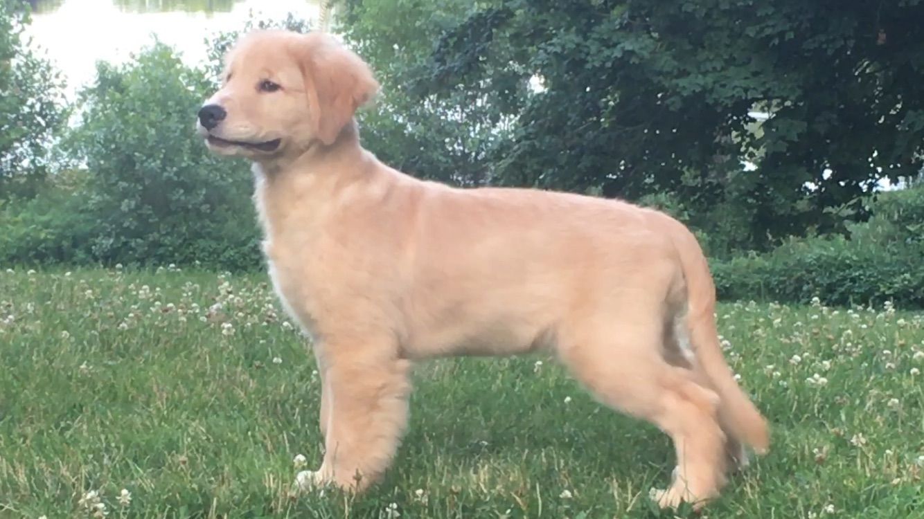 AKC Golden Retriever puppy