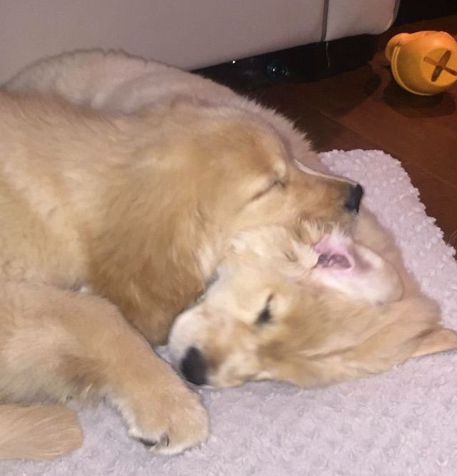 Legend Golden Retriever Puppy