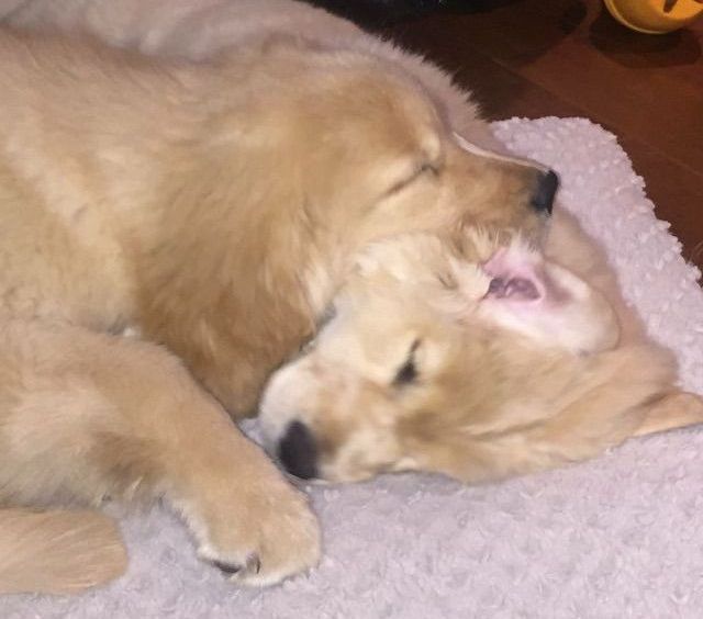 Golden retriever, akc, Breeder, legend golden retrievers, Golden retriever, akc, Breeder, legend golden retrievers, AKC, Breeder, AKC breeder, AKC breeder of Merit, Legend, Legenddogs, Legend Goldens, Legend golden retrievers, golden retriever, golden retriever puppies, golden retriever puppies for sale, golden retriever puppy, english cream golden retriever, mini golden retriever, red golden retriever, black golden retriever, white golden retriever, golden retriever puppies for sale near me, golden retriever puppies near me, english golden retriever, golden retriever price, golden retriever doggy, golden retriever for sale, golden retriever lifespan, miniature golden retriever, golden retriever breeders, baby golden retriever, cute golden retriever, golden retriever baby, golden retriever bf, golden retriever breeders near me, golden retriever dog, golden retriever near me, golden retriever vs labrador, puppy golden retriever, red golden retriever puppies, American golden retriever, golden retriever colors, golden retriever puppy near me, canadian golden retriever, cream golden retriever, field golden retriever, golden retriever breeder, golden retriever for sale near me, golden retriever puppies ohio, golden retriever weight, brown golden retriever, dark golden retriever, english cream golden retriever puppies for sale, golden retriever boy, golden retriever breeder near me, golden retriever energy, golden retriever personality, golden retriever pup for sale, golden retriever puppies nc, golden retriever puppy for sale, labrador vs golden retriever
AKC, Breeder, AKC breeder, AKC breeder of Merit, Legend, Legenddogs, Legend Goldens, Legend golden retrievers, golden retriever puppies, golden retriever puppies for sale, golden retriever puppy, golden retriever puppies for sale near me, golden retriever puppies near me, puppy golden retriever, red golden retriever puppies, golden retriever puppy near me, golden retriever puppies ohio, english cream golden retriever puppies for sale, golden retriever puppies nc, golden retriever puppy for sale, golden retriever puppies for sale $200, white golden retriever puppies, cute golden retriever puppies, english cream golden retriever puppies, golden retriever puppies indiana, golden retriever puppies mn, golden retriever puppies wisconsin, golden retriever puppy price, puppy for sale golden retriever, english golden retriever puppies, golden retriever puppies az, golden retriever puppies colorado, golden retriever puppies florida, golden retriever puppies georgia, golden retriever puppies oregon, golden retriever puppy for sale near me, labrador puppy vs golden retriever, red golden retriever puppies for sale, akc golden retriever puppies, golden retriever puppies iowa, golden retriever puppies price, black golden retriever puppy, cute golden retriever puppy, golden retriever puppies near me for sale, golden retriever puppies virginia, labrador golden retriever puppy, royal canin golden retriever puppy, cream golden retriever puppies, golden retriever puppies alabama, golden retriever puppies ct, golden retriever puppies houston, golden retriever puppies illinois, golden retriever puppies maine, golden retriever puppies michigan, golden retriever puppies photos, golden retriever puppies san diego, golden retriever puppies texas, golden retriever puppy photos, newborn golden retriever puppies, golden retriever puppies for sale in michigan, golden retriever puppies in michigan, golden retriever puppies for sale in ohio, AKC, Breeder, AKC breeder, AKC breeder of Merit, Legend, Legenddogs, Legend Goldens, Legend golden retrievers, , golden retriever puppies for sale, golden retriever puppies for sale near me, golden retriever for sale, golden retriever for sale near me, english cream golden retriever puppies for sale, golden retriever pup for sale, golden retriever puppy for sale, golden retriever puppies for sale $200, puppy for sale golden retriever, golden retriever puppy for sale near me, golden retriever pups for sale near me, red golden retriever puppies for sale, golden retriever sale, miniature golden retriever for sale, golden retriever puppies near me for sale, adult golden retriever for sale, english cream golden retriever for sale, english golden retriever puppies for sale, golden retriever dogs for sale, golden retriever near me for sale, red golden retriever for sale, english cream golden retriever puppies for sale near me, white golden retriever puppies for sale, golden retriever litter for sale, golden retriever puppies for sale in pa, golden retriever puppies for sale los angeles, miniature golden retriever for sale near me, black golden retriever puppies for sale, golden retriever on sale, golden retriever puppies for sale in michigan, golden retriever puppies for sale in mn, golden retriever puppies for sale in texas, baby golden retriever for sale, black golden retriever for sale, black golden retriever puppy for sale, english golden retriever for sale, golden retriever puppies for sale $500, golden retriever puppies for sale chicago, golden retriever puppies for sale in nc, golden retriever puppies for sale in nj, golden retriever puppies for sale in ohio, golden retriever puppies for sale near me under $500, golden retriever puppies sale, mini golden retriever for sale near me, small golden retriever for sale, dark red golden retriever puppies for sale, golden retriever puppies for sale in az, golden retriever puppies for sale in ct, golden retriever puppies for sale michigan, golden retriever puppies for sale ohio, golden retriever puppies in michigan for sale, golden retriever breeders, AKC, Breeder, AKC breeder, AKC breeder of Merit, Legend, Legenddogs, Legend Goldens, Legend golden retrievers, golden retriever breeders near me, golden retriever breeders florida, golden retriever breeders colorado, golden retriever breeders in ma, golden retriever breeders texas, best golden retriever breeders, english cream golden retriever breeders, golden retriever breeders georgia, golden retriever breeders in pa, golden retriever breeders nc, golden retriever breeders ohio, golden retriever breeders wisconsin, golden retriever breeders california, golden retriever breeders ct, golden retriever breeders illinois, golden retriever breeders michigan, golden retriever breeders mn, golden retriever breeders nj, golden retriever breeders indiana, golden retriever breeders va, red golden retriever breeders, golden retriever breeders az, golden retriever breeders in nh, golden retriever breeders maryland, golden retriever breeders ny, golden retriever breeders oregon, golden retriever breeders sc, golden retriever breeders washington, akc golden retriever breeders, english cream golden retriever breeders near me, english golden retriever breeders, golden retriever breeders north carolina, golden retriever dog breeders near me, mini golden retriever breeders, golden retriever breeders alabama, golden retriever breeders in iowa, golden retriever breeders in maine, golden retriever breeders in mn, golden retriever breeders in nc, golden retriever breeders in new england, golden retriever breeders in tn, golden retriever breeders minnesota, golden retriever breeders missouri, golden retriever breeders new england, golden retriever puppy breeders, wisconsin golden retriever breeders, field golden retriever breeders, golden retriever breeders houston,