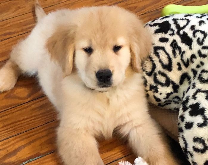 Legend Golden Retriever Puppy