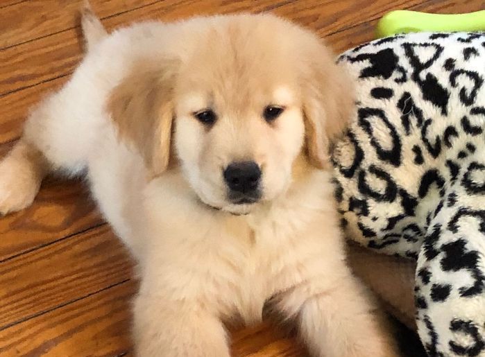 Golden retriever, akc, Breeder, legend golden retrievers, Golden retriever, akc, Breeder, legend golden retrievers, AKC, Breeder, AKC breeder, AKC breeder of Merit, Legend, Legenddogs, Legend Goldens, Legend golden retrievers, golden retriever, golden retriever puppies, golden retriever puppies for sale, golden retriever puppy, english cream golden retriever, mini golden retriever, red golden retriever, black golden retriever, white golden retriever, golden retriever puppies for sale near me, golden retriever puppies near me, english golden retriever, golden retriever price, golden retriever doggy, golden retriever for sale, golden retriever lifespan, miniature golden retriever, golden retriever breeders, baby golden retriever, cute golden retriever, golden retriever baby, golden retriever bf, golden retriever breeders near me, golden retriever dog, golden retriever near me, golden retriever vs labrador, puppy golden retriever, red golden retriever puppies, American golden retriever, golden retriever colors, golden retriever puppy near me, canadian golden retriever, cream golden retriever, field golden retriever, golden retriever breeder, golden retriever for sale near me, golden retriever puppies ohio, golden retriever weight, brown golden retriever, dark golden retriever, english cream golden retriever puppies for sale, golden retriever boy, golden retriever breeder near me, golden retriever energy, golden retriever personality, golden retriever pup for sale, golden retriever puppies nc, golden retriever puppy for sale, labrador vs golden retriever
AKC, Breeder, AKC breeder, AKC breeder of Merit, Legend, Legenddogs, Legend Goldens, Legend golden retrievers, golden retriever puppies, golden retriever puppies for sale, golden retriever puppy, golden retriever puppies for sale near me, golden retriever puppies near me, puppy golden retriever, red golden retriever puppies, golden retriever puppy near me, golden retriever puppies ohio, english cream golden retriever puppies for sale, golden retriever puppies nc, golden retriever puppy for sale, golden retriever puppies for sale $200, white golden retriever puppies, cute golden retriever puppies, english cream golden retriever puppies, golden retriever puppies indiana, golden retriever puppies mn, golden retriever puppies wisconsin, golden retriever puppy price, puppy for sale golden retriever, english golden retriever puppies, golden retriever puppies az, golden retriever puppies colorado, golden retriever puppies florida, golden retriever puppies georgia, golden retriever puppies oregon, golden retriever puppy for sale near me, labrador puppy vs golden retriever, red golden retriever puppies for sale, akc golden retriever puppies, golden retriever puppies iowa, golden retriever puppies price, black golden retriever puppy, cute golden retriever puppy, golden retriever puppies near me for sale, golden retriever puppies virginia, labrador golden retriever puppy, royal canin golden retriever puppy, cream golden retriever puppies, golden retriever puppies alabama, golden retriever puppies ct, golden retriever puppies houston, golden retriever puppies illinois, golden retriever puppies maine, golden retriever puppies michigan, golden retriever puppies photos, golden retriever puppies san diego, golden retriever puppies texas, golden retriever puppy photos, newborn golden retriever puppies, golden retriever puppies for sale in michigan, golden retriever puppies in michigan, golden retriever puppies for sale in ohio, AKC, Breeder, AKC breeder, AKC breeder of Merit, Legend, Legenddogs, Legend Goldens, Legend golden retrievers, , golden retriever puppies for sale, golden retriever puppies for sale near me, golden retriever for sale, golden retriever for sale near me, english cream golden retriever puppies for sale, golden retriever pup for sale, golden retriever puppy for sale, golden retriever puppies for sale $200, puppy for sale golden retriever, golden retriever puppy for sale near me, golden retriever pups for sale near me, red golden retriever puppies for sale, golden retriever sale, miniature golden retriever for sale, golden retriever puppies near me for sale, adult golden retriever for sale, english cream golden retriever for sale, english golden retriever puppies for sale, golden retriever dogs for sale, golden retriever near me for sale, red golden retriever for sale, english cream golden retriever puppies for sale near me, white golden retriever puppies for sale, golden retriever litter for sale, golden retriever puppies for sale in pa, golden retriever puppies for sale los angeles, miniature golden retriever for sale near me, black golden retriever puppies for sale, golden retriever on sale, golden retriever puppies for sale in michigan, golden retriever puppies for sale in mn, golden retriever puppies for sale in texas, baby golden retriever for sale, black golden retriever for sale, black golden retriever puppy for sale, english golden retriever for sale, golden retriever puppies for sale $500, golden retriever puppies for sale chicago, golden retriever puppies for sale in nc, golden retriever puppies for sale in nj, golden retriever puppies for sale in ohio, golden retriever puppies for sale near me under $500, golden retriever puppies sale, mini golden retriever for sale near me, small golden retriever for sale, dark red golden retriever puppies for sale, golden retriever puppies for sale in az, golden retriever puppies for sale in ct, golden retriever puppies for sale michigan, golden retriever puppies for sale ohio, golden retriever puppies in michigan for sale, golden retriever breeders, AKC, Breeder, AKC breeder, AKC breeder of Merit, Legend, Legenddogs, Legend Goldens, Legend golden retrievers, golden retriever breeders near me, golden retriever breeders florida, golden retriever breeders colorado, golden retriever breeders in ma, golden retriever breeders texas, best golden retriever breeders, english cream golden retriever breeders, golden retriever breeders georgia, golden retriever breeders in pa, golden retriever breeders nc, golden retriever breeders ohio, golden retriever breeders wisconsin, golden retriever breeders california, golden retriever breeders ct, golden retriever breeders illinois, golden retriever breeders michigan, golden retriever breeders mn, golden retriever breeders nj, golden retriever breeders indiana, golden retriever breeders va, red golden retriever breeders, golden retriever breeders az, golden retriever breeders in nh, golden retriever breeders maryland, golden retriever breeders ny, golden retriever breeders oregon, golden retriever breeders sc, golden retriever breeders washington, akc golden retriever breeders, english cream golden retriever breeders near me, english golden retriever breeders, golden retriever breeders north carolina, golden retriever dog breeders near me, mini golden retriever breeders, golden retriever breeders alabama, golden retriever breeders in iowa, golden retriever breeders in maine, golden retriever breeders in mn, golden retriever breeders in nc, golden retriever breeders in new england, golden retriever breeders in tn, golden retriever breeders minnesota, golden retriever breeders missouri, golden retriever breeders new england, golden retriever puppy breeders, wisconsin golden retriever breeders, field golden retriever breeders, golden retriever breeders houston,