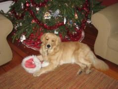 Golden retriever, akc, Breeder, legend golden retrievers, AKC, Breeder, AKC breeder, AKC breeder of Merit, Legend, Legenddogs, Legend Goldens, Legend golden retrievers, golden retriever, golden retriever puppies, golden retriever puppies for sale, golden retriever puppy, english cream golden retriever, mini golden retriever, red golden retriever, black golden retriever, white golden retriever, golden retriever puppies for sale near me, golden retriever puppies near me, english golden retriever, golden retriever price, golden retriever doggy, golden retriever for sale, golden retriever lifespan, miniature golden retriever, golden retriever breeders, baby golden retriever, cute golden retriever, golden retriever baby, golden retriever bf, golden retriever breeders near me, golden retriever dog, golden retriever near me, golden retriever vs labrador, puppy golden retriever, red golden retriever puppies, American golden retriever, golden retriever colors, golden retriever puppy near me, canadian golden retriever, cream golden retriever, field golden retriever, golden retriever breeder, golden retriever for sale near me, golden retriever puppies ohio, golden retriever weight, brown golden retriever, dark golden retriever, english cream golden retriever puppies for sale, golden retriever boy, golden retriever breeder near me, golden retriever energy, golden retriever personality, golden retriever pup for sale, golden retriever puppies nc, golden retriever puppy for sale, labrador vs golden retriever
AKC, Breeder, AKC breeder, AKC breeder of Merit, Legend, Legenddogs, Legend Goldens, Legend golden retrievers, golden retriever puppies, golden retriever puppies for sale, golden retriever puppy, golden retriever puppies for sale near me, golden retriever puppies near me, puppy golden retriever, red golden retriever puppies, golden retriever puppy near me, golden retriever puppies ohio, english cream golden retriever puppies for sale, golden retriever puppies nc, golden retriever puppy for sale, golden retriever puppies for sale $200, white golden retriever puppies, cute golden retriever puppies, english cream golden retriever puppies, golden retriever puppies indiana, golden retriever puppies mn, golden retriever puppies wisconsin, golden retriever puppy price, puppy for sale golden retriever, english golden retriever puppies, golden retriever puppies az, golden retriever puppies colorado, golden retriever puppies florida, golden retriever puppies georgia, golden retriever puppies oregon, golden retriever puppy for sale near me, labrador puppy vs golden retriever, red golden retriever puppies for sale, akc golden retriever puppies, golden retriever puppies iowa, golden retriever puppies price, black golden retriever puppy, cute golden retriever puppy, golden retriever puppies near me for sale, golden retriever puppies virginia, labrador golden retriever puppy, royal canin golden retriever puppy, cream golden retriever puppies, golden retriever puppies alabama, golden retriever puppies ct, golden retriever puppies houston, golden retriever puppies illinois, golden retriever puppies maine, golden retriever puppies michigan, golden retriever puppies photos, golden retriever puppies san diego, golden retriever puppies texas, golden retriever puppy photos, newborn golden retriever puppies, golden retriever puppies for sale in michigan, golden retriever puppies in michigan, golden retriever puppies for sale in ohio, AKC, Breeder, AKC breeder, AKC breeder of Merit, Legend, Legenddogs, Legend Goldens, Legend golden retrievers, , golden retriever puppies for sale, golden retriever puppies for sale near me, golden retriever for sale, golden retriever for sale near me, english cream golden retriever puppies for sale, golden retriever pup for sale, golden retriever puppy for sale, golden retriever puppies for sale $200, puppy for sale golden retriever, golden retriever puppy for sale near me, golden retriever pups for sale near me, red golden retriever puppies for sale, golden retriever sale, miniature golden retriever for sale, golden retriever puppies near me for sale, adult golden retriever for sale, english cream golden retriever for sale, english golden retriever puppies for sale, golden retriever dogs for sale, golden retriever near me for sale, red golden retriever for sale, english cream golden retriever puppies for sale near me, white golden retriever puppies for sale, golden retriever litter for sale, golden retriever puppies for sale in pa, golden retriever puppies for sale los angeles, miniature golden retriever for sale near me, black golden retriever puppies for sale, golden retriever on sale, golden retriever puppies for sale in michigan, golden retriever puppies for sale in mn, golden retriever puppies for sale in texas, baby golden retriever for sale, black golden retriever for sale, black golden retriever puppy for sale, english golden retriever for sale, golden retriever puppies for sale $500, golden retriever puppies for sale chicago, golden retriever puppies for sale in nc, golden retriever puppies for sale in nj, golden retriever puppies for sale in ohio, golden retriever puppies for sale near me under $500, golden retriever puppies sale, mini golden retriever for sale near me, small golden retriever for sale, dark red golden retriever puppies for sale, golden retriever puppies for sale in az, golden retriever puppies for sale in ct, golden retriever puppies for sale michigan, golden retriever puppies for sale ohio, golden retriever puppies in michigan for sale, golden retriever breeders, AKC, Breeder, AKC breeder, AKC breeder of Merit, Legend, Legenddogs, Legend Goldens, Legend golden retrievers, golden retriever breeders near me, golden retriever breeders florida, golden retriever breeders colorado, golden retriever breeders in ma, golden retriever breeders texas, best golden retriever breeders, english cream golden retriever breeders, golden retriever breeders georgia, golden retriever breeders in pa, golden retriever breeders nc, golden retriever breeders ohio, golden retriever breeders wisconsin, golden retriever breeders california, golden retriever breeders ct, golden retriever breeders illinois, golden retriever breeders michigan, golden retriever breeders mn, golden retriever breeders nj, golden retriever breeders indiana, golden retriever breeders va, red golden retriever breeders, golden retriever breeders az, golden retriever breeders in nh, golden retriever breeders maryland, golden retriever breeders ny, golden retriever breeders oregon, golden retriever breeders sc, golden retriever breeders washington, akc golden retriever breeders, english cream golden retriever breeders near me, english golden retriever breeders, golden retriever breeders north carolina, golden retriever dog breeders near me, mini golden retriever breeders, golden retriever breeders alabama, golden retriever breeders in iowa, golden retriever breeders in maine, golden retriever breeders in mn, golden retriever breeders in nc, golden retriever breeders in new england, golden retriever breeders in tn, golden retriever breeders minnesota, golden retriever breeders missouri, golden retriever breeders new england, golden retriever puppy breeders, wisconsin golden retriever breeders, field golden retriever breeders, golden retriever breeders houston,