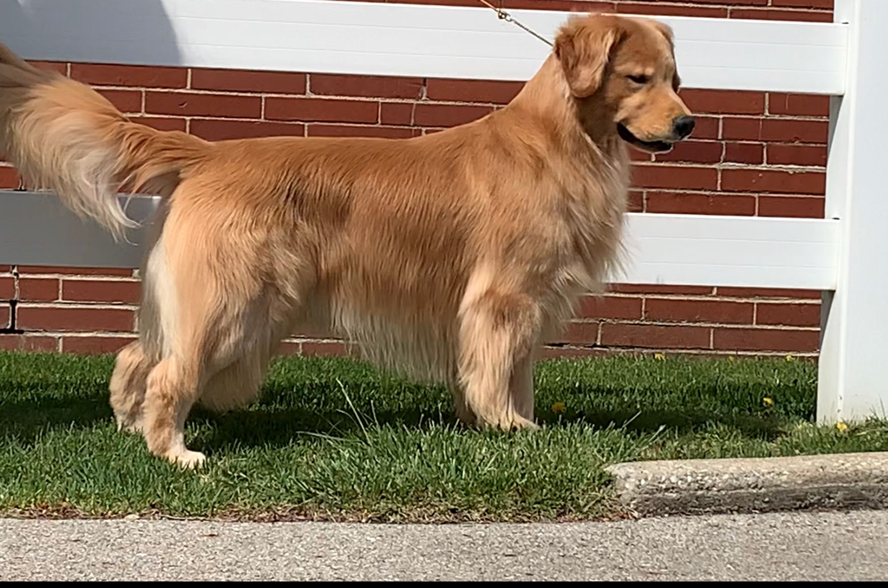akc breeder of merit golden retriever