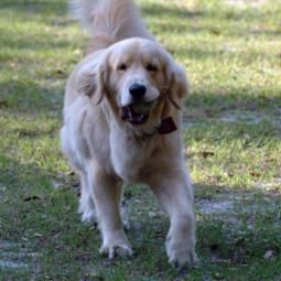 Golden retriever, akc, Breeder, legend golden retrievers, AKC, Breeder, AKC breeder, AKC breeder of Merit, Legend, Legenddogs, Legend Goldens, Legend golden retrievers, golden retriever, golden retriever puppies, golden retriever puppies for sale, golden retriever puppy, english cream golden retriever, mini golden retriever, red golden retriever, black golden retriever, white golden retriever, golden retriever puppies for sale near me, golden retriever puppies near me, english golden retriever, golden retriever price, golden retriever doggy, golden retriever for sale, golden retriever lifespan, miniature golden retriever, golden retriever breeders, baby golden retriever, cute golden retriever, golden retriever baby, golden retriever bf, golden retriever breeders near me, golden retriever dog, golden retriever near me, golden retriever vs labrador, puppy golden retriever, red golden retriever puppies, American golden retriever, golden retriever colors, golden retriever puppy near me, canadian golden retriever, cream golden retriever, field golden retriever, golden retriever breeder, golden retriever for sale near me, golden retriever puppies ohio, golden retriever weight, brown golden retriever, dark golden retriever, english cream golden retriever puppies for sale, golden retriever boy, golden retriever breeder near me, golden retriever energy, golden retriever personality, golden retriever pup for sale, golden retriever puppies nc, golden retriever puppy for sale, labrador vs golden retriever
AKC, Breeder, AKC breeder, AKC breeder of Merit, Legend, Legenddogs, Legend Goldens, Legend golden retrievers, golden retriever puppies, golden retriever puppies for sale, golden retriever puppy, golden retriever puppies for sale near me, golden retriever puppies near me, puppy golden retriever, red golden retriever puppies, golden retriever puppy near me, golden retriever puppies ohio, english cream golden retriever puppies for sale, golden retriever puppies nc, golden retriever puppy for sale, golden retriever puppies for sale $200, white golden retriever puppies, cute golden retriever puppies, english cream golden retriever puppies, golden retriever puppies indiana, golden retriever puppies mn, golden retriever puppies wisconsin, golden retriever puppy price, puppy for sale golden retriever, english golden retriever puppies, golden retriever puppies az, golden retriever puppies colorado, golden retriever puppies florida, golden retriever puppies georgia, golden retriever puppies oregon, golden retriever puppy for sale near me, labrador puppy vs golden retriever, red golden retriever puppies for sale, akc golden retriever puppies, golden retriever puppies iowa, golden retriever puppies price, black golden retriever puppy, cute golden retriever puppy, golden retriever puppies near me for sale, golden retriever puppies virginia, labrador golden retriever puppy, royal canin golden retriever puppy, cream golden retriever puppies, golden retriever puppies alabama, golden retriever puppies ct, golden retriever puppies houston, golden retriever puppies illinois, golden retriever puppies maine, golden retriever puppies michigan, golden retriever puppies photos, golden retriever puppies san diego, golden retriever puppies texas, golden retriever puppy photos, newborn golden retriever puppies, golden retriever puppies for sale in michigan, golden retriever puppies in michigan, golden retriever puppies for sale in ohio, AKC, Breeder, AKC breeder, AKC breeder of Merit, Legend, Legenddogs, Legend Goldens, Legend golden retrievers, , golden retriever puppies for sale, golden retriever puppies for sale near me, golden retriever for sale, golden retriever for sale near me, english cream golden retriever puppies for sale, golden retriever pup for sale, golden retriever puppy for sale, golden retriever puppies for sale $200, puppy for sale golden retriever, golden retriever puppy for sale near me, golden retriever pups for sale near me, red golden retriever puppies for sale, golden retriever sale, miniature golden retriever for sale, golden retriever puppies near me for sale, adult golden retriever for sale, english cream golden retriever for sale, english golden retriever puppies for sale, golden retriever dogs for sale, golden retriever near me for sale, red golden retriever for sale, english cream golden retriever puppies for sale near me, white golden retriever puppies for sale, golden retriever litter for sale, golden retriever puppies for sale in pa, golden retriever puppies for sale los angeles, miniature golden retriever for sale near me, black golden retriever puppies for sale, golden retriever on sale, golden retriever puppies for sale in michigan, golden retriever puppies for sale in mn, golden retriever puppies for sale in texas, baby golden retriever for sale, black golden retriever for sale, black golden retriever puppy for sale, english golden retriever for sale, golden retriever puppies for sale $500, golden retriever puppies for sale chicago, golden retriever puppies for sale in nc, golden retriever puppies for sale in nj, golden retriever puppies for sale in ohio, golden retriever puppies for sale near me under $500, golden retriever puppies sale, mini golden retriever for sale near me, small golden retriever for sale, dark red golden retriever puppies for sale, golden retriever puppies for sale in az, golden retriever puppies for sale in ct, golden retriever puppies for sale michigan, golden retriever puppies for sale ohio, golden retriever puppies in michigan for sale, golden retriever breeders, AKC, Breeder, AKC breeder, AKC breeder of Merit, Legend, Legenddogs, Legend Goldens, Legend golden retrievers, golden retriever breeders near me, golden retriever breeders florida, golden retriever breeders colorado, golden retriever breeders in ma, golden retriever breeders texas, best golden retriever breeders, english cream golden retriever breeders, golden retriever breeders georgia, golden retriever breeders in pa, golden retriever breeders nc, golden retriever breeders ohio, golden retriever breeders wisconsin, golden retriever breeders california, golden retriever breeders ct, golden retriever breeders illinois, golden retriever breeders michigan, golden retriever breeders mn, golden retriever breeders nj, golden retriever breeders indiana, golden retriever breeders va, red golden retriever breeders, golden retriever breeders az, golden retriever breeders in nh, golden retriever breeders maryland, golden retriever breeders ny, golden retriever breeders oregon, golden retriever breeders sc, golden retriever breeders washington, akc golden retriever breeders, english cream golden retriever breeders near me, english golden retriever breeders, golden retriever breeders north carolina, golden retriever dog breeders near me, mini golden retriever breeders, golden retriever breeders alabama, golden retriever breeders in iowa, golden retriever breeders in maine, golden retriever breeders in mn, golden retriever breeders in nc, golden retriever breeders in new england, golden retriever breeders in tn, golden retriever breeders minnesota, golden retriever breeders missouri, golden retriever breeders new england, golden retriever puppy breeders, wisconsin golden retriever breeders, field golden retriever breeders, golden retriever breeders houston,