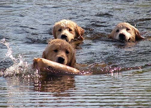 Golden retriever, akc, Breeder, legend golden retrievers, AKC, Breeder, AKC breeder, AKC breeder of Merit, Legend, Legenddogs, Legend Goldens, Legend golden retrievers, golden retriever, golden retriever puppies, golden retriever puppies for sale, golden retriever puppy, english cream golden retriever, mini golden retriever, red golden retriever, black golden retriever, white golden retriever, golden retriever puppies for sale near me, golden retriever puppies near me, english golden retriever, golden retriever price, golden retriever doggy, golden retriever for sale, golden retriever lifespan, miniature golden retriever, golden retriever breeders, baby golden retriever, cute golden retriever, golden retriever baby, golden retriever bf, golden retriever breeders near me, golden retriever dog, golden retriever near me, golden retriever vs labrador, puppy golden retriever, red golden retriever puppies, American golden retriever, golden retriever colors, golden retriever puppy near me, canadian golden retriever, cream golden retriever, field golden retriever, golden retriever breeder, golden retriever for sale near me, golden retriever puppies ohio, golden retriever weight, brown golden retriever, dark golden retriever, english cream golden retriever puppies for sale, golden retriever boy, golden retriever breeder near me, golden retriever energy, golden retriever personality, golden retriever pup for sale, golden retriever puppies nc, golden retriever puppy for sale, labrador vs golden retriever
AKC, Breeder, AKC breeder, AKC breeder of Merit, Legend, Legenddogs, Legend Goldens, Legend golden retrievers, golden retriever puppies, golden retriever puppies for sale, golden retriever puppy, golden retriever puppies for sale near me, golden retriever puppies near me, puppy golden retriever, red golden retriever puppies, golden retriever puppy near me, golden retriever puppies ohio, english cream golden retriever puppies for sale, golden retriever puppies nc, golden retriever puppy for sale, golden retriever puppies for sale $200, white golden retriever puppies, cute golden retriever puppies, english cream golden retriever puppies, golden retriever puppies indiana, golden retriever puppies mn, golden retriever puppies wisconsin, golden retriever puppy price, puppy for sale golden retriever, english golden retriever puppies, golden retriever puppies az, golden retriever puppies colorado, golden retriever puppies florida, golden retriever puppies georgia, golden retriever puppies oregon, golden retriever puppy for sale near me, labrador puppy vs golden retriever, red golden retriever puppies for sale, akc golden retriever puppies, golden retriever puppies iowa, golden retriever puppies price, black golden retriever puppy, cute golden retriever puppy, golden retriever puppies near me for sale, golden retriever puppies virginia, labrador golden retriever puppy, royal canin golden retriever puppy, cream golden retriever puppies, golden retriever puppies alabama, golden retriever puppies ct, golden retriever puppies houston, golden retriever puppies illinois, golden retriever puppies maine, golden retriever puppies michigan, golden retriever puppies photos, golden retriever puppies san diego, golden retriever puppies texas, golden retriever puppy photos, newborn golden retriever puppies, golden retriever puppies for sale in michigan, golden retriever puppies in michigan, golden retriever puppies for sale in ohio, AKC, Breeder, AKC breeder, AKC breeder of Merit, Legend, Legenddogs, Legend Goldens, Legend golden retrievers, , golden retriever puppies for sale, golden retriever puppies for sale near me, golden retriever for sale, golden retriever for sale near me, english cream golden retriever puppies for sale, golden retriever pup for sale, golden retriever puppy for sale, golden retriever puppies for sale $200, puppy for sale golden retriever, golden retriever puppy for sale near me, golden retriever pups for sale near me, red golden retriever puppies for sale, golden retriever sale, miniature golden retriever for sale, golden retriever puppies near me for sale, adult golden retriever for sale, english cream golden retriever for sale, english golden retriever puppies for sale, golden retriever dogs for sale, golden retriever near me for sale, red golden retriever for sale, english cream golden retriever puppies for sale near me, white golden retriever puppies for sale, golden retriever litter for sale, golden retriever puppies for sale in pa, golden retriever puppies for sale los angeles, miniature golden retriever for sale near me, black golden retriever puppies for sale, golden retriever on sale, golden retriever puppies for sale in michigan, golden retriever puppies for sale in mn, golden retriever puppies for sale in texas, baby golden retriever for sale, black golden retriever for sale, black golden retriever puppy for sale, english golden retriever for sale, golden retriever puppies for sale $500, golden retriever puppies for sale chicago, golden retriever puppies for sale in nc, golden retriever puppies for sale in nj, golden retriever puppies for sale in ohio, golden retriever puppies for sale near me under $500, golden retriever puppies sale, mini golden retriever for sale near me, small golden retriever for sale, dark red golden retriever puppies for sale, golden retriever puppies for sale in az, golden retriever puppies for sale in ct, golden retriever puppies for sale michigan, golden retriever puppies for sale ohio, golden retriever puppies in michigan for sale, golden retriever breeders, AKC, Breeder, AKC breeder, AKC breeder of Merit, Legend, Legenddogs, Legend Goldens, Legend golden retrievers, golden retriever breeders near me, golden retriever breeders florida, golden retriever breeders colorado, golden retriever breeders in ma, golden retriever breeders texas, best golden retriever breeders, english cream golden retriever breeders, golden retriever breeders georgia, golden retriever breeders in pa, golden retriever breeders nc, golden retriever breeders ohio, golden retriever breeders wisconsin, golden retriever breeders california, golden retriever breeders ct, golden retriever breeders illinois, golden retriever breeders michigan, golden retriever breeders mn, golden retriever breeders nj, golden retriever breeders indiana, golden retriever breeders va, red golden retriever breeders, golden retriever breeders az, golden retriever breeders in nh, golden retriever breeders maryland, golden retriever breeders ny, golden retriever breeders oregon, golden retriever breeders sc, golden retriever breeders washington, akc golden retriever breeders, english cream golden retriever breeders near me, english golden retriever breeders, golden retriever breeders north carolina, golden retriever dog breeders near me, mini golden retriever breeders, golden retriever breeders alabama, golden retriever breeders in iowa, golden retriever breeders in maine, golden retriever breeders in mn, golden retriever breeders in nc, golden retriever breeders in new england, golden retriever breeders in tn, golden retriever breeders minnesota, golden retriever breeders missouri, golden retriever breeders new england, golden retriever puppy breeders, wisconsin golden retriever breeders, field golden retriever breeders, golden retriever breeders houston,