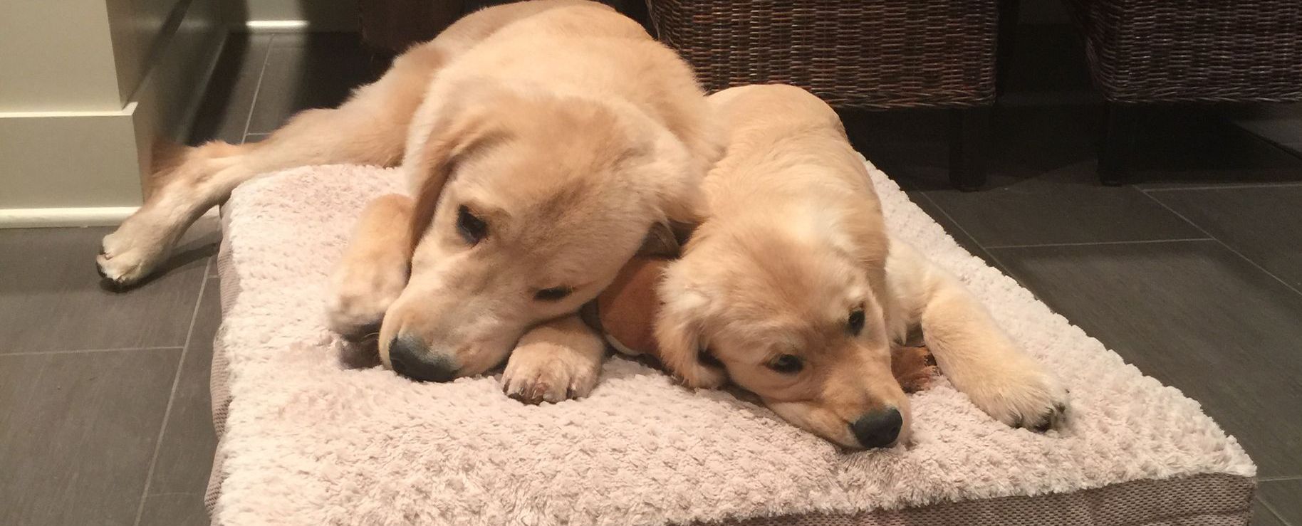 Golden retriever, akc, Breeder, legend golden retrievers, Golden retriever, akc, Breeder, legend golden retrievers, AKC, Breeder, AKC breeder, AKC breeder of Merit, Legend, Legenddogs, Legend Goldens, Legend golden retrievers, golden retriever, golden retriever puppies, golden retriever puppies for sale, golden retriever puppy, english cream golden retriever, mini golden retriever, red golden retriever, black golden retriever, white golden retriever, golden retriever puppies for sale near me, golden retriever puppies near me, english golden retriever, golden retriever price, golden retriever doggy, golden retriever for sale, golden retriever lifespan, miniature golden retriever, golden retriever breeders, baby golden retriever, cute golden retriever, golden retriever baby, golden retriever bf, golden retriever breeders near me, golden retriever dog, golden retriever near me, golden retriever vs labrador, puppy golden retriever, red golden retriever puppies, American golden retriever, golden retriever colors, golden retriever puppy near me, canadian golden retriever, cream golden retriever, field golden retriever, golden retriever breeder, golden retriever for sale near me, golden retriever puppies ohio, golden retriever weight, brown golden retriever, dark golden retriever, english cream golden retriever puppies for sale, golden retriever boy, golden retriever breeder near me, golden retriever energy, golden retriever personality, golden retriever pup for sale, golden retriever puppies nc, golden retriever puppy for sale, labrador vs golden retriever
AKC, Breeder, AKC breeder, AKC breeder of Merit, Legend, Legenddogs, Legend Goldens, Legend golden retrievers, golden retriever puppies, golden retriever puppies for sale, golden retriever puppy, golden retriever puppies for sale near me, golden retriever puppies near me, puppy golden retriever, red golden retriever puppies, golden retriever puppy near me, golden retriever puppies ohio, english cream golden retriever puppies for sale, golden retriever puppies nc, golden retriever puppy for sale, golden retriever puppies for sale $200, white golden retriever puppies, cute golden retriever puppies, english cream golden retriever puppies, golden retriever puppies indiana, golden retriever puppies mn, golden retriever puppies wisconsin, golden retriever puppy price, puppy for sale golden retriever, english golden retriever puppies, golden retriever puppies az, golden retriever puppies colorado, golden retriever puppies florida, golden retriever puppies georgia, golden retriever puppies oregon, golden retriever puppy for sale near me, labrador puppy vs golden retriever, red golden retriever puppies for sale, akc golden retriever puppies, golden retriever puppies iowa, golden retriever puppies price, black golden retriever puppy, cute golden retriever puppy, golden retriever puppies near me for sale, golden retriever puppies virginia, labrador golden retriever puppy, royal canin golden retriever puppy, cream golden retriever puppies, golden retriever puppies alabama, golden retriever puppies ct, golden retriever puppies houston, golden retriever puppies illinois, golden retriever puppies maine, golden retriever puppies michigan, golden retriever puppies photos, golden retriever puppies san diego, golden retriever puppies texas, golden retriever puppy photos, newborn golden retriever puppies, golden retriever puppies for sale in michigan, golden retriever puppies in michigan, golden retriever puppies for sale in ohio, AKC, Breeder, AKC breeder, AKC breeder of Merit, Legend, Legenddogs, Legend Goldens, Legend golden retrievers, , golden retriever puppies for sale, golden retriever puppies for sale near me, golden retriever for sale, golden retriever for sale near me, english cream golden retriever puppies for sale, golden retriever pup for sale, golden retriever puppy for sale, golden retriever puppies for sale $200, puppy for sale golden retriever, golden retriever puppy for sale near me, golden retriever pups for sale near me, red golden retriever puppies for sale, golden retriever sale, miniature golden retriever for sale, golden retriever puppies near me for sale, adult golden retriever for sale, english cream golden retriever for sale, english golden retriever puppies for sale, golden retriever dogs for sale, golden retriever near me for sale, red golden retriever for sale, english cream golden retriever puppies for sale near me, white golden retriever puppies for sale, golden retriever litter for sale, golden retriever puppies for sale in pa, golden retriever puppies for sale los angeles, miniature golden retriever for sale near me, black golden retriever puppies for sale, golden retriever on sale, golden retriever puppies for sale in michigan, golden retriever puppies for sale in mn, golden retriever puppies for sale in texas, baby golden retriever for sale, black golden retriever for sale, black golden retriever puppy for sale, english golden retriever for sale, golden retriever puppies for sale $500, golden retriever puppies for sale chicago, golden retriever puppies for sale in nc, golden retriever puppies for sale in nj, golden retriever puppies for sale in ohio, golden retriever puppies for sale near me under $500, golden retriever puppies sale, mini golden retriever for sale near me, small golden retriever for sale, dark red golden retriever puppies for sale, golden retriever puppies for sale in az, golden retriever puppies for sale in ct, golden retriever puppies for sale michigan, golden retriever puppies for sale ohio, golden retriever puppies in michigan for sale, golden retriever breeders, AKC, Breeder, AKC breeder, AKC breeder of Merit, Legend, Legenddogs, Legend Goldens, Legend golden retrievers, golden retriever breeders near me, golden retriever breeders florida, golden retriever breeders colorado, golden retriever breeders in ma, golden retriever breeders texas, best golden retriever breeders, english cream golden retriever breeders, golden retriever breeders georgia, golden retriever breeders in pa, golden retriever breeders nc, golden retriever breeders ohio, golden retriever breeders wisconsin, golden retriever breeders california, golden retriever breeders ct, golden retriever breeders illinois, golden retriever breeders michigan, golden retriever breeders mn, golden retriever breeders nj, golden retriever breeders indiana, golden retriever breeders va, red golden retriever breeders, golden retriever breeders az, golden retriever breeders in nh, golden retriever breeders maryland, golden retriever breeders ny, golden retriever breeders oregon, golden retriever breeders sc, golden retriever breeders washington, akc golden retriever breeders, english cream golden retriever breeders near me, english golden retriever breeders, golden retriever breeders north carolina, golden retriever dog breeders near me, mini golden retriever breeders, golden retriever breeders alabama, golden retriever breeders in iowa, golden retriever breeders in maine, golden retriever breeders in mn, golden retriever breeders in nc, golden retriever breeders in new england, golden retriever breeders in tn, golden retriever breeders minnesota, golden retriever breeders missouri, golden retriever breeders new england, golden retriever puppy breeders, wisconsin golden retriever breeders, field golden retriever breeders, golden retriever breeders houston,