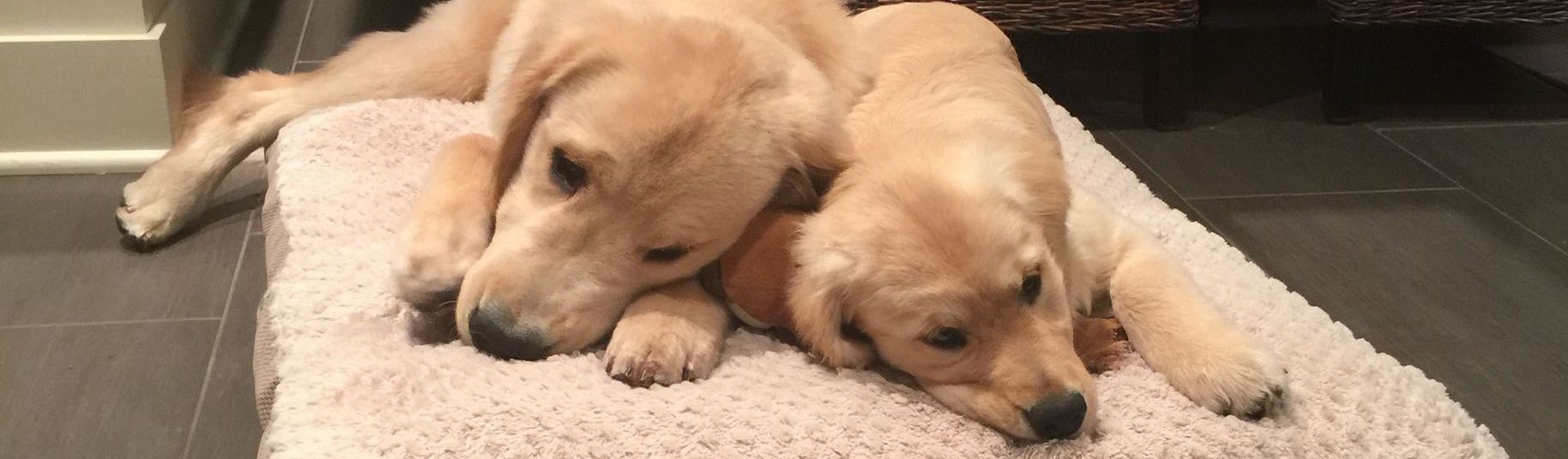 Golden retriever, akc, Breeder, legend golden retrievers, AKC, Breeder, AKC breeder, AKC breeder of Merit, Legend, Legenddogs, Legend Goldens, Legend golden retrievers, golden retriever, golden retriever puppies, golden retriever puppies for sale, golden retriever puppy, english cream golden retriever, mini golden retriever, red golden retriever, black golden retriever, white golden retriever, golden retriever puppies for sale near me, golden retriever puppies near me, english golden retriever, golden retriever price, golden retriever doggy, golden retriever for sale, golden retriever lifespan, miniature golden retriever, golden retriever breeders, baby golden retriever, cute golden retriever, golden retriever baby, golden retriever bf, golden retriever breeders near me, golden retriever dog, golden retriever near me, golden retriever vs labrador, puppy golden retriever, red golden retriever puppies, American golden retriever, golden retriever colors, golden retriever puppy near me, canadian golden retriever, cream golden retriever, field golden retriever, golden retriever breeder, golden retriever for sale near me, golden retriever puppies ohio, golden retriever weight, brown golden retriever, dark golden retriever, english cream golden retriever puppies for sale, golden retriever boy, golden retriever breeder near me, golden retriever energy, golden retriever personality, golden retriever pup for sale, golden retriever puppies nc, golden retriever puppy for sale, labrador vs golden retriever
AKC, Breeder, AKC breeder, AKC breeder of Merit, Legend, Legenddogs, Legend Goldens, Legend golden retrievers, golden retriever puppies, golden retriever puppies for sale, golden retriever puppy, golden retriever puppies for sale near me, golden retriever puppies near me, puppy golden retriever, red golden retriever puppies, golden retriever puppy near me, golden retriever puppies ohio, english cream golden retriever puppies for sale, golden retriever puppies nc, golden retriever puppy for sale, golden retriever puppies for sale $200, white golden retriever puppies, cute golden retriever puppies, english cream golden retriever puppies, golden retriever puppies indiana, golden retriever puppies mn, golden retriever puppies wisconsin, golden retriever puppy price, puppy for sale golden retriever, english golden retriever puppies, golden retriever puppies az, golden retriever puppies colorado, golden retriever puppies florida, golden retriever puppies georgia, golden retriever puppies oregon, golden retriever puppy for sale near me, labrador puppy vs golden retriever, red golden retriever puppies for sale, akc golden retriever puppies, golden retriever puppies iowa, golden retriever puppies price, black golden retriever puppy, cute golden retriever puppy, golden retriever puppies near me for sale, golden retriever puppies virginia, labrador golden retriever puppy, royal canin golden retriever puppy, cream golden retriever puppies, golden retriever puppies alabama, golden retriever puppies ct, golden retriever puppies houston, golden retriever puppies illinois, golden retriever puppies maine, golden retriever puppies michigan, golden retriever puppies photos, golden retriever puppies san diego, golden retriever puppies texas, golden retriever puppy photos, newborn golden retriever puppies, golden retriever puppies for sale in michigan, golden retriever puppies in michigan, golden retriever puppies for sale in ohio, AKC, Breeder, AKC breeder, AKC breeder of Merit, Legend, Legenddogs, Legend Goldens, Legend golden retrievers, , golden retriever puppies for sale, golden retriever puppies for sale near me, golden retriever for sale, golden retriever for sale near me, english cream golden retriever puppies for sale, golden retriever pup for sale, golden retriever puppy for sale, golden retriever puppies for sale $200, puppy for sale golden retriever, golden retriever puppy for sale near me, golden retriever pups for sale near me, red golden retriever puppies for sale, golden retriever sale, miniature golden retriever for sale, golden retriever puppies near me for sale, adult golden retriever for sale, english cream golden retriever for sale, english golden retriever puppies for sale, golden retriever dogs for sale, golden retriever near me for sale, red golden retriever for sale, english cream golden retriever puppies for sale near me, white golden retriever puppies for sale, golden retriever litter for sale, golden retriever puppies for sale in pa, golden retriever puppies for sale los angeles, miniature golden retriever for sale near me, black golden retriever puppies for sale, golden retriever on sale, golden retriever puppies for sale in michigan, golden retriever puppies for sale in mn, golden retriever puppies for sale in texas, baby golden retriever for sale, black golden retriever for sale, black golden retriever puppy for sale, english golden retriever for sale, golden retriever puppies for sale $500, golden retriever puppies for sale chicago, golden retriever puppies for sale in nc, golden retriever puppies for sale in nj, golden retriever puppies for sale in ohio, golden retriever puppies for sale near me under $500, golden retriever puppies sale, mini golden retriever for sale near me, small golden retriever for sale, dark red golden retriever puppies for sale, golden retriever puppies for sale in az, golden retriever puppies for sale in ct, golden retriever puppies for sale michigan, golden retriever puppies for sale ohio, golden retriever puppies in michigan for sale, golden retriever breeders, AKC, Breeder, AKC breeder, AKC breeder of Merit, Legend, Legenddogs, Legend Goldens, Legend golden retrievers, golden retriever breeders near me, golden retriever breeders florida, golden retriever breeders colorado, golden retriever breeders in ma, golden retriever breeders texas, best golden retriever breeders, english cream golden retriever breeders, golden retriever breeders georgia, golden retriever breeders in pa, golden retriever breeders nc, golden retriever breeders ohio, golden retriever breeders wisconsin, golden retriever breeders california, golden retriever breeders ct, golden retriever breeders illinois, golden retriever breeders michigan, golden retriever breeders mn, golden retriever breeders nj, golden retriever breeders indiana, golden retriever breeders va, red golden retriever breeders, golden retriever breeders az, golden retriever breeders in nh, golden retriever breeders maryland, golden retriever breeders ny, golden retriever breeders oregon, golden retriever breeders sc, golden retriever breeders washington, akc golden retriever breeders, english cream golden retriever breeders near me, english golden retriever breeders, golden retriever breeders north carolina, golden retriever dog breeders near me, mini golden retriever breeders, golden retriever breeders alabama, golden retriever breeders in iowa, golden retriever breeders in maine, golden retriever breeders in mn, golden retriever breeders in nc, golden retriever breeders in new england, golden retriever breeders in tn, golden retriever breeders minnesota, golden retriever breeders missouri, golden retriever breeders new england, golden retriever puppy breeders, wisconsin golden retriever breeders, field golden retriever breeders, golden retriever breeders houston,