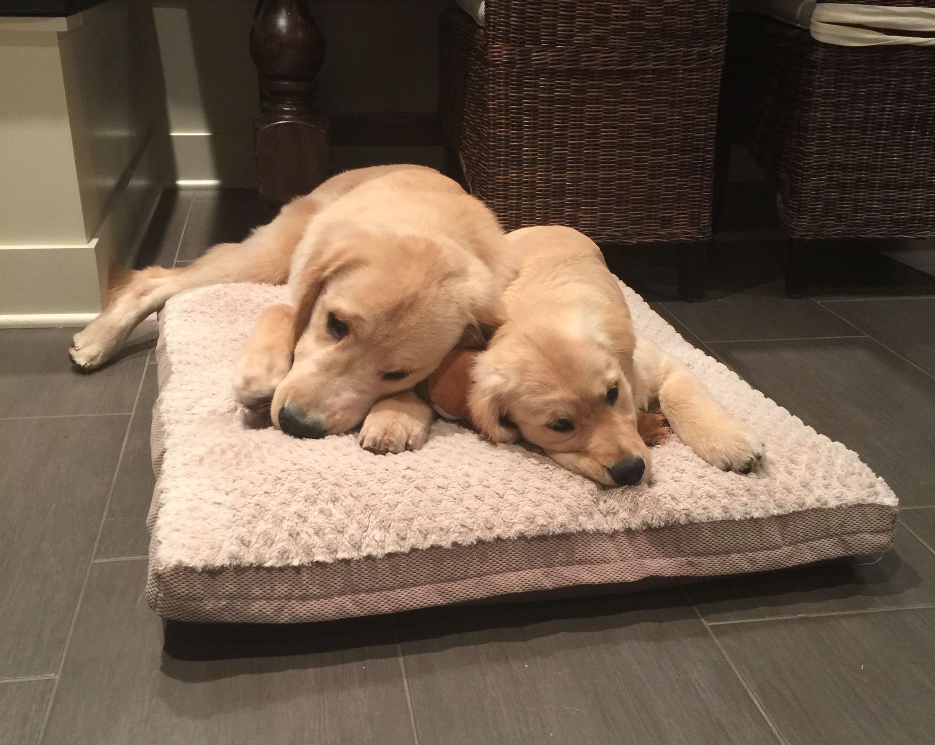 AKC, Breeder, AKC breeder, AKC breeder of Merit, Legend, Legenddogs, Legend Goldens, Legend golden retrievers, golden retriever, golden retriever puppies, golden retriever puppies for sale, golden retriever puppy, english cream golden retriever, mini golden retriever, red golden retriever, black golden retriever, white golden retriever, golden retriever puppies for sale near me, golden retriever puppies near me, english golden retriever, golden retriever price, golden retriever doggy, golden retriever for sale, golden retriever lifespan, miniature golden retriever, golden retriever breeders, baby golden retriever, cute golden retriever, golden retriever baby, golden retriever bf, golden retriever breeders near me, golden retriever dog, golden retriever near me, golden retriever vs labrador, puppy golden retriever, red golden retriever puppies, American golden retriever, golden retriever colors, golden retriever puppy near me, canadian golden retriever, cream golden retriever, field golden retriever, golden retriever breeder, golden retriever for sale near me, golden retriever puppies ohio, golden retriever weight, brown golden retriever, dark golden retriever, english cream golden retriever puppies for sale, golden retriever boy, golden retriever breeder near me, golden retriever energy, golden retriever personality, golden retriever pup for sale, golden retriever puppies nc, golden retriever puppy for sale, labrador vs golden retriever