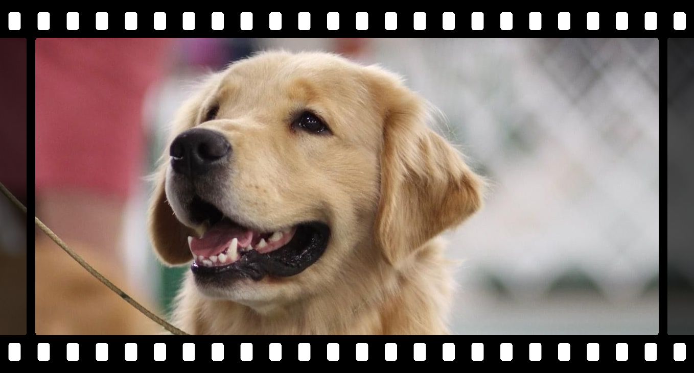 Golden retriever, akc, Breeder, legend golden retrievers, AKC, Breeder, AKC breeder, AKC breeder of Merit, Legend, Legenddogs, Legend Goldens, Legend golden retrievers, , golden retriever puppies for sale, golden retriever puppies for sale near me, golden retriever for sale, golden retriever for sale near me, english cream golden retriever puppies for sale, golden retriever pup for sale, golden retriever puppy for sale, golden retriever puppies for sale $200, puppy for sale golden retriever, golden retriever puppy for sale near me, golden retriever pups for sale near me, red golden retriever puppies for sale, golden retriever sale, miniature golden retriever for sale, golden retriever puppies near me for sale, adult golden retriever for sale, english cream golden retriever for sale, english golden retriever puppies for sale, golden retriever dogs for sale, golden retriever near me for sale, red golden retriever for sale, english cream golden retriever puppies for sale near me, white golden retriever puppies for sale, golden retriever litter for sale, golden retriever puppies for sale in pa, golden retriever puppies for sale los angeles, miniature golden retriever for sale near me, black golden retriever puppies for sale, golden retriever on sale, golden retriever puppies for sale in michigan, golden retriever puppies for sale in mn, golden retriever puppies for sale in texas, baby golden retriever for sale, black golden retriever for sale, black golden retriever puppy for sale, english golden retriever for sale, golden retriever puppies for sale $500, golden retriever puppies for sale chicago, golden retriever puppies for sale in nc, golden retriever puppies for sale in nj, golden retriever puppies for sale in ohio, golden retriever puppies for sale near me under $500, golden retriever puppies sale, mini golden retriever for sale near me, small golden retriever for sale, dark red golden retriever puppies for sale, golden retriever puppies for sale in az, golden retriever puppies for sale in ct, golden retriever puppies for sale michigan, golden retriever puppies for sale ohio, golden retriever puppies in michigan for sale,