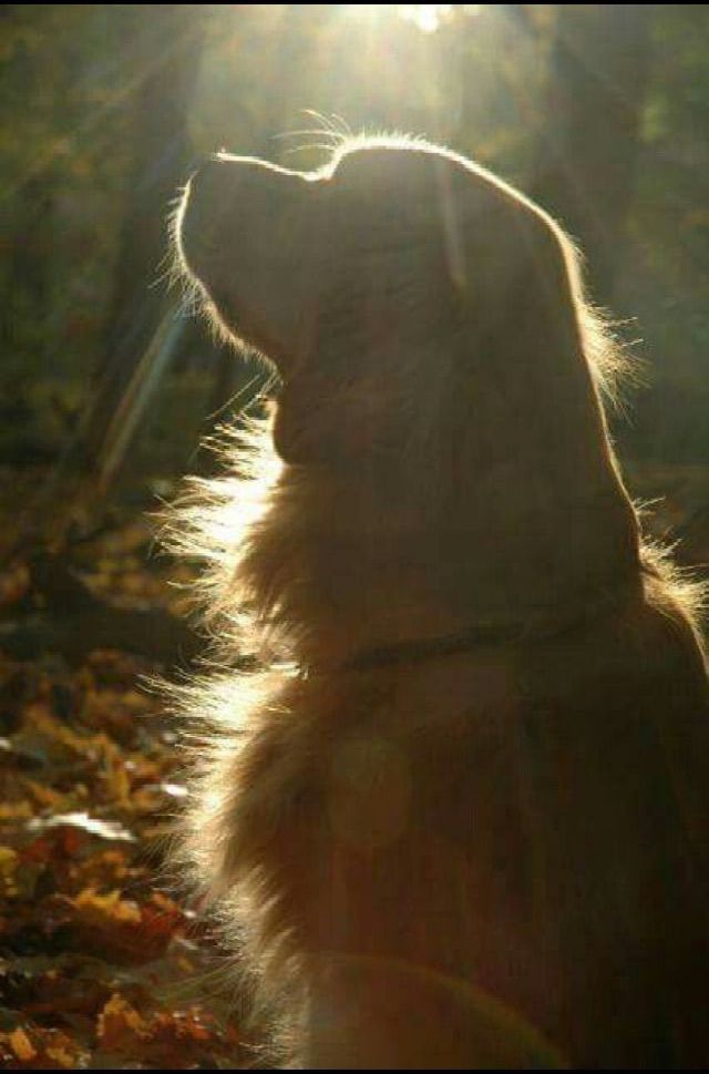 Golden retriever, akc, Breeder, legend golden retrievers, AKC, Breeder, AKC breeder, AKC breeder of Merit, Legend, Legenddogs, Legend Goldens, Legend golden retrievers, golden retriever, golden retriever puppies, golden retriever puppies for sale, golden retriever puppy, english cream golden retriever, mini golden retriever, red golden retriever, black golden retriever, white golden retriever, golden retriever puppies for sale near me, golden retriever puppies near me, english golden retriever, golden retriever price, golden retriever doggy, golden retriever for sale, golden retriever lifespan, miniature golden retriever, golden retriever breeders, baby golden retriever, cute golden retriever, golden retriever baby, golden retriever bf, golden retriever breeders near me, golden retriever dog, golden retriever near me, golden retriever vs labrador, puppy golden retriever, red golden retriever puppies, American golden retriever, golden retriever colors, golden retriever puppy near me, canadian golden retriever, cream golden retriever, field golden retriever, golden retriever breeder, golden retriever for sale near me, golden retriever puppies ohio, golden retriever weight, brown golden retriever, dark golden retriever, english cream golden retriever puppies for sale, golden retriever boy, golden retriever breeder near me, golden retriever energy, golden retriever personality, golden retriever pup for sale, golden retriever puppies nc, golden retriever puppy for sale, labrador vs golden retriever
AKC, Breeder, AKC breeder, AKC breeder of Merit, Legend, Legenddogs, Legend Goldens, Legend golden retrievers, golden retriever puppies, golden retriever puppies for sale, golden retriever puppy, golden retriever puppies for sale near me, golden retriever puppies near me, puppy golden retriever, red golden retriever puppies, golden retriever puppy near me, golden retriever puppies ohio, english cream golden retriever puppies for sale, golden retriever puppies nc, golden retriever puppy for sale, golden retriever puppies for sale $200, white golden retriever puppies, cute golden retriever puppies, english cream golden retriever puppies, golden retriever puppies indiana, golden retriever puppies mn, golden retriever puppies wisconsin, golden retriever puppy price, puppy for sale golden retriever, english golden retriever puppies, golden retriever puppies az, golden retriever puppies colorado, golden retriever puppies florida, golden retriever puppies georgia, golden retriever puppies oregon, golden retriever puppy for sale near me, labrador puppy vs golden retriever, red golden retriever puppies for sale, akc golden retriever puppies, golden retriever puppies iowa, golden retriever puppies price, black golden retriever puppy, cute golden retriever puppy, golden retriever puppies near me for sale, golden retriever puppies virginia, labrador golden retriever puppy, royal canin golden retriever puppy, cream golden retriever puppies, golden retriever puppies alabama, golden retriever puppies ct, golden retriever puppies houston, golden retriever puppies illinois, golden retriever puppies maine, golden retriever puppies michigan, golden retriever puppies photos, golden retriever puppies san diego, golden retriever puppies texas, golden retriever puppy photos, newborn golden retriever puppies, golden retriever puppies for sale in michigan, golden retriever puppies in michigan, golden retriever puppies for sale in ohio, AKC, Breeder, AKC breeder, AKC breeder of Merit, Legend, Legenddogs, Legend Goldens, Legend golden retrievers, , golden retriever puppies for sale, golden retriever puppies for sale near me, golden retriever for sale, golden retriever for sale near me, english cream golden retriever puppies for sale, golden retriever pup for sale, golden retriever puppy for sale, golden retriever puppies for sale $200, puppy for sale golden retriever, golden retriever puppy for sale near me, golden retriever pups for sale near me, red golden retriever puppies for sale, golden retriever sale, miniature golden retriever for sale, golden retriever puppies near me for sale, adult golden retriever for sale, english cream golden retriever for sale, english golden retriever puppies for sale, golden retriever dogs for sale, golden retriever near me for sale, red golden retriever for sale, english cream golden retriever puppies for sale near me, white golden retriever puppies for sale, golden retriever litter for sale, golden retriever puppies for sale in pa, golden retriever puppies for sale los angeles, miniature golden retriever for sale near me, black golden retriever puppies for sale, golden retriever on sale, golden retriever puppies for sale in michigan, golden retriever puppies for sale in mn, golden retriever puppies for sale in texas, baby golden retriever for sale, black golden retriever for sale, black golden retriever puppy for sale, english golden retriever for sale, golden retriever puppies for sale $500, golden retriever puppies for sale chicago, golden retriever puppies for sale in nc, golden retriever puppies for sale in nj, golden retriever puppies for sale in ohio, golden retriever puppies for sale near me under $500, golden retriever puppies sale, mini golden retriever for sale near me, small golden retriever for sale, dark red golden retriever puppies for sale, golden retriever puppies for sale in az, golden retriever puppies for sale in ct, golden retriever puppies for sale michigan, golden retriever puppies for sale ohio, golden retriever puppies in michigan for sale, golden retriever breeders, AKC, Breeder, AKC breeder, AKC breeder of Merit, Legend, Legenddogs, Legend Goldens, Legend golden retrievers, golden retriever breeders near me, golden retriever breeders florida, golden retriever breeders colorado, golden retriever breeders in ma, golden retriever breeders texas, best golden retriever breeders, english cream golden retriever breeders, golden retriever breeders georgia, golden retriever breeders in pa, golden retriever breeders nc, golden retriever breeders ohio, golden retriever breeders wisconsin, golden retriever breeders california, golden retriever breeders ct, golden retriever breeders illinois, golden retriever breeders michigan, golden retriever breeders mn, golden retriever breeders nj, golden retriever breeders indiana, golden retriever breeders va, red golden retriever breeders, golden retriever breeders az, golden retriever breeders in nh, golden retriever breeders maryland, golden retriever breeders ny, golden retriever breeders oregon, golden retriever breeders sc, golden retriever breeders washington, akc golden retriever breeders, english cream golden retriever breeders near me, english golden retriever breeders, golden retriever breeders north carolina, golden retriever dog breeders near me, mini golden retriever breeders, golden retriever breeders alabama, golden retriever breeders in iowa, golden retriever breeders in maine, golden retriever breeders in mn, golden retriever breeders in nc, golden retriever breeders in new england, golden retriever breeders in tn, golden retriever breeders minnesota, golden retriever breeders missouri, golden retriever breeders new england, golden retriever puppy breeders, wisconsin golden retriever breeders, field golden retriever breeders, golden retriever breeders houston,