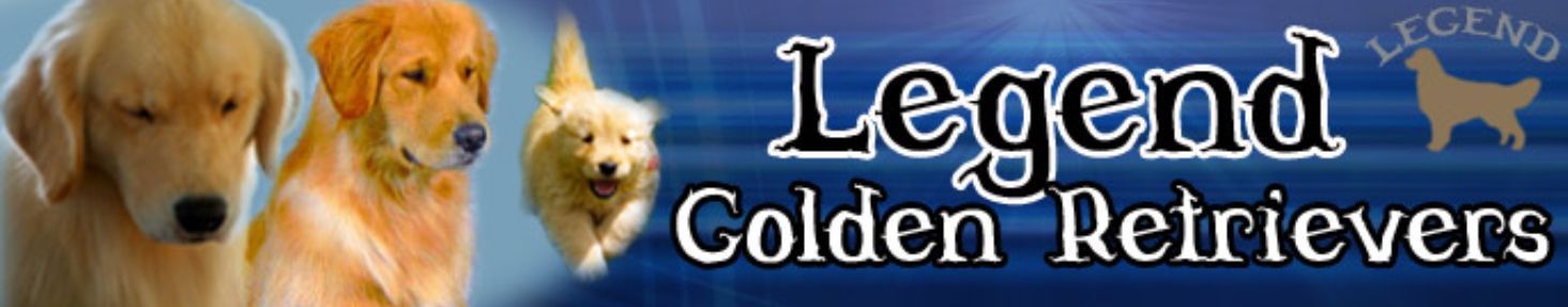 Legend Golden Retrievers