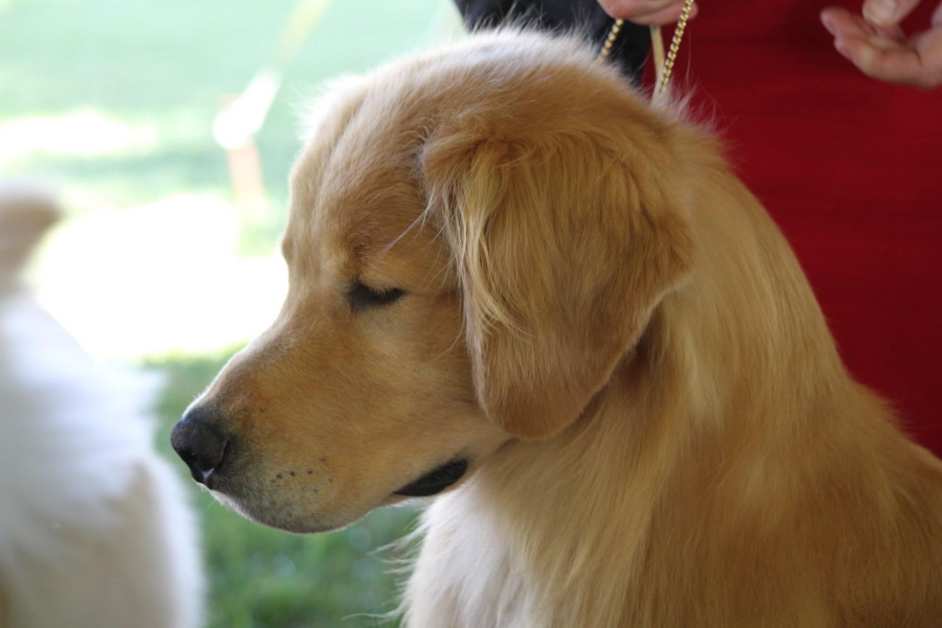 AKC Golden Retriever Beautiful head