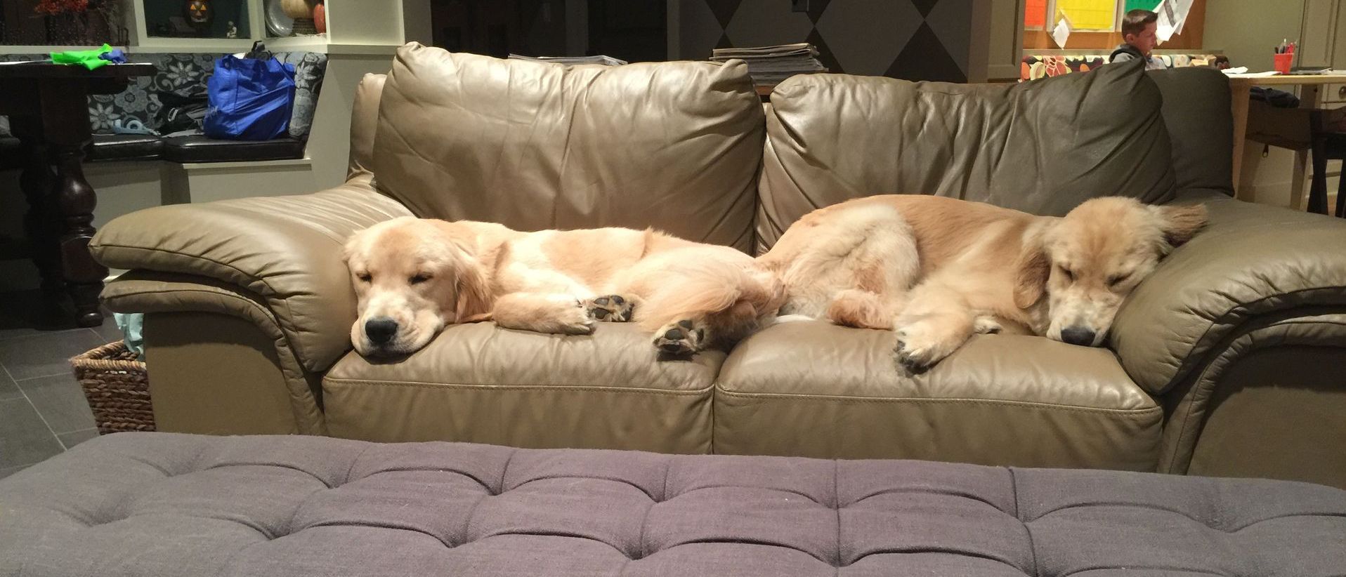 Legend Golden Retriever Puppy