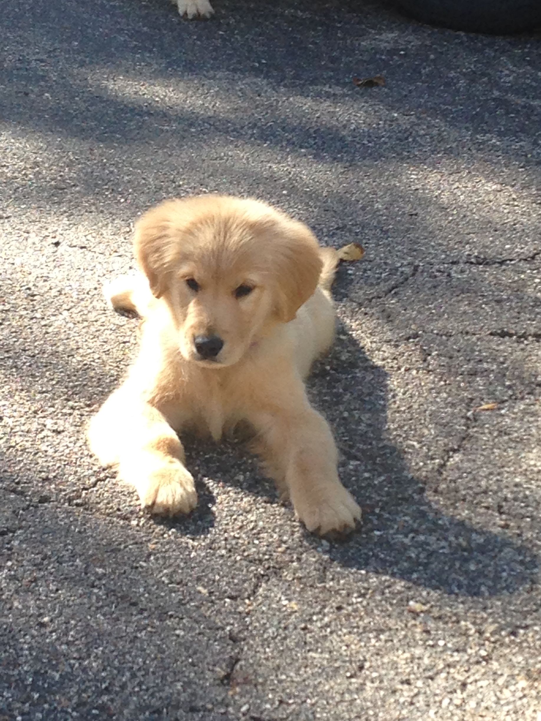 Golden retriever, akc, Breeder, legend golden retrievers, AKC, Breeder, AKC breeder, AKC breeder of Merit, Legend, Legenddogs, Legend Goldens, Legend golden retrievers, golden retriever, golden retriever puppies, golden retriever puppies for sale, golden retriever puppy, english cream golden retriever, mini golden retriever, red golden retriever, black golden retriever, white golden retriever, golden retriever puppies for sale near me, golden retriever puppies near me, english golden retriever, golden retriever price, golden retriever doggy, golden retriever for sale, golden retriever lifespan, miniature golden retriever, golden retriever breeders, baby golden retriever, cute golden retriever, golden retriever baby, golden retriever bf, golden retriever breeders near me, golden retriever dog, golden retriever near me, golden retriever vs labrador, puppy golden retriever, red golden retriever puppies, American golden retriever, golden retriever colors, golden retriever puppy near me, canadian golden retriever, cream golden retriever, field golden retriever, golden retriever breeder, golden retriever for sale near me, golden retriever puppies ohio, golden retriever weight, brown golden retriever, dark golden retriever, english cream golden retriever puppies for sale, golden retriever boy, golden retriever breeder near me, golden retriever energy, golden retriever personality, golden retriever pup for sale, golden retriever puppies nc, golden retriever puppy for sale, labrador vs golden retriever
AKC, Breeder, AKC breeder, AKC breeder of Merit, Legend, Legenddogs, Legend Goldens, Legend golden retrievers, golden retriever puppies, golden retriever puppies for sale, golden retriever puppy, golden retriever puppies for sale near me, golden retriever puppies near me, puppy golden retriever, red golden retriever puppies, golden retriever puppy near me, golden retriever puppies ohio, english cream golden retriever puppies for sale, golden retriever puppies nc, golden retriever puppy for sale, golden retriever puppies for sale $200, white golden retriever puppies, cute golden retriever puppies, english cream golden retriever puppies, golden retriever puppies indiana, golden retriever puppies mn, golden retriever puppies wisconsin, golden retriever puppy price, puppy for sale golden retriever, english golden retriever puppies, golden retriever puppies az, golden retriever puppies colorado, golden retriever puppies florida, golden retriever puppies georgia, golden retriever puppies oregon, golden retriever puppy for sale near me, labrador puppy vs golden retriever, red golden retriever puppies for sale, akc golden retriever puppies, golden retriever puppies iowa, golden retriever puppies price, black golden retriever puppy, cute golden retriever puppy, golden retriever puppies near me for sale, golden retriever puppies virginia, labrador golden retriever puppy, royal canin golden retriever puppy, cream golden retriever puppies, golden retriever puppies alabama, golden retriever puppies ct, golden retriever puppies houston, golden retriever puppies illinois, golden retriever puppies maine, golden retriever puppies michigan, golden retriever puppies photos, golden retriever puppies san diego, golden retriever puppies texas, golden retriever puppy photos, newborn golden retriever puppies, golden retriever puppies for sale in michigan, golden retriever puppies in michigan, golden retriever puppies for sale in ohio, AKC, Breeder, AKC breeder, AKC breeder of Merit, Legend, Legenddogs, Legend Goldens, Legend golden retrievers, , golden retriever puppies for sale, golden retriever puppies for sale near me, golden retriever for sale, golden retriever for sale near me, english cream golden retriever puppies for sale, golden retriever pup for sale, golden retriever puppy for sale, golden retriever puppies for sale $200, puppy for sale golden retriever, golden retriever puppy for sale near me, golden retriever pups for sale near me, red golden retriever puppies for sale, golden retriever sale, miniature golden retriever for sale, golden retriever puppies near me for sale, adult golden retriever for sale, english cream golden retriever for sale, english golden retriever puppies for sale, golden retriever dogs for sale, golden retriever near me for sale, red golden retriever for sale, english cream golden retriever puppies for sale near me, white golden retriever puppies for sale, golden retriever litter for sale, golden retriever puppies for sale in pa, golden retriever puppies for sale los angeles, miniature golden retriever for sale near me, black golden retriever puppies for sale, golden retriever on sale, golden retriever puppies for sale in michigan, golden retriever puppies for sale in mn, golden retriever puppies for sale in texas, baby golden retriever for sale, black golden retriever for sale, black golden retriever puppy for sale, english golden retriever for sale, golden retriever puppies for sale $500, golden retriever puppies for sale chicago, golden retriever puppies for sale in nc, golden retriever puppies for sale in nj, golden retriever puppies for sale in ohio, golden retriever puppies for sale near me under $500, golden retriever puppies sale, mini golden retriever for sale near me, small golden retriever for sale, dark red golden retriever puppies for sale, golden retriever puppies for sale in az, golden retriever puppies for sale in ct, golden retriever puppies for sale michigan, golden retriever puppies for sale ohio, golden retriever puppies in michigan for sale, golden retriever breeders, AKC, Breeder, AKC breeder, AKC breeder of Merit, Legend, Legenddogs, Legend Goldens, Legend golden retrievers, golden retriever breeders near me, golden retriever breeders florida, golden retriever breeders colorado, golden retriever breeders in ma, golden retriever breeders texas, best golden retriever breeders, english cream golden retriever breeders, golden retriever breeders georgia, golden retriever breeders in pa, golden retriever breeders nc, golden retriever breeders ohio, golden retriever breeders wisconsin, golden retriever breeders california, golden retriever breeders ct, golden retriever breeders illinois, golden retriever breeders michigan, golden retriever breeders mn, golden retriever breeders nj, golden retriever breeders indiana, golden retriever breeders va, red golden retriever breeders, golden retriever breeders az, golden retriever breeders in nh, golden retriever breeders maryland, golden retriever breeders ny, golden retriever breeders oregon, golden retriever breeders sc, golden retriever breeders washington, akc golden retriever breeders, english cream golden retriever breeders near me, english golden retriever breeders, golden retriever breeders north carolina, golden retriever dog breeders near me, mini golden retriever breeders, golden retriever breeders alabama, golden retriever breeders in iowa, golden retriever breeders in maine, golden retriever breeders in mn, golden retriever breeders in nc, golden retriever breeders in new england, golden retriever breeders in tn, golden retriever breeders minnesota, golden retriever breeders missouri, golden retriever breeders new england, golden retriever puppy breeders, wisconsin golden retriever breeders, field golden retriever breeders, golden retriever breeders houston,