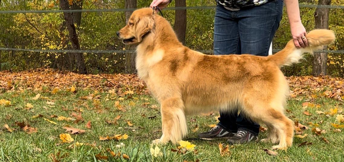 Golden retriever, akc, Breeder, legend golden retrievers, AKC, Breeder, AKC breeder, AKC breeder of Merit, Legend, Legenddogs, Legend Goldens, Legend golden retrievers, golden retriever, golden retriever puppies, golden retriever puppies for sale, golden retriever puppy, english cream golden retriever, mini golden retriever, red golden retriever, black golden retriever, white golden retriever, golden retriever puppies for sale near me, golden retriever puppies near me, english golden retriever, golden retriever price, golden retriever doggy, golden retriever for sale, golden retriever lifespan, miniature golden retriever, golden retriever breeders, baby golden retriever, cute golden retriever, golden retriever baby, golden retriever bf, golden retriever breeders near me, golden retriever dog, golden retriever near me, golden retriever vs labrador, puppy golden retriever, red golden retriever puppies, American golden retriever, golden retriever colors, golden retriever puppy near me, canadian golden retriever, cream golden retriever, field golden retriever, golden retriever breeder, golden retriever for sale near me, golden retriever puppies ohio, golden retriever weight, brown golden retriever, dark golden retriever, english cream golden retriever puppies for sale, golden retriever boy, golden retriever breeder near me, golden retriever energy, golden retriever personality, golden retriever pup for sale, golden retriever puppies nc, golden retriever puppy for sale, labrador vs golden retriever
AKC, Breeder, AKC breeder, AKC breeder of Merit, Legend, Legenddogs, Legend Goldens, Legend golden retrievers, golden retriever puppies, golden retriever puppies for sale, golden retriever puppy, golden retriever puppies for sale near me, golden retriever puppies near me, puppy golden retriever, red golden retriever puppies, golden retriever puppy near me, golden retriever puppies ohio, english cream golden retriever puppies for sale, golden retriever puppies nc, golden retriever puppy for sale, golden retriever puppies for sale $200, white golden retriever puppies, cute golden retriever puppies, english cream golden retriever puppies, golden retriever puppies indiana, golden retriever puppies mn, golden retriever puppies wisconsin, golden retriever puppy price, puppy for sale golden retriever, english golden retriever puppies, golden retriever puppies az, golden retriever puppies colorado, golden retriever puppies florida, golden retriever puppies georgia, golden retriever puppies oregon, golden retriever puppy for sale near me, labrador puppy vs golden retriever, red golden retriever puppies for sale, akc golden retriever puppies, golden retriever puppies iowa, golden retriever puppies price, black golden retriever puppy, cute golden retriever puppy, golden retriever puppies near me for sale, golden retriever puppies virginia, labrador golden retriever puppy, royal canin golden retriever puppy, cream golden retriever puppies, golden retriever puppies alabama, golden retriever puppies ct, golden retriever puppies houston, golden retriever puppies illinois, golden retriever puppies maine, golden retriever puppies michigan, golden retriever puppies photos, golden retriever puppies san diego, golden retriever puppies texas, golden retriever puppy photos, newborn golden retriever puppies, golden retriever puppies for sale in michigan, golden retriever puppies in michigan, golden retriever puppies for sale in ohio, AKC, Breeder, AKC breeder, AKC breeder of Merit, Legend, Legenddogs, Legend Goldens, Legend golden retrievers, , golden retriever puppies for sale, golden retriever puppies for sale near me, golden retriever for sale, golden retriever for sale near me, english cream golden retriever puppies for sale, golden retriever pup for sale, golden retriever puppy for sale, golden retriever puppies for sale $200, puppy for sale golden retriever, golden retriever puppy for sale near me, golden retriever pups for sale near me, red golden retriever puppies for sale, golden retriever sale, miniature golden retriever for sale, golden retriever puppies near me for sale, adult golden retriever for sale, english cream golden retriever for sale, english golden retriever puppies for sale, golden retriever dogs for sale, golden retriever near me for sale, red golden retriever for sale, english cream golden retriever puppies for sale near me, white golden retriever puppies for sale, golden retriever litter for sale, golden retriever puppies for sale in pa, golden retriever puppies for sale los angeles, miniature golden retriever for sale near me, black golden retriever puppies for sale, golden retriever on sale, golden retriever puppies for sale in michigan, golden retriever puppies for sale in mn, golden retriever puppies for sale in texas, baby golden retriever for sale, black golden retriever for sale, black golden retriever puppy for sale, english golden retriever for sale, golden retriever puppies for sale $500, golden retriever puppies for sale chicago, golden retriever puppies for sale in nc, golden retriever puppies for sale in nj, golden retriever puppies for sale in ohio, golden retriever puppies for sale near me under $500, golden retriever puppies sale, mini golden retriever for sale near me, small golden retriever for sale, dark red golden retriever puppies for sale, golden retriever puppies for sale in az, golden retriever puppies for sale in ct, golden retriever puppies for sale michigan, golden retriever puppies for sale ohio, golden retriever puppies in michigan for sale, golden retriever breeders, AKC, Breeder, AKC breeder, AKC breeder of Merit, Legend, Legenddogs, Legend Goldens, Legend golden retrievers, golden retriever breeders near me, golden retriever breeders florida, golden retriever breeders colorado, golden retriever breeders in ma, golden retriever breeders texas, best golden retriever breeders, english cream golden retriever breeders, golden retriever breeders georgia, golden retriever breeders in pa, golden retriever breeders nc, golden retriever breeders ohio, golden retriever breeders wisconsin, golden retriever breeders california, golden retriever breeders ct, golden retriever breeders illinois, golden retriever breeders michigan, golden retriever breeders mn, golden retriever breeders nj, golden retriever breeders indiana, golden retriever breeders va, red golden retriever breeders, golden retriever breeders az, golden retriever breeders in nh, golden retriever breeders maryland, golden retriever breeders ny, golden retriever breeders oregon, golden retriever breeders sc, golden retriever breeders washington, akc golden retriever breeders, english cream golden retriever breeders near me, english golden retriever breeders, golden retriever breeders north carolina, golden retriever dog breeders near me, mini golden retriever breeders, golden retriever breeders alabama, golden retriever breeders in iowa, golden retriever breeders in maine, golden retriever breeders in mn, golden retriever breeders in nc, golden retriever breeders in new england, golden retriever breeders in tn, golden retriever breeders minnesota, golden retriever breeders missouri, golden retriever breeders new england, golden retriever puppy breeders, wisconsin golden retriever breeders, field golden retriever breeders, golden retriever breeders houston,