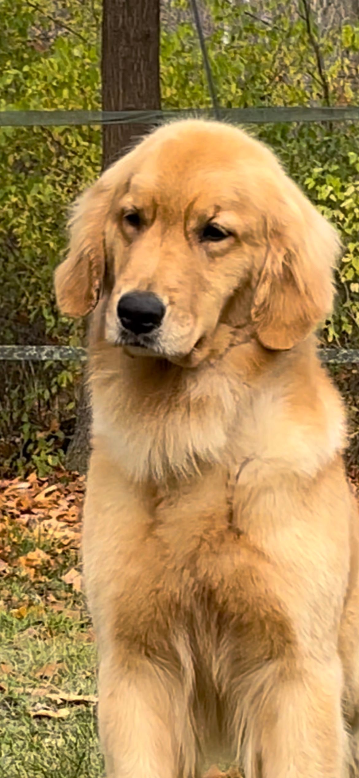 Golden retriever, akc, Breeder, legend golden retrievers, AKC, Breeder, AKC breeder, AKC breeder of Merit, Legend, Legenddogs, Legend Goldens, Legend golden retrievers, golden retriever, golden retriever puppies, golden retriever puppies for sale, golden retriever puppy, english cream golden retriever, mini golden retriever, red golden retriever, black golden retriever, white golden retriever, golden retriever puppies for sale near me, golden retriever puppies near me, english golden retriever, golden retriever price, golden retriever doggy, golden retriever for sale, golden retriever lifespan, miniature golden retriever, golden retriever breeders, baby golden retriever, cute golden retriever, golden retriever baby, golden retriever bf, golden retriever breeders near me, golden retriever dog, golden retriever near me, golden retriever vs labrador, puppy golden retriever, red golden retriever puppies, American golden retriever, golden retriever colors, golden retriever puppy near me, canadian golden retriever, cream golden retriever, field golden retriever, golden retriever breeder, golden retriever for sale near me, golden retriever puppies ohio, golden retriever weight, brown golden retriever, dark golden retriever, english cream golden retriever puppies for sale, golden retriever boy, golden retriever breeder near me, golden retriever energy, golden retriever personality, golden retriever pup for sale, golden retriever puppies nc, golden retriever puppy for sale, labrador vs golden retriever
AKC, Breeder, AKC breeder, AKC breeder of Merit, Legend, Legenddogs, Legend Goldens, Legend golden retrievers, golden retriever puppies, golden retriever puppies for sale, golden retriever puppy, golden retriever puppies for sale near me, golden retriever puppies near me, puppy golden retriever, red golden retriever puppies, golden retriever puppy near me, golden retriever puppies ohio, english cream golden retriever puppies for sale, golden retriever puppies nc, golden retriever puppy for sale, golden retriever puppies for sale $200, white golden retriever puppies, cute golden retriever puppies, english cream golden retriever puppies, golden retriever puppies indiana, golden retriever puppies mn, golden retriever puppies wisconsin, golden retriever puppy price, puppy for sale golden retriever, english golden retriever puppies, golden retriever puppies az, golden retriever puppies colorado, golden retriever puppies florida, golden retriever puppies georgia, golden retriever puppies oregon, golden retriever puppy for sale near me, labrador puppy vs golden retriever, red golden retriever puppies for sale, akc golden retriever puppies, golden retriever puppies iowa, golden retriever puppies price, black golden retriever puppy, cute golden retriever puppy, golden retriever puppies near me for sale, golden retriever puppies virginia, labrador golden retriever puppy, royal canin golden retriever puppy, cream golden retriever puppies, golden retriever puppies alabama, golden retriever puppies ct, golden retriever puppies houston, golden retriever puppies illinois, golden retriever puppies maine, golden retriever puppies michigan, golden retriever puppies photos, golden retriever puppies san diego, golden retriever puppies texas, golden retriever puppy photos, newborn golden retriever puppies, golden retriever puppies for sale in michigan, golden retriever puppies in michigan, golden retriever puppies for sale in ohio, AKC, Breeder, AKC breeder, AKC breeder of Merit, Legend, Legenddogs, Legend Goldens, Legend golden retrievers, , golden retriever puppies for sale, golden retriever puppies for sale near me, golden retriever for sale, golden retriever for sale near me, english cream golden retriever puppies for sale, golden retriever pup for sale, golden retriever puppy for sale, golden retriever puppies for sale $200, puppy for sale golden retriever, golden retriever puppy for sale near me, golden retriever pups for sale near me, red golden retriever puppies for sale, golden retriever sale, miniature golden retriever for sale, golden retriever puppies near me for sale, adult golden retriever for sale, english cream golden retriever for sale, english golden retriever puppies for sale, golden retriever dogs for sale, golden retriever near me for sale, red golden retriever for sale, english cream golden retriever puppies for sale near me, white golden retriever puppies for sale, golden retriever litter for sale, golden retriever puppies for sale in pa, golden retriever puppies for sale los angeles, miniature golden retriever for sale near me, black golden retriever puppies for sale, golden retriever on sale, golden retriever puppies for sale in michigan, golden retriever puppies for sale in mn, golden retriever puppies for sale in texas, baby golden retriever for sale, black golden retriever for sale, black golden retriever puppy for sale, english golden retriever for sale, golden retriever puppies for sale $500, golden retriever puppies for sale chicago, golden retriever puppies for sale in nc, golden retriever puppies for sale in nj, golden retriever puppies for sale in ohio, golden retriever puppies for sale near me under $500, golden retriever puppies sale, mini golden retriever for sale near me, small golden retriever for sale, dark red golden retriever puppies for sale, golden retriever puppies for sale in az, golden retriever puppies for sale in ct, golden retriever puppies for sale michigan, golden retriever puppies for sale ohio, golden retriever puppies in michigan for sale, golden retriever breeders, AKC, Breeder, AKC breeder, AKC breeder of Merit, Legend, Legenddogs, Legend Goldens, Legend golden retrievers, golden retriever breeders near me, golden retriever breeders florida, golden retriever breeders colorado, golden retriever breeders in ma, golden retriever breeders texas, best golden retriever breeders, english cream golden retriever breeders, golden retriever breeders georgia, golden retriever breeders in pa, golden retriever breeders nc, golden retriever breeders ohio, golden retriever breeders wisconsin, golden retriever breeders california, golden retriever breeders ct, golden retriever breeders illinois, golden retriever breeders michigan, golden retriever breeders mn, golden retriever breeders nj, golden retriever breeders indiana, golden retriever breeders va, red golden retriever breeders, golden retriever breeders az, golden retriever breeders in nh, golden retriever breeders maryland, golden retriever breeders ny, golden retriever breeders oregon, golden retriever breeders sc, golden retriever breeders washington, akc golden retriever breeders, english cream golden retriever breeders near me, english golden retriever breeders, golden retriever breeders north carolina, golden retriever dog breeders near me, mini golden retriever breeders, golden retriever breeders alabama, golden retriever breeders in iowa, golden retriever breeders in maine, golden retriever breeders in mn, golden retriever breeders in nc, golden retriever breeders in new england, golden retriever breeders in tn, golden retriever breeders minnesota, golden retriever breeders missouri, golden retriever breeders new england, golden retriever puppy breeders, wisconsin golden retriever breeders, field golden retriever breeders, golden retriever breeders houston,