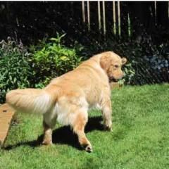 Golden retriever, akc, Breeder, legend golden retrievers, AKC, Breeder, AKC breeder, AKC breeder of Merit, Legend, Legenddogs, Legend Goldens, Legend golden retrievers, golden retriever, golden retriever puppies, golden retriever puppies for sale, golden retriever puppy, english cream golden retriever, mini golden retriever, red golden retriever, black golden retriever, white golden retriever, golden retriever puppies for sale near me, golden retriever puppies near me, english golden retriever, golden retriever price, golden retriever doggy, golden retriever for sale, golden retriever lifespan, miniature golden retriever, golden retriever breeders, baby golden retriever, cute golden retriever, golden retriever baby, golden retriever bf, golden retriever breeders near me, golden retriever dog, golden retriever near me, golden retriever vs labrador, puppy golden retriever, red golden retriever puppies, American golden retriever, golden retriever colors, golden retriever puppy near me, canadian golden retriever, cream golden retriever, field golden retriever, golden retriever breeder, golden retriever for sale near me, golden retriever puppies ohio, golden retriever weight, brown golden retriever, dark golden retriever, english cream golden retriever puppies for sale, golden retriever boy, golden retriever breeder near me, golden retriever energy, golden retriever personality, golden retriever pup for sale, golden retriever puppies nc, golden retriever puppy for sale, labrador vs golden retriever
AKC, Breeder, AKC breeder, AKC breeder of Merit, Legend, Legenddogs, Legend Goldens, Legend golden retrievers, golden retriever puppies, golden retriever puppies for sale, golden retriever puppy, golden retriever puppies for sale near me, golden retriever puppies near me, puppy golden retriever, red golden retriever puppies, golden retriever puppy near me, golden retriever puppies ohio, english cream golden retriever puppies for sale, golden retriever puppies nc, golden retriever puppy for sale, golden retriever puppies for sale $200, white golden retriever puppies, cute golden retriever puppies, english cream golden retriever puppies, golden retriever puppies indiana, golden retriever puppies mn, golden retriever puppies wisconsin, golden retriever puppy price, puppy for sale golden retriever, english golden retriever puppies, golden retriever puppies az, golden retriever puppies colorado, golden retriever puppies florida, golden retriever puppies georgia, golden retriever puppies oregon, golden retriever puppy for sale near me, labrador puppy vs golden retriever, red golden retriever puppies for sale, akc golden retriever puppies, golden retriever puppies iowa, golden retriever puppies price, black golden retriever puppy, cute golden retriever puppy, golden retriever puppies near me for sale, golden retriever puppies virginia, labrador golden retriever puppy, royal canin golden retriever puppy, cream golden retriever puppies, golden retriever puppies alabama, golden retriever puppies ct, golden retriever puppies houston, golden retriever puppies illinois, golden retriever puppies maine, golden retriever puppies michigan, golden retriever puppies photos, golden retriever puppies san diego, golden retriever puppies texas, golden retriever puppy photos, newborn golden retriever puppies, golden retriever puppies for sale in michigan, golden retriever puppies in michigan, golden retriever puppies for sale in ohio, AKC, Breeder, AKC breeder, AKC breeder of Merit, Legend, Legenddogs, Legend Goldens, Legend golden retrievers, , golden retriever puppies for sale, golden retriever puppies for sale near me, golden retriever for sale, golden retriever for sale near me, english cream golden retriever puppies for sale, golden retriever pup for sale, golden retriever puppy for sale, golden retriever puppies for sale $200, puppy for sale golden retriever, golden retriever puppy for sale near me, golden retriever pups for sale near me, red golden retriever puppies for sale, golden retriever sale, miniature golden retriever for sale, golden retriever puppies near me for sale, adult golden retriever for sale, english cream golden retriever for sale, english golden retriever puppies for sale, golden retriever dogs for sale, golden retriever near me for sale, red golden retriever for sale, english cream golden retriever puppies for sale near me, white golden retriever puppies for sale, golden retriever litter for sale, golden retriever puppies for sale in pa, golden retriever puppies for sale los angeles, miniature golden retriever for sale near me, black golden retriever puppies for sale, golden retriever on sale, golden retriever puppies for sale in michigan, golden retriever puppies for sale in mn, golden retriever puppies for sale in texas, baby golden retriever for sale, black golden retriever for sale, black golden retriever puppy for sale, english golden retriever for sale, golden retriever puppies for sale $500, golden retriever puppies for sale chicago, golden retriever puppies for sale in nc, golden retriever puppies for sale in nj, golden retriever puppies for sale in ohio, golden retriever puppies for sale near me under $500, golden retriever puppies sale, mini golden retriever for sale near me, small golden retriever for sale, dark red golden retriever puppies for sale, golden retriever puppies for sale in az, golden retriever puppies for sale in ct, golden retriever puppies for sale michigan, golden retriever puppies for sale ohio, golden retriever puppies in michigan for sale, golden retriever breeders, AKC, Breeder, AKC breeder, AKC breeder of Merit, Legend, Legenddogs, Legend Goldens, Legend golden retrievers, golden retriever breeders near me, golden retriever breeders florida, golden retriever breeders colorado, golden retriever breeders in ma, golden retriever breeders texas, best golden retriever breeders, english cream golden retriever breeders, golden retriever breeders georgia, golden retriever breeders in pa, golden retriever breeders nc, golden retriever breeders ohio, golden retriever breeders wisconsin, golden retriever breeders california, golden retriever breeders ct, golden retriever breeders illinois, golden retriever breeders michigan, golden retriever breeders mn, golden retriever breeders nj, golden retriever breeders indiana, golden retriever breeders va, red golden retriever breeders, golden retriever breeders az, golden retriever breeders in nh, golden retriever breeders maryland, golden retriever breeders ny, golden retriever breeders oregon, golden retriever breeders sc, golden retriever breeders washington, akc golden retriever breeders, english cream golden retriever breeders near me, english golden retriever breeders, golden retriever breeders north carolina, golden retriever dog breeders near me, mini golden retriever breeders, golden retriever breeders alabama, golden retriever breeders in iowa, golden retriever breeders in maine, golden retriever breeders in mn, golden retriever breeders in nc, golden retriever breeders in new england, golden retriever breeders in tn, golden retriever breeders minnesota, golden retriever breeders missouri, golden retriever breeders new england, golden retriever puppy breeders, wisconsin golden retriever breeders, field golden retriever breeders, golden retriever breeders houston,