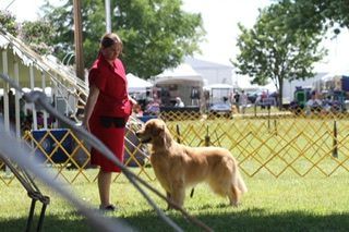 AKC Golden Retriever