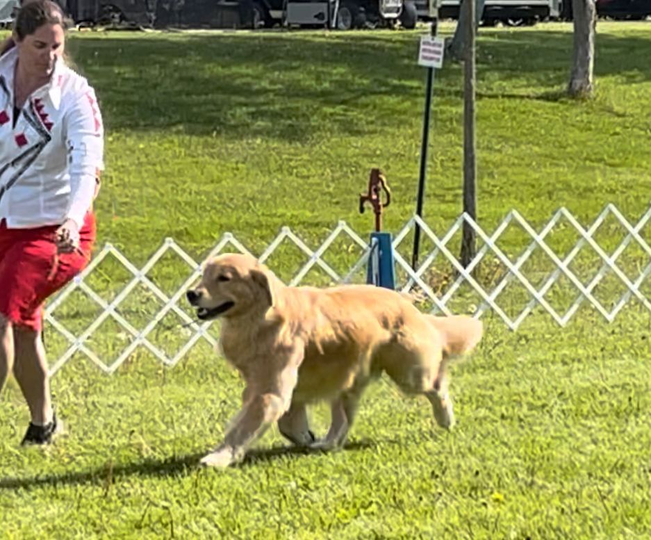 AKC Golden Retriever Show Dog
