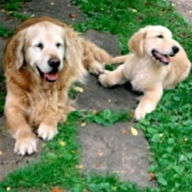 Golden retriever, akc, Breeder, legend golden retrievers, AKC, Breeder, AKC breeder, AKC breeder of Merit, Legend, Legenddogs, Legend Goldens, Legend golden retrievers, golden retriever, golden retriever puppies, golden retriever puppies for sale, golden retriever puppy, english cream golden retriever, mini golden retriever, red golden retriever, black golden retriever, white golden retriever, golden retriever puppies for sale near me, golden retriever puppies near me, english golden retriever, golden retriever price, golden retriever doggy, golden retriever for sale, golden retriever lifespan, miniature golden retriever, golden retriever breeders, baby golden retriever, cute golden retriever, golden retriever baby, golden retriever bf, golden retriever breeders near me, golden retriever dog, golden retriever near me, golden retriever vs labrador, puppy golden retriever, red golden retriever puppies, American golden retriever, golden retriever colors, golden retriever puppy near me, canadian golden retriever, cream golden retriever, field golden retriever, golden retriever breeder, golden retriever for sale near me, golden retriever puppies ohio, golden retriever weight, brown golden retriever, dark golden retriever, english cream golden retriever puppies for sale, golden retriever boy, golden retriever breeder near me, golden retriever energy, golden retriever personality, golden retriever pup for sale, golden retriever puppies nc, golden retriever puppy for sale, labrador vs golden retriever
AKC, Breeder, AKC breeder, AKC breeder of Merit, Legend, Legenddogs, Legend Goldens, Legend golden retrievers, golden retriever puppies, golden retriever puppies for sale, golden retriever puppy, golden retriever puppies for sale near me, golden retriever puppies near me, puppy golden retriever, red golden retriever puppies, golden retriever puppy near me, golden retriever puppies ohio, english cream golden retriever puppies for sale, golden retriever puppies nc, golden retriever puppy for sale, golden retriever puppies for sale $200, white golden retriever puppies, cute golden retriever puppies, english cream golden retriever puppies, golden retriever puppies indiana, golden retriever puppies mn, golden retriever puppies wisconsin, golden retriever puppy price, puppy for sale golden retriever, english golden retriever puppies, golden retriever puppies az, golden retriever puppies colorado, golden retriever puppies florida, golden retriever puppies georgia, golden retriever puppies oregon, golden retriever puppy for sale near me, labrador puppy vs golden retriever, red golden retriever puppies for sale, akc golden retriever puppies, golden retriever puppies iowa, golden retriever puppies price, black golden retriever puppy, cute golden retriever puppy, golden retriever puppies near me for sale, golden retriever puppies virginia, labrador golden retriever puppy, royal canin golden retriever puppy, cream golden retriever puppies, golden retriever puppies alabama, golden retriever puppies ct, golden retriever puppies houston, golden retriever puppies illinois, golden retriever puppies maine, golden retriever puppies michigan, golden retriever puppies photos, golden retriever puppies san diego, golden retriever puppies texas, golden retriever puppy photos, newborn golden retriever puppies, golden retriever puppies for sale in michigan, golden retriever puppies in michigan, golden retriever puppies for sale in ohio, AKC, Breeder, AKC breeder, AKC breeder of Merit, Legend, Legenddogs, Legend Goldens, Legend golden retrievers, , golden retriever puppies for sale, golden retriever puppies for sale near me, golden retriever for sale, golden retriever for sale near me, english cream golden retriever puppies for sale, golden retriever pup for sale, golden retriever puppy for sale, golden retriever puppies for sale $200, puppy for sale golden retriever, golden retriever puppy for sale near me, golden retriever pups for sale near me, red golden retriever puppies for sale, golden retriever sale, miniature golden retriever for sale, golden retriever puppies near me for sale, adult golden retriever for sale, english cream golden retriever for sale, english golden retriever puppies for sale, golden retriever dogs for sale, golden retriever near me for sale, red golden retriever for sale, english cream golden retriever puppies for sale near me, white golden retriever puppies for sale, golden retriever litter for sale, golden retriever puppies for sale in pa, golden retriever puppies for sale los angeles, miniature golden retriever for sale near me, black golden retriever puppies for sale, golden retriever on sale, golden retriever puppies for sale in michigan, golden retriever puppies for sale in mn, golden retriever puppies for sale in texas, baby golden retriever for sale, black golden retriever for sale, black golden retriever puppy for sale, english golden retriever for sale, golden retriever puppies for sale $500, golden retriever puppies for sale chicago, golden retriever puppies for sale in nc, golden retriever puppies for sale in nj, golden retriever puppies for sale in ohio, golden retriever puppies for sale near me under $500, golden retriever puppies sale, mini golden retriever for sale near me, small golden retriever for sale, dark red golden retriever puppies for sale, golden retriever puppies for sale in az, golden retriever puppies for sale in ct, golden retriever puppies for sale michigan, golden retriever puppies for sale ohio, golden retriever puppies in michigan for sale, golden retriever breeders, AKC, Breeder, AKC breeder, AKC breeder of Merit, Legend, Legenddogs, Legend Goldens, Legend golden retrievers, golden retriever breeders near me, golden retriever breeders florida, golden retriever breeders colorado, golden retriever breeders in ma, golden retriever breeders texas, best golden retriever breeders, english cream golden retriever breeders, golden retriever breeders georgia, golden retriever breeders in pa, golden retriever breeders nc, golden retriever breeders ohio, golden retriever breeders wisconsin, golden retriever breeders california, golden retriever breeders ct, golden retriever breeders illinois, golden retriever breeders michigan, golden retriever breeders mn, golden retriever breeders nj, golden retriever breeders indiana, golden retriever breeders va, red golden retriever breeders, golden retriever breeders az, golden retriever breeders in nh, golden retriever breeders maryland, golden retriever breeders ny, golden retriever breeders oregon, golden retriever breeders sc, golden retriever breeders washington, akc golden retriever breeders, english cream golden retriever breeders near me, english golden retriever breeders, golden retriever breeders north carolina, golden retriever dog breeders near me, mini golden retriever breeders, golden retriever breeders alabama, golden retriever breeders in iowa, golden retriever breeders in maine, golden retriever breeders in mn, golden retriever breeders in nc, golden retriever breeders in new england, golden retriever breeders in tn, golden retriever breeders minnesota, golden retriever breeders missouri, golden retriever breeders new england, golden retriever puppy breeders, wisconsin golden retriever breeders, field golden retriever breeders, golden retriever breeders houston,