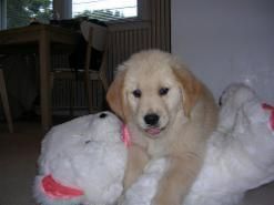 Golden retriever, akc, Breeder, legend golden retrievers, AKC, Breeder, AKC breeder, AKC breeder of Merit, Legend, Legenddogs, Legend Goldens, Legend golden retrievers, golden retriever, golden retriever puppies, golden retriever puppies for sale, golden retriever puppy, english cream golden retriever, mini golden retriever, red golden retriever, black golden retriever, white golden retriever, golden retriever puppies for sale near me, golden retriever puppies near me, english golden retriever, golden retriever price, golden retriever doggy, golden retriever for sale, golden retriever lifespan, miniature golden retriever, golden retriever breeders, baby golden retriever, cute golden retriever, golden retriever baby, golden retriever bf, golden retriever breeders near me, golden retriever dog, golden retriever near me, golden retriever vs labrador, puppy golden retriever, red golden retriever puppies, American golden retriever, golden retriever colors, golden retriever puppy near me, canadian golden retriever, cream golden retriever, field golden retriever, golden retriever breeder, golden retriever for sale near me, golden retriever puppies ohio, golden retriever weight, brown golden retriever, dark golden retriever, english cream golden retriever puppies for sale, golden retriever boy, golden retriever breeder near me, golden retriever energy, golden retriever personality, golden retriever pup for sale, golden retriever puppies nc, golden retriever puppy for sale, labrador vs golden retriever
AKC, Breeder, AKC breeder, AKC breeder of Merit, Legend, Legenddogs, Legend Goldens, Legend golden retrievers, golden retriever puppies, golden retriever puppies for sale, golden retriever puppy, golden retriever puppies for sale near me, golden retriever puppies near me, puppy golden retriever, red golden retriever puppies, golden retriever puppy near me, golden retriever puppies ohio, english cream golden retriever puppies for sale, golden retriever puppies nc, golden retriever puppy for sale, golden retriever puppies for sale $200, white golden retriever puppies, cute golden retriever puppies, english cream golden retriever puppies, golden retriever puppies indiana, golden retriever puppies mn, golden retriever puppies wisconsin, golden retriever puppy price, puppy for sale golden retriever, english golden retriever puppies, golden retriever puppies az, golden retriever puppies colorado, golden retriever puppies florida, golden retriever puppies georgia, golden retriever puppies oregon, golden retriever puppy for sale near me, labrador puppy vs golden retriever, red golden retriever puppies for sale, akc golden retriever puppies, golden retriever puppies iowa, golden retriever puppies price, black golden retriever puppy, cute golden retriever puppy, golden retriever puppies near me for sale, golden retriever puppies virginia, labrador golden retriever puppy, royal canin golden retriever puppy, cream golden retriever puppies, golden retriever puppies alabama, golden retriever puppies ct, golden retriever puppies houston, golden retriever puppies illinois, golden retriever puppies maine, golden retriever puppies michigan, golden retriever puppies photos, golden retriever puppies san diego, golden retriever puppies texas, golden retriever puppy photos, newborn golden retriever puppies, golden retriever puppies for sale in michigan, golden retriever puppies in michigan, golden retriever puppies for sale in ohio, AKC, Breeder, AKC breeder, AKC breeder of Merit, Legend, Legenddogs, Legend Goldens, Legend golden retrievers, , golden retriever puppies for sale, golden retriever puppies for sale near me, golden retriever for sale, golden retriever for sale near me, english cream golden retriever puppies for sale, golden retriever pup for sale, golden retriever puppy for sale, golden retriever puppies for sale $200, puppy for sale golden retriever, golden retriever puppy for sale near me, golden retriever pups for sale near me, red golden retriever puppies for sale, golden retriever sale, miniature golden retriever for sale, golden retriever puppies near me for sale, adult golden retriever for sale, english cream golden retriever for sale, english golden retriever puppies for sale, golden retriever dogs for sale, golden retriever near me for sale, red golden retriever for sale, english cream golden retriever puppies for sale near me, white golden retriever puppies for sale, golden retriever litter for sale, golden retriever puppies for sale in pa, golden retriever puppies for sale los angeles, miniature golden retriever for sale near me, black golden retriever puppies for sale, golden retriever on sale, golden retriever puppies for sale in michigan, golden retriever puppies for sale in mn, golden retriever puppies for sale in texas, baby golden retriever for sale, black golden retriever for sale, black golden retriever puppy for sale, english golden retriever for sale, golden retriever puppies for sale $500, golden retriever puppies for sale chicago, golden retriever puppies for sale in nc, golden retriever puppies for sale in nj, golden retriever puppies for sale in ohio, golden retriever puppies for sale near me under $500, golden retriever puppies sale, mini golden retriever for sale near me, small golden retriever for sale, dark red golden retriever puppies for sale, golden retriever puppies for sale in az, golden retriever puppies for sale in ct, golden retriever puppies for sale michigan, golden retriever puppies for sale ohio, golden retriever puppies in michigan for sale, golden retriever breeders, AKC, Breeder, AKC breeder, AKC breeder of Merit, Legend, Legenddogs, Legend Goldens, Legend golden retrievers, golden retriever breeders near me, golden retriever breeders florida, golden retriever breeders colorado, golden retriever breeders in ma, golden retriever breeders texas, best golden retriever breeders, english cream golden retriever breeders, golden retriever breeders georgia, golden retriever breeders in pa, golden retriever breeders nc, golden retriever breeders ohio, golden retriever breeders wisconsin, golden retriever breeders california, golden retriever breeders ct, golden retriever breeders illinois, golden retriever breeders michigan, golden retriever breeders mn, golden retriever breeders nj, golden retriever breeders indiana, golden retriever breeders va, red golden retriever breeders, golden retriever breeders az, golden retriever breeders in nh, golden retriever breeders maryland, golden retriever breeders ny, golden retriever breeders oregon, golden retriever breeders sc, golden retriever breeders washington, akc golden retriever breeders, english cream golden retriever breeders near me, english golden retriever breeders, golden retriever breeders north carolina, golden retriever dog breeders near me, mini golden retriever breeders, golden retriever breeders alabama, golden retriever breeders in iowa, golden retriever breeders in maine, golden retriever breeders in mn, golden retriever breeders in nc, golden retriever breeders in new england, golden retriever breeders in tn, golden retriever breeders minnesota, golden retriever breeders missouri, golden retriever breeders new england, golden retriever puppy breeders, wisconsin golden retriever breeders, field golden retriever breeders, golden retriever breeders houston,