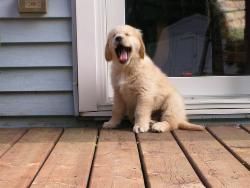 Golden retriever, akc, Breeder, legend golden retrievers, AKC, Breeder, AKC breeder, AKC breeder of Merit, Legend, Legenddogs, Legend Goldens, Legend golden retrievers, golden retriever, golden retriever puppies, golden retriever puppies for sale, golden retriever puppy, english cream golden retriever, mini golden retriever, red golden retriever, black golden retriever, white golden retriever, golden retriever puppies for sale near me, golden retriever puppies near me, english golden retriever, golden retriever price, golden retriever doggy, golden retriever for sale, golden retriever lifespan, miniature golden retriever, golden retriever breeders, baby golden retriever, cute golden retriever, golden retriever baby, golden retriever bf, golden retriever breeders near me, golden retriever dog, golden retriever near me, golden retriever vs labrador, puppy golden retriever, red golden retriever puppies, American golden retriever, golden retriever colors, golden retriever puppy near me, canadian golden retriever, cream golden retriever, field golden retriever, golden retriever breeder, golden retriever for sale near me, golden retriever puppies ohio, golden retriever weight, brown golden retriever, dark golden retriever, english cream golden retriever puppies for sale, golden retriever boy, golden retriever breeder near me, golden retriever energy, golden retriever personality, golden retriever pup for sale, golden retriever puppies nc, golden retriever puppy for sale, labrador vs golden retriever
AKC, Breeder, AKC breeder, AKC breeder of Merit, Legend, Legenddogs, Legend Goldens, Legend golden retrievers, golden retriever puppies, golden retriever puppies for sale, golden retriever puppy, golden retriever puppies for sale near me, golden retriever puppies near me, puppy golden retriever, red golden retriever puppies, golden retriever puppy near me, golden retriever puppies ohio, english cream golden retriever puppies for sale, golden retriever puppies nc, golden retriever puppy for sale, golden retriever puppies for sale $200, white golden retriever puppies, cute golden retriever puppies, english cream golden retriever puppies, golden retriever puppies indiana, golden retriever puppies mn, golden retriever puppies wisconsin, golden retriever puppy price, puppy for sale golden retriever, english golden retriever puppies, golden retriever puppies az, golden retriever puppies colorado, golden retriever puppies florida, golden retriever puppies georgia, golden retriever puppies oregon, golden retriever puppy for sale near me, labrador puppy vs golden retriever, red golden retriever puppies for sale, akc golden retriever puppies, golden retriever puppies iowa, golden retriever puppies price, black golden retriever puppy, cute golden retriever puppy, golden retriever puppies near me for sale, golden retriever puppies virginia, labrador golden retriever puppy, royal canin golden retriever puppy, cream golden retriever puppies, golden retriever puppies alabama, golden retriever puppies ct, golden retriever puppies houston, golden retriever puppies illinois, golden retriever puppies maine, golden retriever puppies michigan, golden retriever puppies photos, golden retriever puppies san diego, golden retriever puppies texas, golden retriever puppy photos, newborn golden retriever puppies, golden retriever puppies for sale in michigan, golden retriever puppies in michigan, golden retriever puppies for sale in ohio, AKC, Breeder, AKC breeder, AKC breeder of Merit, Legend, Legenddogs, Legend Goldens, Legend golden retrievers, , golden retriever puppies for sale, golden retriever puppies for sale near me, golden retriever for sale, golden retriever for sale near me, english cream golden retriever puppies for sale, golden retriever pup for sale, golden retriever puppy for sale, golden retriever puppies for sale $200, puppy for sale golden retriever, golden retriever puppy for sale near me, golden retriever pups for sale near me, red golden retriever puppies for sale, golden retriever sale, miniature golden retriever for sale, golden retriever puppies near me for sale, adult golden retriever for sale, english cream golden retriever for sale, english golden retriever puppies for sale, golden retriever dogs for sale, golden retriever near me for sale, red golden retriever for sale, english cream golden retriever puppies for sale near me, white golden retriever puppies for sale, golden retriever litter for sale, golden retriever puppies for sale in pa, golden retriever puppies for sale los angeles, miniature golden retriever for sale near me, black golden retriever puppies for sale, golden retriever on sale, golden retriever puppies for sale in michigan, golden retriever puppies for sale in mn, golden retriever puppies for sale in texas, baby golden retriever for sale, black golden retriever for sale, black golden retriever puppy for sale, english golden retriever for sale, golden retriever puppies for sale $500, golden retriever puppies for sale chicago, golden retriever puppies for sale in nc, golden retriever puppies for sale in nj, golden retriever puppies for sale in ohio, golden retriever puppies for sale near me under $500, golden retriever puppies sale, mini golden retriever for sale near me, small golden retriever for sale, dark red golden retriever puppies for sale, golden retriever puppies for sale in az, golden retriever puppies for sale in ct, golden retriever puppies for sale michigan, golden retriever puppies for sale ohio, golden retriever puppies in michigan for sale, golden retriever breeders, AKC, Breeder, AKC breeder, AKC breeder of Merit, Legend, Legenddogs, Legend Goldens, Legend golden retrievers, golden retriever breeders near me, golden retriever breeders florida, golden retriever breeders colorado, golden retriever breeders in ma, golden retriever breeders texas, best golden retriever breeders, english cream golden retriever breeders, golden retriever breeders georgia, golden retriever breeders in pa, golden retriever breeders nc, golden retriever breeders ohio, golden retriever breeders wisconsin, golden retriever breeders california, golden retriever breeders ct, golden retriever breeders illinois, golden retriever breeders michigan, golden retriever breeders mn, golden retriever breeders nj, golden retriever breeders indiana, golden retriever breeders va, red golden retriever breeders, golden retriever breeders az, golden retriever breeders in nh, golden retriever breeders maryland, golden retriever breeders ny, golden retriever breeders oregon, golden retriever breeders sc, golden retriever breeders washington, akc golden retriever breeders, english cream golden retriever breeders near me, english golden retriever breeders, golden retriever breeders north carolina, golden retriever dog breeders near me, mini golden retriever breeders, golden retriever breeders alabama, golden retriever breeders in iowa, golden retriever breeders in maine, golden retriever breeders in mn, golden retriever breeders in nc, golden retriever breeders in new england, golden retriever breeders in tn, golden retriever breeders minnesota, golden retriever breeders missouri, golden retriever breeders new england, golden retriever puppy breeders, wisconsin golden retriever breeders, field golden retriever breeders, golden retriever breeders houston,