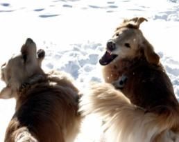 Golden retriever, akc, Breeder, legend golden retrievers, AKC, Breeder, AKC breeder, AKC breeder of Merit, Legend, Legenddogs, Legend Goldens, Legend golden retrievers, golden retriever, golden retriever puppies, golden retriever puppies for sale, golden retriever puppy, english cream golden retriever, mini golden retriever, red golden retriever, black golden retriever, white golden retriever, golden retriever puppies for sale near me, golden retriever puppies near me, english golden retriever, golden retriever price, golden retriever doggy, golden retriever for sale, golden retriever lifespan, miniature golden retriever, golden retriever breeders, baby golden retriever, cute golden retriever, golden retriever baby, golden retriever bf, golden retriever breeders near me, golden retriever dog, golden retriever near me, golden retriever vs labrador, puppy golden retriever, red golden retriever puppies, American golden retriever, golden retriever colors, golden retriever puppy near me, canadian golden retriever, cream golden retriever, field golden retriever, golden retriever breeder, golden retriever for sale near me, golden retriever puppies ohio, golden retriever weight, brown golden retriever, dark golden retriever, english cream golden retriever puppies for sale, golden retriever boy, golden retriever breeder near me, golden retriever energy, golden retriever personality, golden retriever pup for sale, golden retriever puppies nc, golden retriever puppy for sale, labrador vs golden retriever
AKC, Breeder, AKC breeder, AKC breeder of Merit, Legend, Legenddogs, Legend Goldens, Legend golden retrievers, golden retriever puppies, golden retriever puppies for sale, golden retriever puppy, golden retriever puppies for sale near me, golden retriever puppies near me, puppy golden retriever, red golden retriever puppies, golden retriever puppy near me, golden retriever puppies ohio, english cream golden retriever puppies for sale, golden retriever puppies nc, golden retriever puppy for sale, golden retriever puppies for sale $200, white golden retriever puppies, cute golden retriever puppies, english cream golden retriever puppies, golden retriever puppies indiana, golden retriever puppies mn, golden retriever puppies wisconsin, golden retriever puppy price, puppy for sale golden retriever, english golden retriever puppies, golden retriever puppies az, golden retriever puppies colorado, golden retriever puppies florida, golden retriever puppies georgia, golden retriever puppies oregon, golden retriever puppy for sale near me, labrador puppy vs golden retriever, red golden retriever puppies for sale, akc golden retriever puppies, golden retriever puppies iowa, golden retriever puppies price, black golden retriever puppy, cute golden retriever puppy, golden retriever puppies near me for sale, golden retriever puppies virginia, labrador golden retriever puppy, royal canin golden retriever puppy, cream golden retriever puppies, golden retriever puppies alabama, golden retriever puppies ct, golden retriever puppies houston, golden retriever puppies illinois, golden retriever puppies maine, golden retriever puppies michigan, golden retriever puppies photos, golden retriever puppies san diego, golden retriever puppies texas, golden retriever puppy photos, newborn golden retriever puppies, golden retriever puppies for sale in michigan, golden retriever puppies in michigan, golden retriever puppies for sale in ohio, AKC, Breeder, AKC breeder, AKC breeder of Merit, Legend, Legenddogs, Legend Goldens, Legend golden retrievers, , golden retriever puppies for sale, golden retriever puppies for sale near me, golden retriever for sale, golden retriever for sale near me, english cream golden retriever puppies for sale, golden retriever pup for sale, golden retriever puppy for sale, golden retriever puppies for sale $200, puppy for sale golden retriever, golden retriever puppy for sale near me, golden retriever pups for sale near me, red golden retriever puppies for sale, golden retriever sale, miniature golden retriever for sale, golden retriever puppies near me for sale, adult golden retriever for sale, english cream golden retriever for sale, english golden retriever puppies for sale, golden retriever dogs for sale, golden retriever near me for sale, red golden retriever for sale, english cream golden retriever puppies for sale near me, white golden retriever puppies for sale, golden retriever litter for sale, golden retriever puppies for sale in pa, golden retriever puppies for sale los angeles, miniature golden retriever for sale near me, black golden retriever puppies for sale, golden retriever on sale, golden retriever puppies for sale in michigan, golden retriever puppies for sale in mn, golden retriever puppies for sale in texas, baby golden retriever for sale, black golden retriever for sale, black golden retriever puppy for sale, english golden retriever for sale, golden retriever puppies for sale $500, golden retriever puppies for sale chicago, golden retriever puppies for sale in nc, golden retriever puppies for sale in nj, golden retriever puppies for sale in ohio, golden retriever puppies for sale near me under $500, golden retriever puppies sale, mini golden retriever for sale near me, small golden retriever for sale, dark red golden retriever puppies for sale, golden retriever puppies for sale in az, golden retriever puppies for sale in ct, golden retriever puppies for sale michigan, golden retriever puppies for sale ohio, golden retriever puppies in michigan for sale, golden retriever breeders, AKC, Breeder, AKC breeder, AKC breeder of Merit, Legend, Legenddogs, Legend Goldens, Legend golden retrievers, golden retriever breeders near me, golden retriever breeders florida, golden retriever breeders colorado, golden retriever breeders in ma, golden retriever breeders texas, best golden retriever breeders, english cream golden retriever breeders, golden retriever breeders georgia, golden retriever breeders in pa, golden retriever breeders nc, golden retriever breeders ohio, golden retriever breeders wisconsin, golden retriever breeders california, golden retriever breeders ct, golden retriever breeders illinois, golden retriever breeders michigan, golden retriever breeders mn, golden retriever breeders nj, golden retriever breeders indiana, golden retriever breeders va, red golden retriever breeders, golden retriever breeders az, golden retriever breeders in nh, golden retriever breeders maryland, golden retriever breeders ny, golden retriever breeders oregon, golden retriever breeders sc, golden retriever breeders washington, akc golden retriever breeders, english cream golden retriever breeders near me, english golden retriever breeders, golden retriever breeders north carolina, golden retriever dog breeders near me, mini golden retriever breeders, golden retriever breeders alabama, golden retriever breeders in iowa, golden retriever breeders in maine, golden retriever breeders in mn, golden retriever breeders in nc, golden retriever breeders in new england, golden retriever breeders in tn, golden retriever breeders minnesota, golden retriever breeders missouri, golden retriever breeders new england, golden retriever puppy breeders, wisconsin golden retriever breeders, field golden retriever breeders, golden retriever breeders houston,