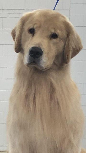 AKC Golden Retriever blocky head