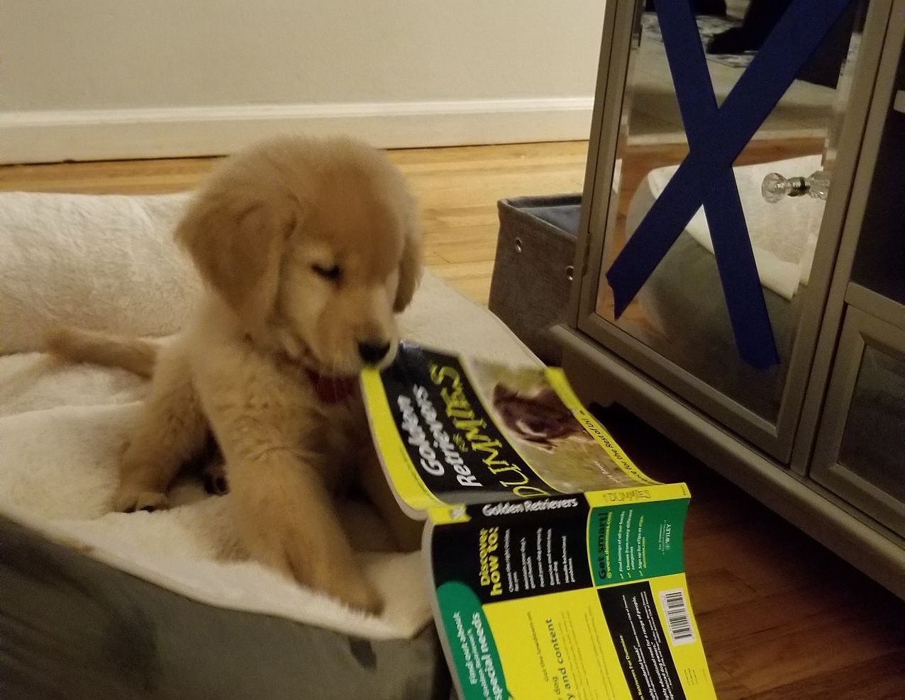 Legend golden retrievers puppy Golden retriever, akc, Breeder, legend golden retrievers, Golden retriever, akc, Breeder, legend golden retrievers, AKC, Breeder, AKC breeder, AKC breeder of Merit, Legend, Legenddogs, Legend Goldens, Legend golden retrievers, golden retriever, golden retriever puppies, golden retriever puppies for sale, golden retriever puppy, english cream golden retriever, mini golden retriever, red golden retriever, black golden retriever, white golden retriever, golden retriever puppies for sale near me, golden retriever puppies near me, english golden retriever, golden retriever price, golden retriever doggy, golden retriever for sale, golden retriever lifespan, miniature golden retriever, golden retriever breeders, baby golden retriever, cute golden retriever, golden retriever baby, golden retriever bf, golden retriever breeders near me, golden retriever dog, golden retriever near me, golden retriever vs labrador, puppy golden retriever, red golden retriever puppies, American golden retriever, golden retriever colors, golden retriever puppy near me, canadian golden retriever, cream golden retriever, field golden retriever, golden retriever breeder, golden retriever for sale near me, golden retriever puppies ohio, golden retriever weight, brown golden retriever, dark golden retriever, english cream golden retriever puppies for sale, golden retriever boy, golden retriever breeder near me, golden retriever energy, golden retriever personality, golden retriever pup for sale, golden retriever puppies nc, golden retriever puppy for sale, labrador vs golden retriever
AKC, Breeder, AKC breeder, AKC breeder of Merit, Legend, Legenddogs, Legend Goldens, Legend golden retrievers, golden retriever puppies, golden retriever puppies for sale, golden retriever puppy, golden retriever puppies for sale near me, golden retriever puppies near me, puppy golden retriever, red golden retriever puppies, golden retriever puppy near me, golden retriever puppies ohio, english cream golden retriever puppies for sale, golden retriever puppies nc, golden retriever puppy for sale, golden retriever puppies for sale $200, white golden retriever puppies, cute golden retriever puppies, english cream golden retriever puppies, golden retriever puppies indiana, golden retriever puppies mn, golden retriever puppies wisconsin, golden retriever puppy price, puppy for sale golden retriever, english golden retriever puppies, golden retriever puppies az, golden retriever puppies colorado, golden retriever puppies florida, golden retriever puppies georgia, golden retriever puppies oregon, golden retriever puppy for sale near me, labrador puppy vs golden retriever, red golden retriever puppies for sale, akc golden retriever puppies, golden retriever puppies iowa, golden retriever puppies price, black golden retriever puppy, cute golden retriever puppy, golden retriever puppies near me for sale, golden retriever puppies virginia, labrador golden retriever puppy, royal canin golden retriever puppy, cream golden retriever puppies, golden retriever puppies alabama, golden retriever puppies ct, golden retriever puppies houston, golden retriever puppies illinois, golden retriever puppies maine, golden retriever puppies michigan, golden retriever puppies photos, golden retriever puppies san diego, golden retriever puppies texas, golden retriever puppy photos, newborn golden retriever puppies, golden retriever puppies for sale in michigan, golden retriever puppies in michigan, golden retriever puppies for sale in ohio, AKC, Breeder, AKC breeder, AKC breeder of Merit, Legend, Legenddogs, Legend Goldens, Legend golden retrievers, , golden retriever puppies for sale, golden retriever puppies for sale near me, golden retriever for sale, golden retriever for sale near me, english cream golden retriever puppies for sale, golden retriever pup for sale, golden retriever puppy for sale, golden retriever puppies for sale $200, puppy for sale golden retriever, golden retriever puppy for sale near me, golden retriever pups for sale near me, red golden retriever puppies for sale, golden retriever sale, miniature golden retriever for sale, golden retriever puppies near me for sale, adult golden retriever for sale, english cream golden retriever for sale, english golden retriever puppies for sale, golden retriever dogs for sale, golden retriever near me for sale, red golden retriever for sale, english cream golden retriever puppies for sale near me, white golden retriever puppies for sale, golden retriever litter for sale, golden retriever puppies for sale in pa, golden retriever puppies for sale los angeles, miniature golden retriever for sale near me, black golden retriever puppies for sale, golden retriever on sale, golden retriever puppies for sale in michigan, golden retriever puppies for sale in mn, golden retriever puppies for sale in texas, baby golden retriever for sale, black golden retriever for sale, black golden retriever puppy for sale, english golden retriever for sale, golden retriever puppies for sale $500, golden retriever puppies for sale chicago, golden retriever puppies for sale in nc, golden retriever puppies for sale in nj, golden retriever puppies for sale in ohio, golden retriever puppies for sale near me under $500, golden retriever puppies sale, mini golden retriever for sale near me, small golden retriever for sale, dark red golden retriever puppies for sale, golden retriever puppies for sale in az, golden retriever puppies for sale in ct, golden retriever puppies for sale michigan, golden retriever puppies for sale ohio, golden retriever puppies in michigan for sale, golden retriever breeders, AKC, Breeder, AKC breeder, AKC breeder of Merit, Legend, Legenddogs, Legend Goldens, Legend golden retrievers, golden retriever breeders near me, golden retriever breeders florida, golden retriever breeders colorado, golden retriever breeders in ma, golden retriever breeders texas, best golden retriever breeders, english cream golden retriever breeders, golden retriever breeders georgia, golden retriever breeders in pa, golden retriever breeders nc, golden retriever breeders ohio, golden retriever breeders wisconsin, golden retriever breeders california, golden retriever breeders ct, golden retriever breeders illinois, golden retriever breeders michigan, golden retriever breeders mn, golden retriever breeders nj, golden retriever breeders indiana, golden retriever breeders va, red golden retriever breeders, golden retriever breeders az, golden retriever breeders in nh, golden retriever breeders maryland, golden retriever breeders ny, golden retriever breeders oregon, golden retriever breeders sc, golden retriever breeders washington, akc golden retriever breeders, english cream golden retriever breeders near me, english golden retriever breeders, golden retriever breeders north carolina, golden retriever dog breeders near me, mini golden retriever breeders, golden retriever breeders alabama, golden retriever breeders in iowa, golden retriever breeders in maine, golden retriever breeders in mn, golden retriever breeders in nc, golden retriever breeders in new england, golden retriever breeders in tn, golden retriever breeders minnesota, golden retriever breeders missouri, golden retriever breeders new england, golden retriever puppy breeders, wisconsin golden retriever breeders, field golden retriever breeders, golden retriever breeders houston,