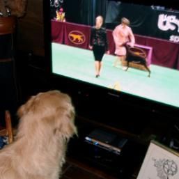 Golden retriever, akc, Breeder, legend golden retrievers, AKC, Breeder, AKC breeder, AKC breeder of Merit, Legend, Legenddogs, Legend Goldens, Legend golden retrievers, golden retriever, golden retriever puppies, golden retriever puppies for sale, golden retriever puppy, english cream golden retriever, mini golden retriever, red golden retriever, black golden retriever, white golden retriever, golden retriever puppies for sale near me, golden retriever puppies near me, english golden retriever, golden retriever price, golden retriever doggy, golden retriever for sale, golden retriever lifespan, miniature golden retriever, golden retriever breeders, baby golden retriever, cute golden retriever, golden retriever baby, golden retriever bf, golden retriever breeders near me, golden retriever dog, golden retriever near me, golden retriever vs labrador, puppy golden retriever, red golden retriever puppies, American golden retriever, golden retriever colors, golden retriever puppy near me, canadian golden retriever, cream golden retriever, field golden retriever, golden retriever breeder, golden retriever for sale near me, golden retriever puppies ohio, golden retriever weight, brown golden retriever, dark golden retriever, english cream golden retriever puppies for sale, golden retriever boy, golden retriever breeder near me, golden retriever energy, golden retriever personality, golden retriever pup for sale, golden retriever puppies nc, golden retriever puppy for sale, labrador vs golden retriever
AKC, Breeder, AKC breeder, AKC breeder of Merit, Legend, Legenddogs, Legend Goldens, Legend golden retrievers, golden retriever puppies, golden retriever puppies for sale, golden retriever puppy, golden retriever puppies for sale near me, golden retriever puppies near me, puppy golden retriever, red golden retriever puppies, golden retriever puppy near me, golden retriever puppies ohio, english cream golden retriever puppies for sale, golden retriever puppies nc, golden retriever puppy for sale, golden retriever puppies for sale $200, white golden retriever puppies, cute golden retriever puppies, english cream golden retriever puppies, golden retriever puppies indiana, golden retriever puppies mn, golden retriever puppies wisconsin, golden retriever puppy price, puppy for sale golden retriever, english golden retriever puppies, golden retriever puppies az, golden retriever puppies colorado, golden retriever puppies florida, golden retriever puppies georgia, golden retriever puppies oregon, golden retriever puppy for sale near me, labrador puppy vs golden retriever, red golden retriever puppies for sale, akc golden retriever puppies, golden retriever puppies iowa, golden retriever puppies price, black golden retriever puppy, cute golden retriever puppy, golden retriever puppies near me for sale, golden retriever puppies virginia, labrador golden retriever puppy, royal canin golden retriever puppy, cream golden retriever puppies, golden retriever puppies alabama, golden retriever puppies ct, golden retriever puppies houston, golden retriever puppies illinois, golden retriever puppies maine, golden retriever puppies michigan, golden retriever puppies photos, golden retriever puppies san diego, golden retriever puppies texas, golden retriever puppy photos, newborn golden retriever puppies, golden retriever puppies for sale in michigan, golden retriever puppies in michigan, golden retriever puppies for sale in ohio, AKC, Breeder, AKC breeder, AKC breeder of Merit, Legend, Legenddogs, Legend Goldens, Legend golden retrievers, , golden retriever puppies for sale, golden retriever puppies for sale near me, golden retriever for sale, golden retriever for sale near me, english cream golden retriever puppies for sale, golden retriever pup for sale, golden retriever puppy for sale, golden retriever puppies for sale $200, puppy for sale golden retriever, golden retriever puppy for sale near me, golden retriever pups for sale near me, red golden retriever puppies for sale, golden retriever sale, miniature golden retriever for sale, golden retriever puppies near me for sale, adult golden retriever for sale, english cream golden retriever for sale, english golden retriever puppies for sale, golden retriever dogs for sale, golden retriever near me for sale, red golden retriever for sale, english cream golden retriever puppies for sale near me, white golden retriever puppies for sale, golden retriever litter for sale, golden retriever puppies for sale in pa, golden retriever puppies for sale los angeles, miniature golden retriever for sale near me, black golden retriever puppies for sale, golden retriever on sale, golden retriever puppies for sale in michigan, golden retriever puppies for sale in mn, golden retriever puppies for sale in texas, baby golden retriever for sale, black golden retriever for sale, black golden retriever puppy for sale, english golden retriever for sale, golden retriever puppies for sale $500, golden retriever puppies for sale chicago, golden retriever puppies for sale in nc, golden retriever puppies for sale in nj, golden retriever puppies for sale in ohio, golden retriever puppies for sale near me under $500, golden retriever puppies sale, mini golden retriever for sale near me, small golden retriever for sale, dark red golden retriever puppies for sale, golden retriever puppies for sale in az, golden retriever puppies for sale in ct, golden retriever puppies for sale michigan, golden retriever puppies for sale ohio, golden retriever puppies in michigan for sale, golden retriever breeders, AKC, Breeder, AKC breeder, AKC breeder of Merit, Legend, Legenddogs, Legend Goldens, Legend golden retrievers, golden retriever breeders near me, golden retriever breeders florida, golden retriever breeders colorado, golden retriever breeders in ma, golden retriever breeders texas, best golden retriever breeders, english cream golden retriever breeders, golden retriever breeders georgia, golden retriever breeders in pa, golden retriever breeders nc, golden retriever breeders ohio, golden retriever breeders wisconsin, golden retriever breeders california, golden retriever breeders ct, golden retriever breeders illinois, golden retriever breeders michigan, golden retriever breeders mn, golden retriever breeders nj, golden retriever breeders indiana, golden retriever breeders va, red golden retriever breeders, golden retriever breeders az, golden retriever breeders in nh, golden retriever breeders maryland, golden retriever breeders ny, golden retriever breeders oregon, golden retriever breeders sc, golden retriever breeders washington, akc golden retriever breeders, english cream golden retriever breeders near me, english golden retriever breeders, golden retriever breeders north carolina, golden retriever dog breeders near me, mini golden retriever breeders, golden retriever breeders alabama, golden retriever breeders in iowa, golden retriever breeders in maine, golden retriever breeders in mn, golden retriever breeders in nc, golden retriever breeders in new england, golden retriever breeders in tn, golden retriever breeders minnesota, golden retriever breeders missouri, golden retriever breeders new england, golden retriever puppy breeders, wisconsin golden retriever breeders, field golden retriever breeders, golden retriever breeders houston,