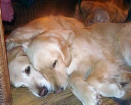 Golden retriever, akc, Breeder, legend golden retrievers, AKC, Breeder, AKC breeder, AKC breeder of Merit, Legend, Legenddogs, Legend Goldens, Legend golden retrievers, golden retriever, golden retriever puppies, golden retriever puppies for sale, golden retriever puppy, english cream golden retriever, mini golden retriever, red golden retriever, black golden retriever, white golden retriever, golden retriever puppies for sale near me, golden retriever puppies near me, english golden retriever, golden retriever price, golden retriever doggy, golden retriever for sale, golden retriever lifespan, miniature golden retriever, golden retriever breeders, baby golden retriever, cute golden retriever, golden retriever baby, golden retriever bf, golden retriever breeders near me, golden retriever dog, golden retriever near me, golden retriever vs labrador, puppy golden retriever, red golden retriever puppies, American golden retriever, golden retriever colors, golden retriever puppy near me, canadian golden retriever, cream golden retriever, field golden retriever, golden retriever breeder, golden retriever for sale near me, golden retriever puppies ohio, golden retriever weight, brown golden retriever, dark golden retriever, english cream golden retriever puppies for sale, golden retriever boy, golden retriever breeder near me, golden retriever energy, golden retriever personality, golden retriever pup for sale, golden retriever puppies nc, golden retriever puppy for sale, labrador vs golden retriever
AKC, Breeder, AKC breeder, AKC breeder of Merit, Legend, Legenddogs, Legend Goldens, Legend golden retrievers, golden retriever puppies, golden retriever puppies for sale, golden retriever puppy, golden retriever puppies for sale near me, golden retriever puppies near me, puppy golden retriever, red golden retriever puppies, golden retriever puppy near me, golden retriever puppies ohio, english cream golden retriever puppies for sale, golden retriever puppies nc, golden retriever puppy for sale, golden retriever puppies for sale $200, white golden retriever puppies, cute golden retriever puppies, english cream golden retriever puppies, golden retriever puppies indiana, golden retriever puppies mn, golden retriever puppies wisconsin, golden retriever puppy price, puppy for sale golden retriever, english golden retriever puppies, golden retriever puppies az, golden retriever puppies colorado, golden retriever puppies florida, golden retriever puppies georgia, golden retriever puppies oregon, golden retriever puppy for sale near me, labrador puppy vs golden retriever, red golden retriever puppies for sale, akc golden retriever puppies, golden retriever puppies iowa, golden retriever puppies price, black golden retriever puppy, cute golden retriever puppy, golden retriever puppies near me for sale, golden retriever puppies virginia, labrador golden retriever puppy, royal canin golden retriever puppy, cream golden retriever puppies, golden retriever puppies alabama, golden retriever puppies ct, golden retriever puppies houston, golden retriever puppies illinois, golden retriever puppies maine, golden retriever puppies michigan, golden retriever puppies photos, golden retriever puppies san diego, golden retriever puppies texas, golden retriever puppy photos, newborn golden retriever puppies, golden retriever puppies for sale in michigan, golden retriever puppies in michigan, golden retriever puppies for sale in ohio, AKC, Breeder, AKC breeder, AKC breeder of Merit, Legend, Legenddogs, Legend Goldens, Legend golden retrievers, , golden retriever puppies for sale, golden retriever puppies for sale near me, golden retriever for sale, golden retriever for sale near me, english cream golden retriever puppies for sale, golden retriever pup for sale, golden retriever puppy for sale, golden retriever puppies for sale $200, puppy for sale golden retriever, golden retriever puppy for sale near me, golden retriever pups for sale near me, red golden retriever puppies for sale, golden retriever sale, miniature golden retriever for sale, golden retriever puppies near me for sale, adult golden retriever for sale, english cream golden retriever for sale, english golden retriever puppies for sale, golden retriever dogs for sale, golden retriever near me for sale, red golden retriever for sale, english cream golden retriever puppies for sale near me, white golden retriever puppies for sale, golden retriever litter for sale, golden retriever puppies for sale in pa, golden retriever puppies for sale los angeles, miniature golden retriever for sale near me, black golden retriever puppies for sale, golden retriever on sale, golden retriever puppies for sale in michigan, golden retriever puppies for sale in mn, golden retriever puppies for sale in texas, baby golden retriever for sale, black golden retriever for sale, black golden retriever puppy for sale, english golden retriever for sale, golden retriever puppies for sale $500, golden retriever puppies for sale chicago, golden retriever puppies for sale in nc, golden retriever puppies for sale in nj, golden retriever puppies for sale in ohio, golden retriever puppies for sale near me under $500, golden retriever puppies sale, mini golden retriever for sale near me, small golden retriever for sale, dark red golden retriever puppies for sale, golden retriever puppies for sale in az, golden retriever puppies for sale in ct, golden retriever puppies for sale michigan, golden retriever puppies for sale ohio, golden retriever puppies in michigan for sale, golden retriever breeders, AKC, Breeder, AKC breeder, AKC breeder of Merit, Legend, Legenddogs, Legend Goldens, Legend golden retrievers, golden retriever breeders near me, golden retriever breeders florida, golden retriever breeders colorado, golden retriever breeders in ma, golden retriever breeders texas, best golden retriever breeders, english cream golden retriever breeders, golden retriever breeders georgia, golden retriever breeders in pa, golden retriever breeders nc, golden retriever breeders ohio, golden retriever breeders wisconsin, golden retriever breeders california, golden retriever breeders ct, golden retriever breeders illinois, golden retriever breeders michigan, golden retriever breeders mn, golden retriever breeders nj, golden retriever breeders indiana, golden retriever breeders va, red golden retriever breeders, golden retriever breeders az, golden retriever breeders in nh, golden retriever breeders maryland, golden retriever breeders ny, golden retriever breeders oregon, golden retriever breeders sc, golden retriever breeders washington, akc golden retriever breeders, english cream golden retriever breeders near me, english golden retriever breeders, golden retriever breeders north carolina, golden retriever dog breeders near me, mini golden retriever breeders, golden retriever breeders alabama, golden retriever breeders in iowa, golden retriever breeders in maine, golden retriever breeders in mn, golden retriever breeders in nc, golden retriever breeders in new england, golden retriever breeders in tn, golden retriever breeders minnesota, golden retriever breeders missouri, golden retriever breeders new england, golden retriever puppy breeders, wisconsin golden retriever breeders, field golden retriever breeders, golden retriever breeders houston,