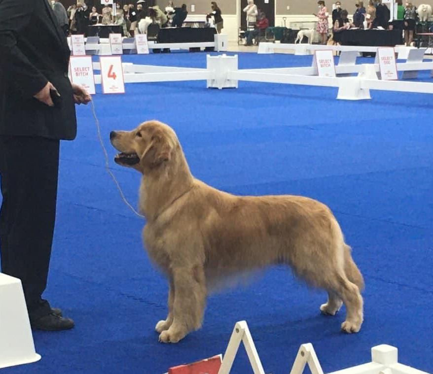 akc golden retriever breeder puppies for sale