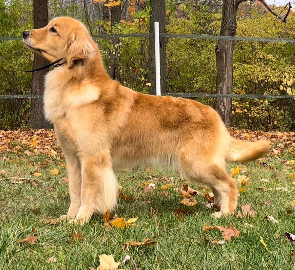 Golden retriever, akc, Breeder, legend golden retrievers, AKC, Breeder, AKC breeder, AKC breeder of Merit, Legend, Legenddogs, Legend Goldens, Legend golden retrievers, golden retriever, golden retriever puppies, golden retriever puppies for sale, golden retriever puppy, english cream golden retriever, mini golden retriever, red golden retriever, black golden retriever, white golden retriever, golden retriever puppies for sale near me, golden retriever puppies near me, english golden retriever, golden retriever price, golden retriever doggy, golden retriever for sale, golden retriever lifespan, miniature golden retriever, golden retriever breeders, baby golden retriever, cute golden retriever, golden retriever baby, golden retriever bf, golden retriever breeders near me, golden retriever dog, golden retriever near me, golden retriever vs labrador, puppy golden retriever, red golden retriever puppies, American golden retriever, golden retriever colors, golden retriever puppy near me, canadian golden retriever, cream golden retriever, field golden retriever, golden retriever breeder, golden retriever for sale near me, golden retriever puppies ohio, golden retriever weight, brown golden retriever, dark golden retriever, english cream golden retriever puppies for sale, golden retriever boy, golden retriever breeder near me, golden retriever energy, golden retriever personality, golden retriever pup for sale, golden retriever puppies nc, golden retriever puppy for sale, labrador vs golden retriever
AKC, Breeder, AKC breeder, AKC breeder of Merit, Legend, Legenddogs, Legend Goldens, Legend golden retrievers, golden retriever puppies, golden retriever puppies for sale, golden retriever puppy, golden retriever puppies for sale near me, golden retriever puppies near me, puppy golden retriever, red golden retriever puppies, golden retriever puppy near me, golden retriever puppies ohio, english cream golden retriever puppies for sale, golden retriever puppies nc, golden retriever puppy for sale, golden retriever puppies for sale $200, white golden retriever puppies, cute golden retriever puppies, english cream golden retriever puppies, golden retriever puppies indiana, golden retriever puppies mn, golden retriever puppies wisconsin, golden retriever puppy price, puppy for sale golden retriever, english golden retriever puppies, golden retriever puppies az, golden retriever puppies colorado, golden retriever puppies florida, golden retriever puppies georgia, golden retriever puppies oregon, golden retriever puppy for sale near me, labrador puppy vs golden retriever, red golden retriever puppies for sale, akc golden retriever puppies, golden retriever puppies iowa, golden retriever puppies price, black golden retriever puppy, cute golden retriever puppy, golden retriever puppies near me for sale, golden retriever puppies virginia, labrador golden retriever puppy, royal canin golden retriever puppy, cream golden retriever puppies, golden retriever puppies alabama, golden retriever puppies ct, golden retriever puppies houston, golden retriever puppies illinois, golden retriever puppies maine, golden retriever puppies michigan, golden retriever puppies photos, golden retriever puppies san diego, golden retriever puppies texas, golden retriever puppy photos, newborn golden retriever puppies, golden retriever puppies for sale in michigan, golden retriever puppies in michigan, golden retriever puppies for sale in ohio, AKC, Breeder, AKC breeder, AKC breeder of Merit, Legend, Legenddogs, Legend Goldens, Legend golden retrievers, , golden retriever puppies for sale, golden retriever puppies for sale near me, golden retriever for sale, golden retriever for sale near me, english cream golden retriever puppies for sale, golden retriever pup for sale, golden retriever puppy for sale, golden retriever puppies for sale $200, puppy for sale golden retriever, golden retriever puppy for sale near me, golden retriever pups for sale near me, red golden retriever puppies for sale, golden retriever sale, miniature golden retriever for sale, golden retriever puppies near me for sale, adult golden retriever for sale, english cream golden retriever for sale, english golden retriever puppies for sale, golden retriever dogs for sale, golden retriever near me for sale, red golden retriever for sale, english cream golden retriever puppies for sale near me, white golden retriever puppies for sale, golden retriever litter for sale, golden retriever puppies for sale in pa, golden retriever puppies for sale los angeles, miniature golden retriever for sale near me, black golden retriever puppies for sale, golden retriever on sale, golden retriever puppies for sale in michigan, golden retriever puppies for sale in mn, golden retriever puppies for sale in texas, baby golden retriever for sale, black golden retriever for sale, black golden retriever puppy for sale, english golden retriever for sale, golden retriever puppies for sale $500, golden retriever puppies for sale chicago, golden retriever puppies for sale in nc, golden retriever puppies for sale in nj, golden retriever puppies for sale in ohio, golden retriever puppies for sale near me under $500, golden retriever puppies sale, mini golden retriever for sale near me, small golden retriever for sale, dark red golden retriever puppies for sale, golden retriever puppies for sale in az, golden retriever puppies for sale in ct, golden retriever puppies for sale michigan, golden retriever puppies for sale ohio, golden retriever puppies in michigan for sale, golden retriever breeders, AKC, Breeder, AKC breeder, AKC breeder of Merit, Legend, Legenddogs, Legend Goldens, Legend golden retrievers, golden retriever breeders near me, golden retriever breeders florida, golden retriever breeders colorado, golden retriever breeders in ma, golden retriever breeders texas, best golden retriever breeders, english cream golden retriever breeders, golden retriever breeders georgia, golden retriever breeders in pa, golden retriever breeders nc, golden retriever breeders ohio, golden retriever breeders wisconsin, golden retriever breeders california, golden retriever breeders ct, golden retriever breeders illinois, golden retriever breeders michigan, golden retriever breeders mn, golden retriever breeders nj, golden retriever breeders indiana, golden retriever breeders va, red golden retriever breeders, golden retriever breeders az, golden retriever breeders in nh, golden retriever breeders maryland, golden retriever breeders ny, golden retriever breeders oregon, golden retriever breeders sc, golden retriever breeders washington, akc golden retriever breeders, english cream golden retriever breeders near me, english golden retriever breeders, golden retriever breeders north carolina, golden retriever dog breeders near me, mini golden retriever breeders, golden retriever breeders alabama, golden retriever breeders in iowa, golden retriever breeders in maine, golden retriever breeders in mn, golden retriever breeders in nc, golden retriever breeders in new england, golden retriever breeders in tn, golden retriever breeders minnesota, golden retriever breeders missouri, golden retriever breeders new england, golden retriever puppy breeders, wisconsin golden retriever breeders, field golden retriever breeders, golden retriever breeders houston,