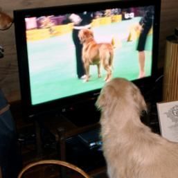 Golden retriever, akc, Breeder, legend golden retrievers, AKC, Breeder, AKC breeder, AKC breeder of Merit, Legend, Legenddogs, Legend Goldens, Legend golden retrievers, golden retriever, golden retriever puppies, golden retriever puppies for sale, golden retriever puppy, english cream golden retriever, mini golden retriever, red golden retriever, black golden retriever, white golden retriever, golden retriever puppies for sale near me, golden retriever puppies near me, english golden retriever, golden retriever price, golden retriever doggy, golden retriever for sale, golden retriever lifespan, miniature golden retriever, golden retriever breeders, baby golden retriever, cute golden retriever, golden retriever baby, golden retriever bf, golden retriever breeders near me, golden retriever dog, golden retriever near me, golden retriever vs labrador, puppy golden retriever, red golden retriever puppies, American golden retriever, golden retriever colors, golden retriever puppy near me, canadian golden retriever, cream golden retriever, field golden retriever, golden retriever breeder, golden retriever for sale near me, golden retriever puppies ohio, golden retriever weight, brown golden retriever, dark golden retriever, english cream golden retriever puppies for sale, golden retriever boy, golden retriever breeder near me, golden retriever energy, golden retriever personality, golden retriever pup for sale, golden retriever puppies nc, golden retriever puppy for sale, labrador vs golden retriever
AKC, Breeder, AKC breeder, AKC breeder of Merit, Legend, Legenddogs, Legend Goldens, Legend golden retrievers, golden retriever puppies, golden retriever puppies for sale, golden retriever puppy, golden retriever puppies for sale near me, golden retriever puppies near me, puppy golden retriever, red golden retriever puppies, golden retriever puppy near me, golden retriever puppies ohio, english cream golden retriever puppies for sale, golden retriever puppies nc, golden retriever puppy for sale, golden retriever puppies for sale $200, white golden retriever puppies, cute golden retriever puppies, english cream golden retriever puppies, golden retriever puppies indiana, golden retriever puppies mn, golden retriever puppies wisconsin, golden retriever puppy price, puppy for sale golden retriever, english golden retriever puppies, golden retriever puppies az, golden retriever puppies colorado, golden retriever puppies florida, golden retriever puppies georgia, golden retriever puppies oregon, golden retriever puppy for sale near me, labrador puppy vs golden retriever, red golden retriever puppies for sale, akc golden retriever puppies, golden retriever puppies iowa, golden retriever puppies price, black golden retriever puppy, cute golden retriever puppy, golden retriever puppies near me for sale, golden retriever puppies virginia, labrador golden retriever puppy, royal canin golden retriever puppy, cream golden retriever puppies, golden retriever puppies alabama, golden retriever puppies ct, golden retriever puppies houston, golden retriever puppies illinois, golden retriever puppies maine, golden retriever puppies michigan, golden retriever puppies photos, golden retriever puppies san diego, golden retriever puppies texas, golden retriever puppy photos, newborn golden retriever puppies, golden retriever puppies for sale in michigan, golden retriever puppies in michigan, golden retriever puppies for sale in ohio, AKC, Breeder, AKC breeder, AKC breeder of Merit, Legend, Legenddogs, Legend Goldens, Legend golden retrievers, , golden retriever puppies for sale, golden retriever puppies for sale near me, golden retriever for sale, golden retriever for sale near me, english cream golden retriever puppies for sale, golden retriever pup for sale, golden retriever puppy for sale, golden retriever puppies for sale $200, puppy for sale golden retriever, golden retriever puppy for sale near me, golden retriever pups for sale near me, red golden retriever puppies for sale, golden retriever sale, miniature golden retriever for sale, golden retriever puppies near me for sale, adult golden retriever for sale, english cream golden retriever for sale, english golden retriever puppies for sale, golden retriever dogs for sale, golden retriever near me for sale, red golden retriever for sale, english cream golden retriever puppies for sale near me, white golden retriever puppies for sale, golden retriever litter for sale, golden retriever puppies for sale in pa, golden retriever puppies for sale los angeles, miniature golden retriever for sale near me, black golden retriever puppies for sale, golden retriever on sale, golden retriever puppies for sale in michigan, golden retriever puppies for sale in mn, golden retriever puppies for sale in texas, baby golden retriever for sale, black golden retriever for sale, black golden retriever puppy for sale, english golden retriever for sale, golden retriever puppies for sale $500, golden retriever puppies for sale chicago, golden retriever puppies for sale in nc, golden retriever puppies for sale in nj, golden retriever puppies for sale in ohio, golden retriever puppies for sale near me under $500, golden retriever puppies sale, mini golden retriever for sale near me, small golden retriever for sale, dark red golden retriever puppies for sale, golden retriever puppies for sale in az, golden retriever puppies for sale in ct, golden retriever puppies for sale michigan, golden retriever puppies for sale ohio, golden retriever puppies in michigan for sale, golden retriever breeders, AKC, Breeder, AKC breeder, AKC breeder of Merit, Legend, Legenddogs, Legend Goldens, Legend golden retrievers, golden retriever breeders near me, golden retriever breeders florida, golden retriever breeders colorado, golden retriever breeders in ma, golden retriever breeders texas, best golden retriever breeders, english cream golden retriever breeders, golden retriever breeders georgia, golden retriever breeders in pa, golden retriever breeders nc, golden retriever breeders ohio, golden retriever breeders wisconsin, golden retriever breeders california, golden retriever breeders ct, golden retriever breeders illinois, golden retriever breeders michigan, golden retriever breeders mn, golden retriever breeders nj, golden retriever breeders indiana, golden retriever breeders va, red golden retriever breeders, golden retriever breeders az, golden retriever breeders in nh, golden retriever breeders maryland, golden retriever breeders ny, golden retriever breeders oregon, golden retriever breeders sc, golden retriever breeders washington, akc golden retriever breeders, english cream golden retriever breeders near me, english golden retriever breeders, golden retriever breeders north carolina, golden retriever dog breeders near me, mini golden retriever breeders, golden retriever breeders alabama, golden retriever breeders in iowa, golden retriever breeders in maine, golden retriever breeders in mn, golden retriever breeders in nc, golden retriever breeders in new england, golden retriever breeders in tn, golden retriever breeders minnesota, golden retriever breeders missouri, golden retriever breeders new england, golden retriever puppy breeders, wisconsin golden retriever breeders, field golden retriever breeders, golden retriever breeders houston,