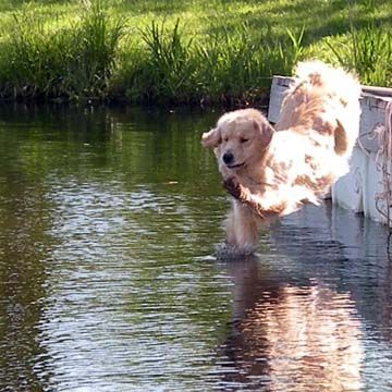 Legend Golden Retriever Puppy