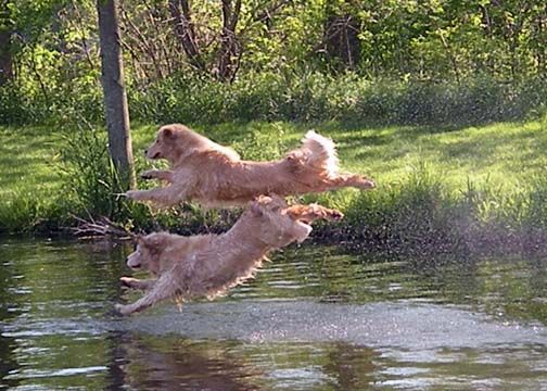 Golden retriever, akc, Breeder, legend golden retrievers, golden retriever breeders, AKC, Breeder, AKC breeder, AKC breeder of Merit, Legend, Legenddogs, Legend Goldens, Legend golden retrievers, golden retriever breeders near me, golden retriever breeders florida, golden retriever breeders colorado, golden retriever breeders in ma, golden retriever breeders texas, best golden retriever breeders, english cream golden retriever breeders, golden retriever breeders georgia, golden retriever breeders in pa, golden retriever breeders nc, golden retriever breeders ohio, golden retriever breeders wisconsin, golden retriever breeders california, golden retriever breeders ct, golden retriever breeders illinois, golden retriever breeders michigan, golden retriever breeders mn, golden retriever breeders nj, golden retriever breeders indiana, golden retriever breeders va, red golden retriever breeders, golden retriever breeders az, golden retriever breeders in nh, golden retriever breeders maryland, golden retriever breeders ny, golden retriever breeders oregon, golden retriever breeders sc, golden retriever breeders washington, akc golden retriever breeders, english cream golden retriever breeders near me, english golden retriever breeders, golden retriever breeders north carolina, golden retriever dog breeders near me, mini golden retriever breeders, golden retriever breeders alabama, golden retriever breeders in iowa, golden retriever breeders in maine, golden retriever breeders in mn, golden retriever breeders in nc, golden retriever breeders in new england, golden retriever breeders in tn, golden retriever breeders minnesota, golden retriever breeders missouri, golden retriever breeders new england, golden retriever puppy breeders, wisconsin golden retriever breeders, field golden retriever breeders, golden retriever breeders houston,