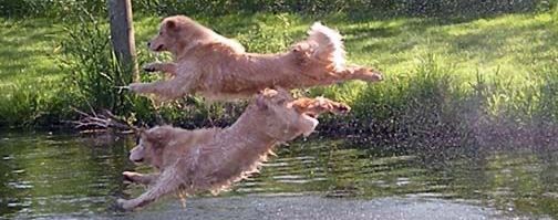 Golden retriever, akc, Breeder, legend golden retrievers, AKC, Breeder, AKC breeder, AKC breeder of Merit, Legend, Legenddogs, Legend Goldens, Legend golden retrievers, golden retriever, golden retriever puppies, golden retriever puppies for sale, golden retriever puppy, english cream golden retriever, mini golden retriever, red golden retriever, black golden retriever, white golden retriever, golden retriever puppies for sale near me, golden retriever puppies near me, english golden retriever, golden retriever price, golden retriever doggy, golden retriever for sale, golden retriever lifespan, miniature golden retriever, golden retriever breeders, baby golden retriever, cute golden retriever, golden retriever baby, golden retriever bf, golden retriever breeders near me, golden retriever dog, golden retriever near me, golden retriever vs labrador, puppy golden retriever, red golden retriever puppies, American golden retriever, golden retriever colors, golden retriever puppy near me, canadian golden retriever, cream golden retriever, field golden retriever, golden retriever breeder, golden retriever for sale near me, golden retriever puppies ohio, golden retriever weight, brown golden retriever, dark golden retriever, english cream golden retriever puppies for sale, golden retriever boy, golden retriever breeder near me, golden retriever energy, golden retriever personality, golden retriever pup for sale, golden retriever puppies nc, golden retriever puppy for sale, labrador vs golden retriever
AKC, Breeder, AKC breeder, AKC breeder of Merit, Legend, Legenddogs, Legend Goldens, Legend golden retrievers, golden retriever puppies, golden retriever puppies for sale, golden retriever puppy, golden retriever puppies for sale near me, golden retriever puppies near me, puppy golden retriever, red golden retriever puppies, golden retriever puppy near me, golden retriever puppies ohio, english cream golden retriever puppies for sale, golden retriever puppies nc, golden retriever puppy for sale, golden retriever puppies for sale $200, white golden retriever puppies, cute golden retriever puppies, english cream golden retriever puppies, golden retriever puppies indiana, golden retriever puppies mn, golden retriever puppies wisconsin, golden retriever puppy price, puppy for sale golden retriever, english golden retriever puppies, golden retriever puppies az, golden retriever puppies colorado, golden retriever puppies florida, golden retriever puppies georgia, golden retriever puppies oregon, golden retriever puppy for sale near me, labrador puppy vs golden retriever, red golden retriever puppies for sale, akc golden retriever puppies, golden retriever puppies iowa, golden retriever puppies price, black golden retriever puppy, cute golden retriever puppy, golden retriever puppies near me for sale, golden retriever puppies virginia, labrador golden retriever puppy, royal canin golden retriever puppy, cream golden retriever puppies, golden retriever puppies alabama, golden retriever puppies ct, golden retriever puppies houston, golden retriever puppies illinois, golden retriever puppies maine, golden retriever puppies michigan, golden retriever puppies photos, golden retriever puppies san diego, golden retriever puppies texas, golden retriever puppy photos, newborn golden retriever puppies, golden retriever puppies for sale in michigan, golden retriever puppies in michigan, golden retriever puppies for sale in ohio, AKC, Breeder, AKC breeder, AKC breeder of Merit, Legend, Legenddogs, Legend Goldens, Legend golden retrievers, , golden retriever puppies for sale, golden retriever puppies for sale near me, golden retriever for sale, golden retriever for sale near me, english cream golden retriever puppies for sale, golden retriever pup for sale, golden retriever puppy for sale, golden retriever puppies for sale $200, puppy for sale golden retriever, golden retriever puppy for sale near me, golden retriever pups for sale near me, red golden retriever puppies for sale, golden retriever sale, miniature golden retriever for sale, golden retriever puppies near me for sale, adult golden retriever for sale, english cream golden retriever for sale, english golden retriever puppies for sale, golden retriever dogs for sale, golden retriever near me for sale, red golden retriever for sale, english cream golden retriever puppies for sale near me, white golden retriever puppies for sale, golden retriever litter for sale, golden retriever puppies for sale in pa, golden retriever puppies for sale los angeles, miniature golden retriever for sale near me, black golden retriever puppies for sale, golden retriever on sale, golden retriever puppies for sale in michigan, golden retriever puppies for sale in mn, golden retriever puppies for sale in texas, baby golden retriever for sale, black golden retriever for sale, black golden retriever puppy for sale, english golden retriever for sale, golden retriever puppies for sale $500, golden retriever puppies for sale chicago, golden retriever puppies for sale in nc, golden retriever puppies for sale in nj, golden retriever puppies for sale in ohio, golden retriever puppies for sale near me under $500, golden retriever puppies sale, mini golden retriever for sale near me, small golden retriever for sale, dark red golden retriever puppies for sale, golden retriever puppies for sale in az, golden retriever puppies for sale in ct, golden retriever puppies for sale michigan, golden retriever puppies for sale ohio, golden retriever puppies in michigan for sale, golden retriever breeders, AKC, Breeder, AKC breeder, AKC breeder of Merit, Legend, Legenddogs, Legend Goldens, Legend golden retrievers, golden retriever breeders near me, golden retriever breeders florida, golden retriever breeders colorado, golden retriever breeders in ma, golden retriever breeders texas, best golden retriever breeders, english cream golden retriever breeders, golden retriever breeders georgia, golden retriever breeders in pa, golden retriever breeders nc, golden retriever breeders ohio, golden retriever breeders wisconsin, golden retriever breeders california, golden retriever breeders ct, golden retriever breeders illinois, golden retriever breeders michigan, golden retriever breeders mn, golden retriever breeders nj, golden retriever breeders indiana, golden retriever breeders va, red golden retriever breeders, golden retriever breeders az, golden retriever breeders in nh, golden retriever breeders maryland, golden retriever breeders ny, golden retriever breeders oregon, golden retriever breeders sc, golden retriever breeders washington, akc golden retriever breeders, english cream golden retriever breeders near me, english golden retriever breeders, golden retriever breeders north carolina, golden retriever dog breeders near me, mini golden retriever breeders, golden retriever breeders alabama, golden retriever breeders in iowa, golden retriever breeders in maine, golden retriever breeders in mn, golden retriever breeders in nc, golden retriever breeders in new england, golden retriever breeders in tn, golden retriever breeders minnesota, golden retriever breeders missouri, golden retriever breeders new england, golden retriever puppy breeders, wisconsin golden retriever breeders, field golden retriever breeders, golden retriever breeders houston,