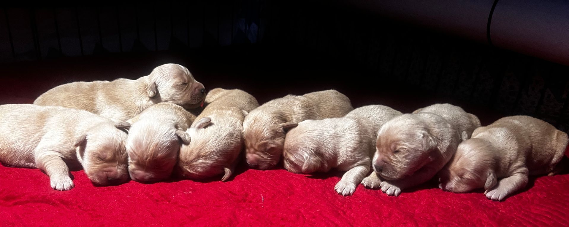 Golden retriever, akc, Breeder, legend golden retrievers, AKC, Breeder, AKC breeder, AKC breeder of Merit, Legend, Legenddogs, Legend Goldens, Legend golden retrievers, golden retriever, golden retriever puppies, golden retriever puppies for sale, golden retriever puppy, english cream golden retriever, mini golden retriever, red golden retriever, black golden retriever, white golden retriever, golden retriever puppies for sale near me, golden retriever puppies near me, english golden retriever, golden retriever price, golden retriever doggy, golden retriever for sale, golden retriever lifespan, miniature golden retriever, golden retriever breeders, baby golden retriever, cute golden retriever, golden retriever baby, golden retriever bf, golden retriever breeders near me, golden retriever dog, golden retriever near me, golden retriever vs labrador, puppy golden retriever, red golden retriever puppies, American golden retriever, golden retriever colors, golden retriever puppy near me, canadian golden retriever, cream golden retriever, field golden retriever, golden retriever breeder, golden retriever for sale near me, golden retriever puppies ohio, golden retriever weight, brown golden retriever, dark golden retriever, english cream golden retriever puppies for sale, golden retriever boy, golden retriever breeder near me, golden retriever energy, golden retriever personality, golden retriever pup for sale, golden retriever puppies nc, golden retriever puppy for sale, labrador vs golden retriever
AKC, Breeder, AKC breeder, AKC breeder of Merit, Legend, Legenddogs, Legend Goldens, Legend golden retrievers, golden retriever puppies, golden retriever puppies for sale, golden retriever puppy, golden retriever puppies for sale near me, golden retriever puppies near me, puppy golden retriever, red golden retriever puppies, golden retriever puppy near me, golden retriever puppies ohio, english cream golden retriever puppies for sale, golden retriever puppies nc, golden retriever puppy for sale, golden retriever puppies for sale $200, white golden retriever puppies, cute golden retriever puppies, english cream golden retriever puppies, golden retriever puppies indiana, golden retriever puppies mn, golden retriever puppies wisconsin, golden retriever puppy price, puppy for sale golden retriever, english golden retriever puppies, golden retriever puppies az, golden retriever puppies colorado, golden retriever puppies florida, golden retriever puppies georgia, golden retriever puppies oregon, golden retriever puppy for sale near me, labrador puppy vs golden retriever, red golden retriever puppies for sale, akc golden retriever puppies, golden retriever puppies iowa, golden retriever puppies price, black golden retriever puppy, cute golden retriever puppy, golden retriever puppies near me for sale, golden retriever puppies virginia, labrador golden retriever puppy, royal canin golden retriever puppy, cream golden retriever puppies, golden retriever puppies alabama, golden retriever puppies ct, golden retriever puppies houston, golden retriever puppies illinois, golden retriever puppies maine, golden retriever puppies michigan, golden retriever puppies photos, golden retriever puppies san diego, golden retriever puppies texas, golden retriever puppy photos, newborn golden retriever puppies, golden retriever puppies for sale in michigan, golden retriever puppies in michigan, golden retriever puppies for sale in ohio, AKC, Breeder, AKC breeder, AKC breeder of Merit, Legend, Legenddogs, Legend Goldens, Legend golden retrievers, , golden retriever puppies for sale, golden retriever puppies for sale near me, golden retriever for sale, golden retriever for sale near me, english cream golden retriever puppies for sale, golden retriever pup for sale, golden retriever puppy for sale, golden retriever puppies for sale $200, puppy for sale golden retriever, golden retriever puppy for sale near me, golden retriever pups for sale near me, red golden retriever puppies for sale, golden retriever sale, miniature golden retriever for sale, golden retriever puppies near me for sale, adult golden retriever for sale, english cream golden retriever for sale, english golden retriever puppies for sale, golden retriever dogs for sale, golden retriever near me for sale, red golden retriever for sale, english cream golden retriever puppies for sale near me, white golden retriever puppies for sale, golden retriever litter for sale, golden retriever puppies for sale in pa, golden retriever puppies for sale los angeles, miniature golden retriever for sale near me, black golden retriever puppies for sale, golden retriever on sale, golden retriever puppies for sale in michigan, golden retriever puppies for sale in mn, golden retriever puppies for sale in texas, baby golden retriever for sale, black golden retriever for sale, black golden retriever puppy for sale, english golden retriever for sale, golden retriever puppies for sale $500, golden retriever puppies for sale chicago, golden retriever puppies for sale in nc, golden retriever puppies for sale in nj, golden retriever puppies for sale in ohio, golden retriever puppies for sale near me under $500, golden retriever puppies sale, mini golden retriever for sale near me, small golden retriever for sale, dark red golden retriever puppies for sale, golden retriever puppies for sale in az, golden retriever puppies for sale in ct, golden retriever puppies for sale michigan, golden retriever puppies for sale ohio, golden retriever puppies in michigan for sale, golden retriever breeders, AKC, Breeder, AKC breeder, AKC breeder of Merit, Legend, Legenddogs, Legend Goldens, Legend golden retrievers, golden retriever breeders near me, golden retriever breeders florida, golden retriever breeders colorado, golden retriever breeders in ma, golden retriever breeders texas, best golden retriever breeders, english cream golden retriever breeders, golden retriever breeders georgia, golden retriever breeders in pa, golden retriever breeders nc, golden retriever breeders ohio, golden retriever breeders wisconsin, golden retriever breeders california, golden retriever breeders ct, golden retriever breeders illinois, golden retriever breeders michigan, golden retriever breeders mn, golden retriever breeders nj, golden retriever breeders indiana, golden retriever breeders va, red golden retriever breeders, golden retriever breeders az, golden retriever breeders in nh, golden retriever breeders maryland, golden retriever breeders ny, golden retriever breeders oregon, golden retriever breeders sc, golden retriever breeders washington, akc golden retriever breeders, english cream golden retriever breeders near me, english golden retriever breeders, golden retriever breeders north carolina, golden retriever dog breeders near me, mini golden retriever breeders, golden retriever breeders alabama, golden retriever breeders in iowa, golden retriever breeders in maine, golden retriever breeders in mn, golden retriever breeders in nc, golden retriever breeders in new england, golden retriever breeders in tn, golden retriever breeders minnesota, golden retriever breeders missouri, golden retriever breeders new england, golden retriever puppy breeders, wisconsin golden retriever breeders, field golden retriever breeders, golden retriever breeders houston,