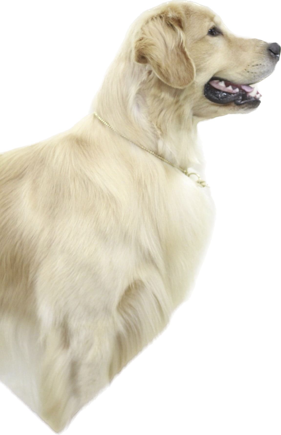 Legend golden retrievers Golden retriever, akc, Breeder, legend golden retrievers, Golden retriever, akc, Breeder, legend golden retrievers, AKC, Breeder, AKC breeder, AKC breeder of Merit, Legend, Legenddogs, Legend Goldens, Legend golden retrievers, golden retriever, golden retriever puppies, golden retriever puppies for sale, golden retriever puppy, english cream golden retriever, mini golden retriever, red golden retriever, black golden retriever, white golden retriever, golden retriever puppies for sale near me, golden retriever puppies near me, english golden retriever, golden retriever price, golden retriever doggy, golden retriever for sale, golden retriever lifespan, miniature golden retriever, golden retriever breeders, baby golden retriever, cute golden retriever, golden retriever baby, golden retriever bf, golden retriever breeders near me, golden retriever dog, golden retriever near me, golden retriever vs labrador, puppy golden retriever, red golden retriever puppies, American golden retriever, golden retriever colors, golden retriever puppy near me, canadian golden retriever, cream golden retriever, field golden retriever, golden retriever breeder, golden retriever for sale near me, golden retriever puppies ohio, golden retriever weight, brown golden retriever, dark golden retriever, english cream golden retriever puppies for sale, golden retriever boy, golden retriever breeder near me, golden retriever energy, golden retriever personality, golden retriever pup for sale, golden retriever puppies nc, golden retriever puppy for sale, labrador vs golden retriever
AKC, Breeder, AKC breeder, AKC breeder of Merit, Legend, Legenddogs, Legend Goldens, Legend golden retrievers, golden retriever puppies, golden retriever puppies for sale, golden retriever puppy, golden retriever puppies for sale near me, golden retriever puppies near me, puppy golden retriever, red golden retriever puppies, golden retriever puppy near me, golden retriever puppies ohio, english cream golden retriever puppies for sale, golden retriever puppies nc, golden retriever puppy for sale, golden retriever puppies for sale $200, white golden retriever puppies, cute golden retriever puppies, english cream golden retriever puppies, golden retriever puppies indiana, golden retriever puppies mn, golden retriever puppies wisconsin, golden retriever puppy price, puppy for sale golden retriever, english golden retriever puppies, golden retriever puppies az, golden retriever puppies colorado, golden retriever puppies florida, golden retriever puppies georgia, golden retriever puppies oregon, golden retriever puppy for sale near me, labrador puppy vs golden retriever, red golden retriever puppies for sale, akc golden retriever puppies, golden retriever puppies iowa, golden retriever puppies price, black golden retriever puppy, cute golden retriever puppy, golden retriever puppies near me for sale, golden retriever puppies virginia, labrador golden retriever puppy, royal canin golden retriever puppy, cream golden retriever puppies, golden retriever puppies alabama, golden retriever puppies ct, golden retriever puppies houston, golden retriever puppies illinois, golden retriever puppies maine, golden retriever puppies michigan, golden retriever puppies photos, golden retriever puppies san diego, golden retriever puppies texas, golden retriever puppy photos, newborn golden retriever puppies, golden retriever puppies for sale in michigan, golden retriever puppies in michigan, golden retriever puppies for sale in ohio, AKC, Breeder, AKC breeder, AKC breeder of Merit, Legend, Legenddogs, Legend Goldens, Legend golden retrievers, , golden retriever puppies for sale, golden retriever puppies for sale near me, golden retriever for sale, golden retriever for sale near me, english cream golden retriever puppies for sale, golden retriever pup for sale, golden retriever puppy for sale, golden retriever puppies for sale $200, puppy for sale golden retriever, golden retriever puppy for sale near me, golden retriever pups for sale near me, red golden retriever puppies for sale, golden retriever sale, miniature golden retriever for sale, golden retriever puppies near me for sale, adult golden retriever for sale, english cream golden retriever for sale, english golden retriever puppies for sale, golden retriever dogs for sale, golden retriever near me for sale, red golden retriever for sale, english cream golden retriever puppies for sale near me, white golden retriever puppies for sale, golden retriever litter for sale, golden retriever puppies for sale in pa, golden retriever puppies for sale los angeles, miniature golden retriever for sale near me, black golden retriever puppies for sale, golden retriever on sale, golden retriever puppies for sale in michigan, golden retriever puppies for sale in mn, golden retriever puppies for sale in texas, baby golden retriever for sale, black golden retriever for sale, black golden retriever puppy for sale, english golden retriever for sale, golden retriever puppies for sale $500, golden retriever puppies for sale chicago, golden retriever puppies for sale in nc, golden retriever puppies for sale in nj, golden retriever puppies for sale in ohio, golden retriever puppies for sale near me under $500, golden retriever puppies sale, mini golden retriever for sale near me, small golden retriever for sale, dark red golden retriever puppies for sale, golden retriever puppies for sale in az, golden retriever puppies for sale in ct, golden retriever puppies for sale michigan, golden retriever puppies for sale ohio, golden retriever puppies in michigan for sale, golden retriever breeders, AKC, Breeder, AKC breeder, AKC breeder of Merit, Legend, Legenddogs, Legend Goldens, Legend golden retrievers, golden retriever breeders near me, golden retriever breeders florida, golden retriever breeders colorado, golden retriever breeders in ma, golden retriever breeders texas, best golden retriever breeders, english cream golden retriever breeders, golden retriever breeders georgia, golden retriever breeders in pa, golden retriever breeders nc, golden retriever breeders ohio, golden retriever breeders wisconsin, golden retriever breeders california, golden retriever breeders ct, golden retriever breeders illinois, golden retriever breeders michigan, golden retriever breeders mn, golden retriever breeders nj, golden retriever breeders indiana, golden retriever breeders va, red golden retriever breeders, golden retriever breeders az, golden retriever breeders in nh, golden retriever breeders maryland, golden retriever breeders ny, golden retriever breeders oregon, golden retriever breeders sc, golden retriever breeders washington, akc golden retriever breeders, english cream golden retriever breeders near me, english golden retriever breeders, golden retriever breeders north carolina, golden retriever dog breeders near me, mini golden retriever breeders, golden retriever breeders alabama, golden retriever breeders in iowa, golden retriever breeders in maine, golden retriever breeders in mn, golden retriever breeders in nc, golden retriever breeders in new england, golden retriever breeders in tn, golden retriever breeders minnesota, golden retriever breeders missouri, golden retriever breeders new england, golden retriever puppy breeders, wisconsin golden retriever breeders, field golden retriever breeders, golden retriever breeders houston,