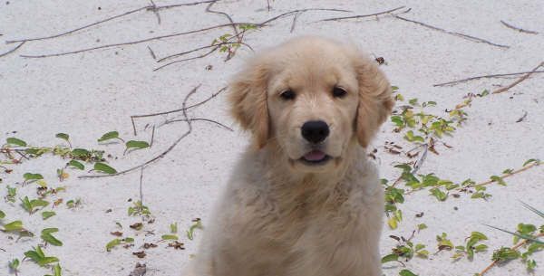 Golden retriever, akc, Breeder, legend golden retrievers, AKC, Breeder, AKC breeder, AKC breeder of Merit, Legend, Legenddogs, Legend Goldens, Legend golden retrievers, golden retriever, golden retriever puppies, golden retriever puppies for sale, golden retriever puppy, english cream golden retriever, mini golden retriever, red golden retriever, black golden retriever, white golden retriever, golden retriever puppies for sale near me, golden retriever puppies near me, english golden retriever, golden retriever price, golden retriever doggy, golden retriever for sale, golden retriever lifespan, miniature golden retriever, golden retriever breeders, baby golden retriever, cute golden retriever, golden retriever baby, golden retriever bf, golden retriever breeders near me, golden retriever dog, golden retriever near me, golden retriever vs labrador, puppy golden retriever, red golden retriever puppies, American golden retriever, golden retriever colors, golden retriever puppy near me, canadian golden retriever, cream golden retriever, field golden retriever, golden retriever breeder, golden retriever for sale near me, golden retriever puppies ohio, golden retriever weight, brown golden retriever, dark golden retriever, english cream golden retriever puppies for sale, golden retriever boy, golden retriever breeder near me, golden retriever energy, golden retriever personality, golden retriever pup for sale, golden retriever puppies nc, golden retriever puppy for sale, labrador vs golden retriever
AKC, Breeder, AKC breeder, AKC breeder of Merit, Legend, Legenddogs, Legend Goldens, Legend golden retrievers, golden retriever puppies, golden retriever puppies for sale, golden retriever puppy, golden retriever puppies for sale near me, golden retriever puppies near me, puppy golden retriever, red golden retriever puppies, golden retriever puppy near me, golden retriever puppies ohio, english cream golden retriever puppies for sale, golden retriever puppies nc, golden retriever puppy for sale, golden retriever puppies for sale $200, white golden retriever puppies, cute golden retriever puppies, english cream golden retriever puppies, golden retriever puppies indiana, golden retriever puppies mn, golden retriever puppies wisconsin, golden retriever puppy price, puppy for sale golden retriever, english golden retriever puppies, golden retriever puppies az, golden retriever puppies colorado, golden retriever puppies florida, golden retriever puppies georgia, golden retriever puppies oregon, golden retriever puppy for sale near me, labrador puppy vs golden retriever, red golden retriever puppies for sale, akc golden retriever puppies, golden retriever puppies iowa, golden retriever puppies price, black golden retriever puppy, cute golden retriever puppy, golden retriever puppies near me for sale, golden retriever puppies virginia, labrador golden retriever puppy, royal canin golden retriever puppy, cream golden retriever puppies, golden retriever puppies alabama, golden retriever puppies ct, golden retriever puppies houston, golden retriever puppies illinois, golden retriever puppies maine, golden retriever puppies michigan, golden retriever puppies photos, golden retriever puppies san diego, golden retriever puppies texas, golden retriever puppy photos, newborn golden retriever puppies, golden retriever puppies for sale in michigan, golden retriever puppies in michigan, golden retriever puppies for sale in ohio, AKC, Breeder, AKC breeder, AKC breeder of Merit, Legend, Legenddogs, Legend Goldens, Legend golden retrievers, , golden retriever puppies for sale, golden retriever puppies for sale near me, golden retriever for sale, golden retriever for sale near me, english cream golden retriever puppies for sale, golden retriever pup for sale, golden retriever puppy for sale, golden retriever puppies for sale $200, puppy for sale golden retriever, golden retriever puppy for sale near me, golden retriever pups for sale near me, red golden retriever puppies for sale, golden retriever sale, miniature golden retriever for sale, golden retriever puppies near me for sale, adult golden retriever for sale, english cream golden retriever for sale, english golden retriever puppies for sale, golden retriever dogs for sale, golden retriever near me for sale, red golden retriever for sale, english cream golden retriever puppies for sale near me, white golden retriever puppies for sale, golden retriever litter for sale, golden retriever puppies for sale in pa, golden retriever puppies for sale los angeles, miniature golden retriever for sale near me, black golden retriever puppies for sale, golden retriever on sale, golden retriever puppies for sale in michigan, golden retriever puppies for sale in mn, golden retriever puppies for sale in texas, baby golden retriever for sale, black golden retriever for sale, black golden retriever puppy for sale, english golden retriever for sale, golden retriever puppies for sale $500, golden retriever puppies for sale chicago, golden retriever puppies for sale in nc, golden retriever puppies for sale in nj, golden retriever puppies for sale in ohio, golden retriever puppies for sale near me under $500, golden retriever puppies sale, mini golden retriever for sale near me, small golden retriever for sale, dark red golden retriever puppies for sale, golden retriever puppies for sale in az, golden retriever puppies for sale in ct, golden retriever puppies for sale michigan, golden retriever puppies for sale ohio, golden retriever puppies in michigan for sale, golden retriever breeders, AKC, Breeder, AKC breeder, AKC breeder of Merit, Legend, Legenddogs, Legend Goldens, Legend golden retrievers, golden retriever breeders near me, golden retriever breeders florida, golden retriever breeders colorado, golden retriever breeders in ma, golden retriever breeders texas, best golden retriever breeders, english cream golden retriever breeders, golden retriever breeders georgia, golden retriever breeders in pa, golden retriever breeders nc, golden retriever breeders ohio, golden retriever breeders wisconsin, golden retriever breeders california, golden retriever breeders ct, golden retriever breeders illinois, golden retriever breeders michigan, golden retriever breeders mn, golden retriever breeders nj, golden retriever breeders indiana, golden retriever breeders va, red golden retriever breeders, golden retriever breeders az, golden retriever breeders in nh, golden retriever breeders maryland, golden retriever breeders ny, golden retriever breeders oregon, golden retriever breeders sc, golden retriever breeders washington, akc golden retriever breeders, english cream golden retriever breeders near me, english golden retriever breeders, golden retriever breeders north carolina, golden retriever dog breeders near me, mini golden retriever breeders, golden retriever breeders alabama, golden retriever breeders in iowa, golden retriever breeders in maine, golden retriever breeders in mn, golden retriever breeders in nc, golden retriever breeders in new england, golden retriever breeders in tn, golden retriever breeders minnesota, golden retriever breeders missouri, golden retriever breeders new england, golden retriever puppy breeders, wisconsin golden retriever breeders, field golden retriever breeders, golden retriever breeders houston,