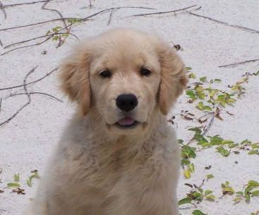 Golden retriever, akc, Breeder, legend golden retrievers, AKC, Breeder, AKC breeder, AKC breeder of Merit, Legend, Legenddogs, Legend Goldens, Legend golden retrievers, golden retriever, golden retriever puppies, golden retriever puppies for sale, golden retriever puppy, english cream golden retriever, mini golden retriever, red golden retriever, black golden retriever, white golden retriever, golden retriever puppies for sale near me, golden retriever puppies near me, english golden retriever, golden retriever price, golden retriever doggy, golden retriever for sale, golden retriever lifespan, miniature golden retriever, golden retriever breeders, baby golden retriever, cute golden retriever, golden retriever baby, golden retriever bf, golden retriever breeders near me, golden retriever dog, golden retriever near me, golden retriever vs labrador, puppy golden retriever, red golden retriever puppies, American golden retriever, golden retriever colors, golden retriever puppy near me, canadian golden retriever, cream golden retriever, field golden retriever, golden retriever breeder, golden retriever for sale near me, golden retriever puppies ohio, golden retriever weight, brown golden retriever, dark golden retriever, english cream golden retriever puppies for sale, golden retriever boy, golden retriever breeder near me, golden retriever energy, golden retriever personality, golden retriever pup for sale, golden retriever puppies nc, golden retriever puppy for sale, labrador vs golden retriever
AKC, Breeder, AKC breeder, AKC breeder of Merit, Legend, Legenddogs, Legend Goldens, Legend golden retrievers, golden retriever puppies, golden retriever puppies for sale, golden retriever puppy, golden retriever puppies for sale near me, golden retriever puppies near me, puppy golden retriever, red golden retriever puppies, golden retriever puppy near me, golden retriever puppies ohio, english cream golden retriever puppies for sale, golden retriever puppies nc, golden retriever puppy for sale, golden retriever puppies for sale $200, white golden retriever puppies, cute golden retriever puppies, english cream golden retriever puppies, golden retriever puppies indiana, golden retriever puppies mn, golden retriever puppies wisconsin, golden retriever puppy price, puppy for sale golden retriever, english golden retriever puppies, golden retriever puppies az, golden retriever puppies colorado, golden retriever puppies florida, golden retriever puppies georgia, golden retriever puppies oregon, golden retriever puppy for sale near me, labrador puppy vs golden retriever, red golden retriever puppies for sale, akc golden retriever puppies, golden retriever puppies iowa, golden retriever puppies price, black golden retriever puppy, cute golden retriever puppy, golden retriever puppies near me for sale, golden retriever puppies virginia, labrador golden retriever puppy, royal canin golden retriever puppy, cream golden retriever puppies, golden retriever puppies alabama, golden retriever puppies ct, golden retriever puppies houston, golden retriever puppies illinois, golden retriever puppies maine, golden retriever puppies michigan, golden retriever puppies photos, golden retriever puppies san diego, golden retriever puppies texas, golden retriever puppy photos, newborn golden retriever puppies, golden retriever puppies for sale in michigan, golden retriever puppies in michigan, golden retriever puppies for sale in ohio, AKC, Breeder, AKC breeder, AKC breeder of Merit, Legend, Legenddogs, Legend Goldens, Legend golden retrievers, , golden retriever puppies for sale, golden retriever puppies for sale near me, golden retriever for sale, golden retriever for sale near me, english cream golden retriever puppies for sale, golden retriever pup for sale, golden retriever puppy for sale, golden retriever puppies for sale $200, puppy for sale golden retriever, golden retriever puppy for sale near me, golden retriever pups for sale near me, red golden retriever puppies for sale, golden retriever sale, miniature golden retriever for sale, golden retriever puppies near me for sale, adult golden retriever for sale, english cream golden retriever for sale, english golden retriever puppies for sale, golden retriever dogs for sale, golden retriever near me for sale, red golden retriever for sale, english cream golden retriever puppies for sale near me, white golden retriever puppies for sale, golden retriever litter for sale, golden retriever puppies for sale in pa, golden retriever puppies for sale los angeles, miniature golden retriever for sale near me, black golden retriever puppies for sale, golden retriever on sale, golden retriever puppies for sale in michigan, golden retriever puppies for sale in mn, golden retriever puppies for sale in texas, baby golden retriever for sale, black golden retriever for sale, black golden retriever puppy for sale, english golden retriever for sale, golden retriever puppies for sale $500, golden retriever puppies for sale chicago, golden retriever puppies for sale in nc, golden retriever puppies for sale in nj, golden retriever puppies for sale in ohio, golden retriever puppies for sale near me under $500, golden retriever puppies sale, mini golden retriever for sale near me, small golden retriever for sale, dark red golden retriever puppies for sale, golden retriever puppies for sale in az, golden retriever puppies for sale in ct, golden retriever puppies for sale michigan, golden retriever puppies for sale ohio, golden retriever puppies in michigan for sale, golden retriever breeders, AKC, Breeder, AKC breeder, AKC breeder of Merit, Legend, Legenddogs, Legend Goldens, Legend golden retrievers, golden retriever breeders near me, golden retriever breeders florida, golden retriever breeders colorado, golden retriever breeders in ma, golden retriever breeders texas, best golden retriever breeders, english cream golden retriever breeders, golden retriever breeders georgia, golden retriever breeders in pa, golden retriever breeders nc, golden retriever breeders ohio, golden retriever breeders wisconsin, golden retriever breeders california, golden retriever breeders ct, golden retriever breeders illinois, golden retriever breeders michigan, golden retriever breeders mn, golden retriever breeders nj, golden retriever breeders indiana, golden retriever breeders va, red golden retriever breeders, golden retriever breeders az, golden retriever breeders in nh, golden retriever breeders maryland, golden retriever breeders ny, golden retriever breeders oregon, golden retriever breeders sc, golden retriever breeders washington, akc golden retriever breeders, english cream golden retriever breeders near me, english golden retriever breeders, golden retriever breeders north carolina, golden retriever dog breeders near me, mini golden retriever breeders, golden retriever breeders alabama, golden retriever breeders in iowa, golden retriever breeders in maine, golden retriever breeders in mn, golden retriever breeders in nc, golden retriever breeders in new england, golden retriever breeders in tn, golden retriever breeders minnesota, golden retriever breeders missouri, golden retriever breeders new england, golden retriever puppy breeders, wisconsin golden retriever breeders, field golden retriever breeders, golden retriever breeders houston,