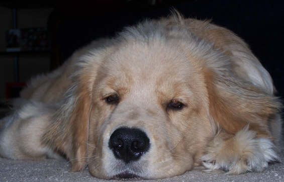 Golden retriever, akc, Breeder, legend golden retrievers, AKC, Breeder, AKC breeder, AKC breeder of Merit, Legend, Legenddogs, Legend Goldens, Legend golden retrievers, golden retriever, golden retriever puppies, golden retriever puppies for sale, golden retriever puppy, english cream golden retriever, mini golden retriever, red golden retriever, black golden retriever, white golden retriever, golden retriever puppies for sale near me, golden retriever puppies near me, english golden retriever, golden retriever price, golden retriever doggy, golden retriever for sale, golden retriever lifespan, miniature golden retriever, golden retriever breeders, baby golden retriever, cute golden retriever, golden retriever baby, golden retriever bf, golden retriever breeders near me, golden retriever dog, golden retriever near me, golden retriever vs labrador, puppy golden retriever, red golden retriever puppies, American golden retriever, golden retriever colors, golden retriever puppy near me, canadian golden retriever, cream golden retriever, field golden retriever, golden retriever breeder, golden retriever for sale near me, golden retriever puppies ohio, golden retriever weight, brown golden retriever, dark golden retriever, english cream golden retriever puppies for sale, golden retriever boy, golden retriever breeder near me, golden retriever energy, golden retriever personality, golden retriever pup for sale, golden retriever puppies nc, golden retriever puppy for sale, labrador vs golden retriever
AKC, Breeder, AKC breeder, AKC breeder of Merit, Legend, Legenddogs, Legend Goldens, Legend golden retrievers, golden retriever puppies, golden retriever puppies for sale, golden retriever puppy, golden retriever puppies for sale near me, golden retriever puppies near me, puppy golden retriever, red golden retriever puppies, golden retriever puppy near me, golden retriever puppies ohio, english cream golden retriever puppies for sale, golden retriever puppies nc, golden retriever puppy for sale, golden retriever puppies for sale $200, white golden retriever puppies, cute golden retriever puppies, english cream golden retriever puppies, golden retriever puppies indiana, golden retriever puppies mn, golden retriever puppies wisconsin, golden retriever puppy price, puppy for sale golden retriever, english golden retriever puppies, golden retriever puppies az, golden retriever puppies colorado, golden retriever puppies florida, golden retriever puppies georgia, golden retriever puppies oregon, golden retriever puppy for sale near me, labrador puppy vs golden retriever, red golden retriever puppies for sale, akc golden retriever puppies, golden retriever puppies iowa, golden retriever puppies price, black golden retriever puppy, cute golden retriever puppy, golden retriever puppies near me for sale, golden retriever puppies virginia, labrador golden retriever puppy, royal canin golden retriever puppy, cream golden retriever puppies, golden retriever puppies alabama, golden retriever puppies ct, golden retriever puppies houston, golden retriever puppies illinois, golden retriever puppies maine, golden retriever puppies michigan, golden retriever puppies photos, golden retriever puppies san diego, golden retriever puppies texas, golden retriever puppy photos, newborn golden retriever puppies, golden retriever puppies for sale in michigan, golden retriever puppies in michigan, golden retriever puppies for sale in ohio, AKC, Breeder, AKC breeder, AKC breeder of Merit, Legend, Legenddogs, Legend Goldens, Legend golden retrievers, , golden retriever puppies for sale, golden retriever puppies for sale near me, golden retriever for sale, golden retriever for sale near me, english cream golden retriever puppies for sale, golden retriever pup for sale, golden retriever puppy for sale, golden retriever puppies for sale $200, puppy for sale golden retriever, golden retriever puppy for sale near me, golden retriever pups for sale near me, red golden retriever puppies for sale, golden retriever sale, miniature golden retriever for sale, golden retriever puppies near me for sale, adult golden retriever for sale, english cream golden retriever for sale, english golden retriever puppies for sale, golden retriever dogs for sale, golden retriever near me for sale, red golden retriever for sale, english cream golden retriever puppies for sale near me, white golden retriever puppies for sale, golden retriever litter for sale, golden retriever puppies for sale in pa, golden retriever puppies for sale los angeles, miniature golden retriever for sale near me, black golden retriever puppies for sale, golden retriever on sale, golden retriever puppies for sale in michigan, golden retriever puppies for sale in mn, golden retriever puppies for sale in texas, baby golden retriever for sale, black golden retriever for sale, black golden retriever puppy for sale, english golden retriever for sale, golden retriever puppies for sale $500, golden retriever puppies for sale chicago, golden retriever puppies for sale in nc, golden retriever puppies for sale in nj, golden retriever puppies for sale in ohio, golden retriever puppies for sale near me under $500, golden retriever puppies sale, mini golden retriever for sale near me, small golden retriever for sale, dark red golden retriever puppies for sale, golden retriever puppies for sale in az, golden retriever puppies for sale in ct, golden retriever puppies for sale michigan, golden retriever puppies for sale ohio, golden retriever puppies in michigan for sale, golden retriever breeders, AKC, Breeder, AKC breeder, AKC breeder of Merit, Legend, Legenddogs, Legend Goldens, Legend golden retrievers, golden retriever breeders near me, golden retriever breeders florida, golden retriever breeders colorado, golden retriever breeders in ma, golden retriever breeders texas, best golden retriever breeders, english cream golden retriever breeders, golden retriever breeders georgia, golden retriever breeders in pa, golden retriever breeders nc, golden retriever breeders ohio, golden retriever breeders wisconsin, golden retriever breeders california, golden retriever breeders ct, golden retriever breeders illinois, golden retriever breeders michigan, golden retriever breeders mn, golden retriever breeders nj, golden retriever breeders indiana, golden retriever breeders va, red golden retriever breeders, golden retriever breeders az, golden retriever breeders in nh, golden retriever breeders maryland, golden retriever breeders ny, golden retriever breeders oregon, golden retriever breeders sc, golden retriever breeders washington, akc golden retriever breeders, english cream golden retriever breeders near me, english golden retriever breeders, golden retriever breeders north carolina, golden retriever dog breeders near me, mini golden retriever breeders, golden retriever breeders alabama, golden retriever breeders in iowa, golden retriever breeders in maine, golden retriever breeders in mn, golden retriever breeders in nc, golden retriever breeders in new england, golden retriever breeders in tn, golden retriever breeders minnesota, golden retriever breeders missouri, golden retriever breeders new england, golden retriever puppy breeders, wisconsin golden retriever breeders, field golden retriever breeders, golden retriever breeders houston,